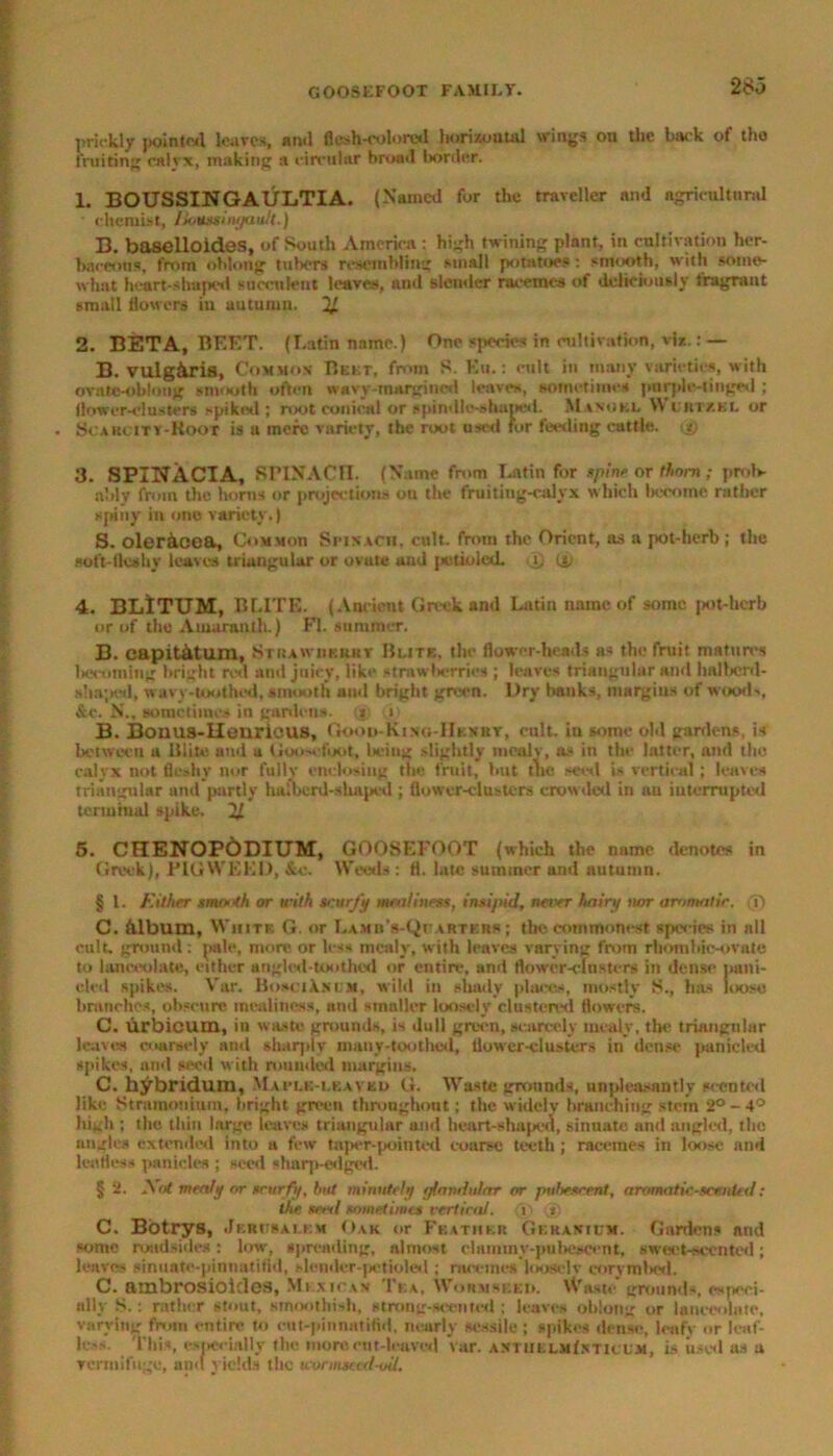 prickly pointed leaves, anil Bush-colored horizontal wings on the back of tho fruiting calyx, making a circular broad border. 1. BOUSSINGAULTIA. (Named for the traveller and agricultural ■ chemist, liemssingault.) B. baselloides, of South America : high twining plant, in cultivation her- baceous, from oblong tubers resembling small potatoes: smooth, with some- what heart-shaped succulent leaves, and slender racemes of deliciously fragrant small flowers in autumn. 2J. 2. BETA, BEET. (Latin name.) One species in cultivation, viz.: — B. vulg&ris, Common Beet, from 8. Ku.: milt in many varieties, with ovate-obloug smooth often wavy-margined leaves, sometime* pnrple-tinged ; flower-clusters spikfxl; nx>t conical or spindle-shaped. Manuel VV liir/.KE or . ScakcITT-Root is a mere variety, the root used tor fuelling cattle. is) 3. SPINACIA, SPINACHI. (N ame fn>m Latin for spine or thorn ; prob- ably from the horns or projections on the fruiting-calyx which become rather spiny in one variety.) S. olerkcea, Comm on Spinach. cult, from the Orient, as a pot-herb ; the soft-lies by leaves triangular or ovate and putioled. id) til 4. BLlTUM, BUTE. (Ancient Greek and Latin name of some pot-herb or of the Amaranth.) FI. summer. B. eupitatum, Stra wiikuht Bute, the flower-heads as the fruit matures becoming bright red and juicy, like strawberries ; leaves triangular and lmlbcril- sha;K‘d, wavy-toothed, smooth mid bright green. Dry hanks, margins of wood., &c. N., sometimes in eanleus. t i B. Bonus-Henrious, Good-Kin«-Hexrt, cult, iu some old ganlens, is between a Elite and a Qooscfoot, being slightly mealy, as in the latter, and tho calyx not fleshy nor fully enclosing the fruit, but tlie seed is vertical ; leaves triangular and partly halberd-slmped ; flower-clusters crowded in an interrupted terminal spike. 21 5. CHENOP6DIUM, GOOSEFOOT (which the name denotes in Greek), PIGWEED, &c. Weed* : fl. late summer and autumn. § l. Either smooth or with SCSrfy mealiness, insipid, never hairy nor aainuitir. <J) C. dibitm, White G. or LambVQcabtkrs; the commonest species in nil cult, ground: pale, more or less mealy, with leaves varying from rhombic-ovate to lanceolate, either angled-toothed or entire, and flowcr-clnstcrs in dense imni- eled spikes. Var. BosciAni m, wild in shady places, mostly 8., has loose branches, obscure mealiness, and smaller loosely clustered flowers. C. urbicum, in waste grounds, is dull green, scarcely mealy, the triangular leaves coarsely and sharply many-toothed, flower-clusters in dense panicled spikes, and seed with rounded margins. C. h^bridum, Maple-leaved G. Waste grounds, unpleasantly scented like Stramonium, bright green throughout; the widely branching stein 2° - 4° high ; the thin large leaves triangular and heart-shaped, sinuate and angled, the angles extended into a few tajier-pointed coarse teeth ; racemes in loose and leafless panicle* ; seed sharp-edged. § 2. A ot mealy or scurfy, but minutely glandular or pubescent, aromatic.-sct.nUd: the seed sometimes vertical. i ® C. Botrys, Jerusalem Oak or Feather Geranium. Ganlens and some roadsides: low, spreading, almost clammy-pubescent, sweet-scented; leaves sinuate-plnnatifid, slender-petioled ; racemes'looselv corymlwl. C. ambrosioidea, Mexican Tea, Wonmseei*. Waste grounds, especi- ally 8.: rather stout, smoothish, strong-scented : leaves oblong or lanceolate, varying from entire to cut-pinnatifid, nearly sessile; spikes dense, leafy or leaf- less. This, especially the more cut-leaved var. anthelmInticum, is used as a vermifuge, and yields the wormsad-oU.