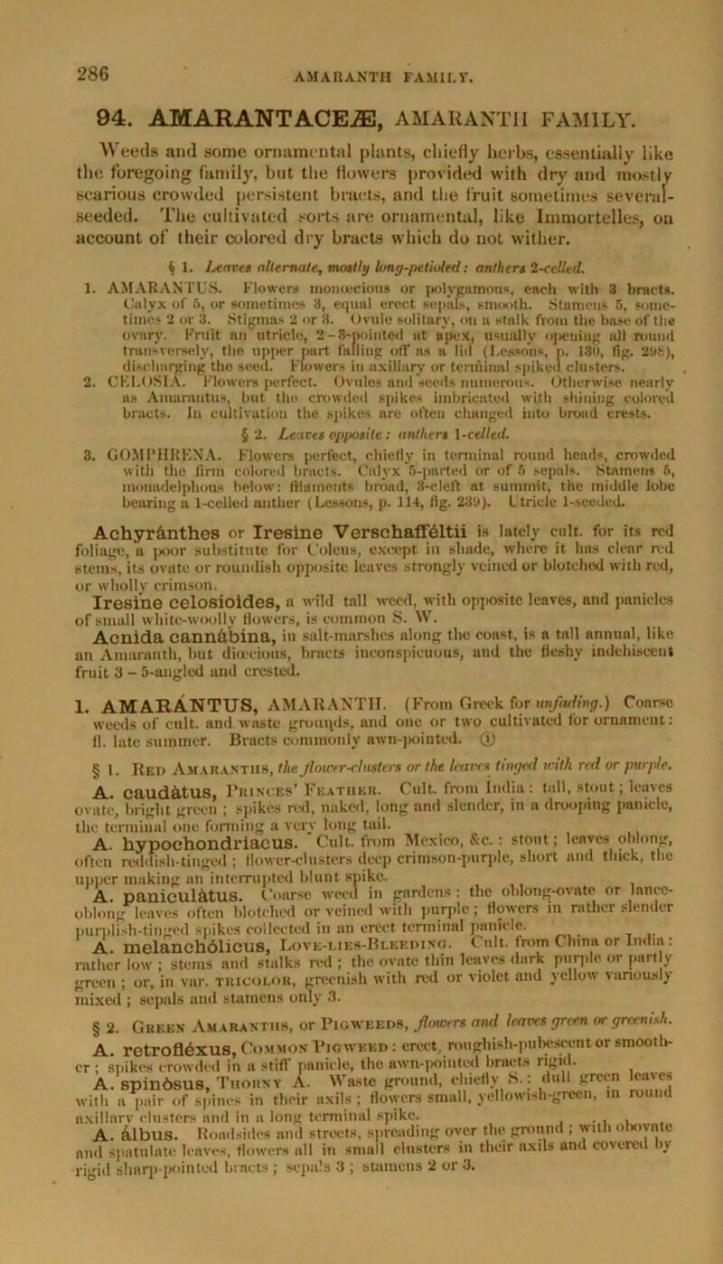 AMARANTH FAMILY. 94. AMARANTACEJE, AMARANTH FAMILY. Weeds and some ornamental plants, chiefly herbs, essentially like the foregoing family, but the flowers provided with dry and mostly scarious crowded persistent bracts, and the fruit sometimes several- seeded. The cultivated sorts are ornamental, like Immortelles, on account of their colored dry bracts which do not wither. § 1. Leaves alternate, mostly Umg-petiuled: anthers 2-eelled. 1. AMARANTUS. Flowers monoecious or polygamous, each with 3 bracts. Calyx of 5, or sometimes 8, equal erect sepals, smooth. Stamens 5, some- times 2 or 3. Stigmas 2 or 3. Ovule solitary, on a stalk from the base of the ovary. Fruit an utricle, 2-8-noirited at apex, usually opening all round transversely, the upper part falling off ns a lid (Lessons, p. 130, fig. 208), discharging the seed. Flowers in axillary or terminal spiked clusters. 2. CKLOSIA. Flowers perfect. Ovules and seeds numerous. Otherwise nearly as Amarmitus, hut the crowded spikes imbricated with shining colored bracts. In cultivation the spikes are often changed into broad crests. § 2. Leaves opposite: anthers \-celled. 3. GOMPHRENA. Flowers perfect, chiefly in terminal round heads, crowded with the firm colored bracts. Calyx 6-parted or of 5 scpnls. Stamens 5, monadelphous below: filaments broad, 3-cleft nt summit, the middle lobe bearing a 1-celled anther (Lessons, p. 114, fig. 230). Utricle 1-secded. Achyr&nthes or Iresine Verschaffdltii is lately cult, for its red foliage, a poor substitute for Coleus, except in shade, where it has clear red stems, its ovate or roundish opposite leaves strongly veined or blotched with red, or wholly crimson. Iresine celosioides, a wild tall weed, with opposite leaves, and panicles of small white-woolly flowers, is common S. W. Acnida eannabina, in salt-marshes along the coast, is a tall annual, like an Amaranth, hut dioecious, bracts inconspicuous, and the fleshy indcbisceut fruit 3 - 5-angled and crested. I. AMARANTUS, AMARANTH. (From Greek for unfading.) Coarse weeds of cult, and waste grounds, and one or two cultivated for ornament: 11. late summer. Bracts commonly awn-pointed. © § 1. Red Amaranths, the flower clusters or the leaves tinged with red or purple. A. caudatus, Princes’ Feather. Cult, from India: tall, stout; leaves ovate, bright green ; spikes red, naked, long and slender, in a drooping panicle, the terminal one forming a very long tail. A. kypochondriacus. Cult, from Mexico, &c.: stout; leaves omonjr, often red (fish-tinged ; flower-clusters deep crimson-purple, short and thick, the upper making an interrupted blunt spike. A. panicul&tus. Coarse weed in gardens : the ohlong-ovnte or lance- oblong leaves often blotched or veined with purple; flowers in rather slencki purplish-tingcd spikes collected in an erect terminal panicle. A. melanchdlieus, Love-lies-Bleedino. Cult, from China or India : rather low ; stems and stalks red ; the ovate thin leaves dark purple or part y green ; or, in vur. tricolor, greenish with red or violet and yellow variously mixed ; sepals and stamens only 3. § 2. Green Amaranths, or Pigweeds, flowers and leaves green or greenish. A. retroftexus. Common Pigweed : erect, roughish-pubesoent or smooth- er ; spikes crowded in a stiff panicle, the awn-pointed bracts rigid. A. spinbsus, Thorny A. Waste ground, chiefly S.: dull green lcaies with a pair of spines in their axils; flowers small, yellowish-green, in round axillary clusters and in a long terminal spike. . . . A. &lbus. Roadsides and streets, spreading over the ground ; with ohovnte and spatulate leaves, flowers all in small clusters in their axils and covered by rigid sharp-pointed bracts; sepals 3 ; stamens 2 or 3.