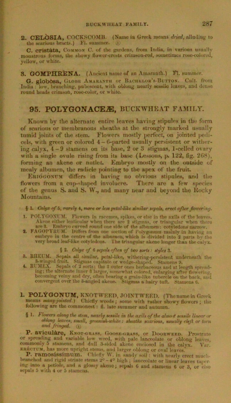 2. CELOSIA, COCKSCOMB. (Name in Greek means dried, alluding to the scarious bracts.) FI. summer, (i) C. cristata, Common C. of the gardens, from India, in various usually moustrous forms, the showy flower-crests crimson-red, sometimes rose-colored, yellow, or white. 8. GOMPHEENA. ( Ancient name of an Amaranth.) Fl. summer. G. globdsa, Globe Amaranth or Bachelor's-Button. Cult, from India : low, branching, pubescent, with ohloug nearly sessile leaves, anil dense round heads crimson, rose-color, or white. 95. POLYGONACEiE, BUCKWHEAT FAMILY. Known by the alternate, entire leaves having stipules in the form of scarious or membranous sheaths at the strongly marked usually tumid joints of the stem. Flowers mostly perfect, on jointed pedi- cels, with green or colored 4 — G-parted usually persistent or wither- ing calyx, 4-9 stamens on its base, 2 or 3 stigmas, 1-celled ovary with a single ovule rising from its base (Lessons, p. 122, fig. 2(i8), forming an akene or nutlet- Embryo mostly on the outside of mealy albumen, the radicle pointing to the apex of the fruit. Ekiohonum differs in having no obvious stipules, and the flowers from a cup-shaped involucre. There are a few species of the genus S. and S. W., and many near and beyond the Rocky Mountains. $ 1. Galyr of 5, rarely 4, more or less petal-like similar sepals, erect after flowering. 1. POLYGONUM. Flowers in racemes, spikes, or else in the axils of the leaves. Akene either lenticular when there are 2 stigmas or triangular when there are 8. Kmhrvocurved round one side of the albumen: cotvledons narrow. 2. FAOOPYRI M. Differs from one section of Polygonum mainly in having an embryo in the centre of the aibumeu, which is divided into'2 parts bv the very broad leaf-like cotyledon*. The triangular aketio longer than the calyx. § 2. Cnlyr of 6 sepals often of two sorts : styles 3. 3. 1U1EUM. Sepals all similar, petal-like, withering-jiersistent underneath the 3-winged fruit. Stigmas capitate or wedge-shaped. Stamens 2. t. lit Mi.X. Sepals of 2 sorts; the 3 outer ones herbaceous and at length spread- ing; the alternate Inner 3 larger, somewhat colored, enlarging after flowering, becoming veiny and dry, often bearing a gmin-like tubercle on the back, and convergent over the 3-angled akene. Stigmas a hairy tuft. Stamens (J. 1. POLYGONUM, KNOT WEED, JOINT WEED. (The name in Greek menus many-jointed.) Chiefly weeds; some with rather showy flowers; the following are the commonest: fl. late summer and autumn. § 1. /' lowers along the stem, nearly sessile in the arils of the almoit sessile linear or (JJong leaves, small, greenish-white: sheaths scarious, usually clejl or turn and fringed. (\) P. aviculAre, Knot-grass, Goosb-orass, or Doorwekd. Prostrate or spreading and variable low weed, with pale lanceolate or oblong leaves, commonly 5 stamens, and dull 3-sided akene enclosed in the calvx. Var. EukcTi M, has more upright stems, and larger oblong or oval leaves. P. ramosissimum. Chiefly \\ . in sandy soil : with nearly erect rnucii- branched and rigid striate sterns 2C -4° high ; lanceolate or linear leaves taper ing into a petiole, and a glossy akene; sepals 6 and stamens 6 or 3, or else sepals 5 with 4 or 3 stamens.