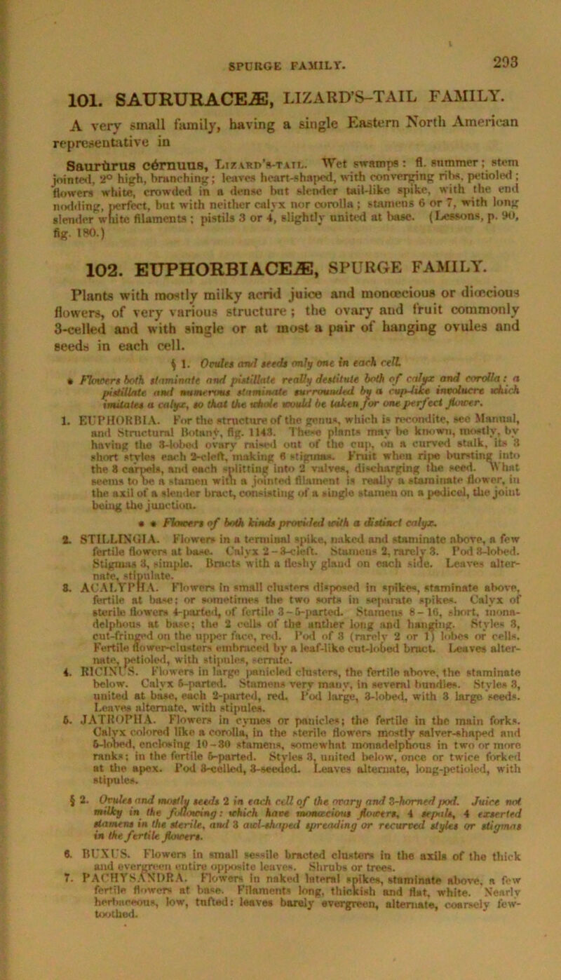 101. SAURURACR®, LIZARD’S-TAIL FAMILY. A very small family, having a single Eastern North American representative in Saurtirus cdrnuus, Lizvki>Vtaii.. Wet swamps: fl. summer; stem jointed, 2° high, branching; leaves heart-shaped, with converging ribs. petioled; flowers white, crowded in a dense but slender tail-like spike, with the end nodding, perfect, but with neither calyx nor corolla ; stamens 6 or 7, with long slender white filaments ; pistils 3 or 4, slightly united at base. (Lessons, p. 90, fig. 180.) 102. EUPHORBIACEiE, SPURGE FAMILY. Plants with mostly milky acrid juice and monoecious or dirncious flowers, of very various structure; the ovary and fruit commonly 3-celled and with single or at most a pair of hanging ovules and seeds in each cell. ij 1. 0rules ami seeds only one in each red • Flowers both staminate and pistillate really destitute both of calyx and eorolla: a pistillate ami numerous staminate turrouwied by a cop-like involucre which imitates a calyx, so that the whole would be taken for one perfect Jhitcer. 1. EUPHORBIA. For the structure of the genus, which is recondite, see Maraud, anil Structural Botant, fig. 1143. The«e plants maybe known, mostly, bv having the 3-lobod ovary raised out of the cup, on a enrved stalk, its 3 short styles each 3-cleft, making 8 stigmas. Fruit when ripe bursting into the 8 carpels, and each splitting into 2 valves, discharging the seed. \Yh*t seems to he a stamen with a jointed filament is really a stamiuate flower, in the. axil of a slender bract, consisting of a single stamen on a pedicel, the joint being thy junction. • * Flowers of both kinds provultd with a distinct calyx. 2. STILLINGIA. Flowers in a terminal spike, naked and staminate above, n few fertile flowers at base. Calyx 2 - 3-cleft. Stamens 2, rarely 3. Pod 8-lohed. Stigmas 3, simple. Bracts with a fleshy gland on each side. Leaves alter- nate, stipulate. 8. ACALTPHA. Flowers In small clusters disposed in spikes, staminate above, fertile at base; or sometimes the two sorts in separate spikes. Calyx of sterile Bowers 4-parted, of fertile 3-5-parted. Stamens 8- 16, short, monn- delphous at base; the 2 cell* of the anther long and hanging. Styles 3, cut-fringed on the upper face, red. Pod of 3 (rarelv 2 or 1) lobes of cell*. Fertile flower-eluaters embmeed by a leaf-like cut-lobed bract. Leaves alter- nate, petioled, with stipules, serrate. 4. R10INI S. Flowers in large panicled clusters, the fertile above, the staminate below. Calyx 6-partod. Stamens very many, in several bundles. Styles 3, united at base, each 2-parted, red, Pod large, 3-!obed, with 3 large seeds. Leaves alternate, with stipules. 6. JATROPHA. Flowers in cymes or panicle*; the fertile in the, main forks. Oalvx colored like a corolla, in the sterile flowers mostly salver-shaped ntid 6-lohed, enclosing 10-30 stamens, somewhnt monndelphnns in two or more ranks; in the fertile 6-parted. Styles 3, united below, once or twice forked at the apex. I’od 3-colled, 3-seeded. Leaves alternate, loug-petioled, with stipule*. § 2. Ovules and mostly seeds 2 in each cell of the nrary and S-homed jtod. Juice not milky in the fltiudny: which have monoecious (towers, 4 se/eils, 4 exseried stamens in the sterile, ami 3 awl-shaped spreading or recurved styles or stiomas in the fertile JUnrers. «. BUXUS. Flower* in small sessile bracted clusters in the axils of the thick and evergreen cutire opposite leaves. Shrubs or trees. 7. PACHVSANDRA. Flowers in naked lateral spikes, staminate above, a few fertile flower* at bn*e. Filaments long, thickish and flat, white. Nearly herbaceous, low, tnfted: loaves barely evergreen, alternate, coarsely few- toothed.