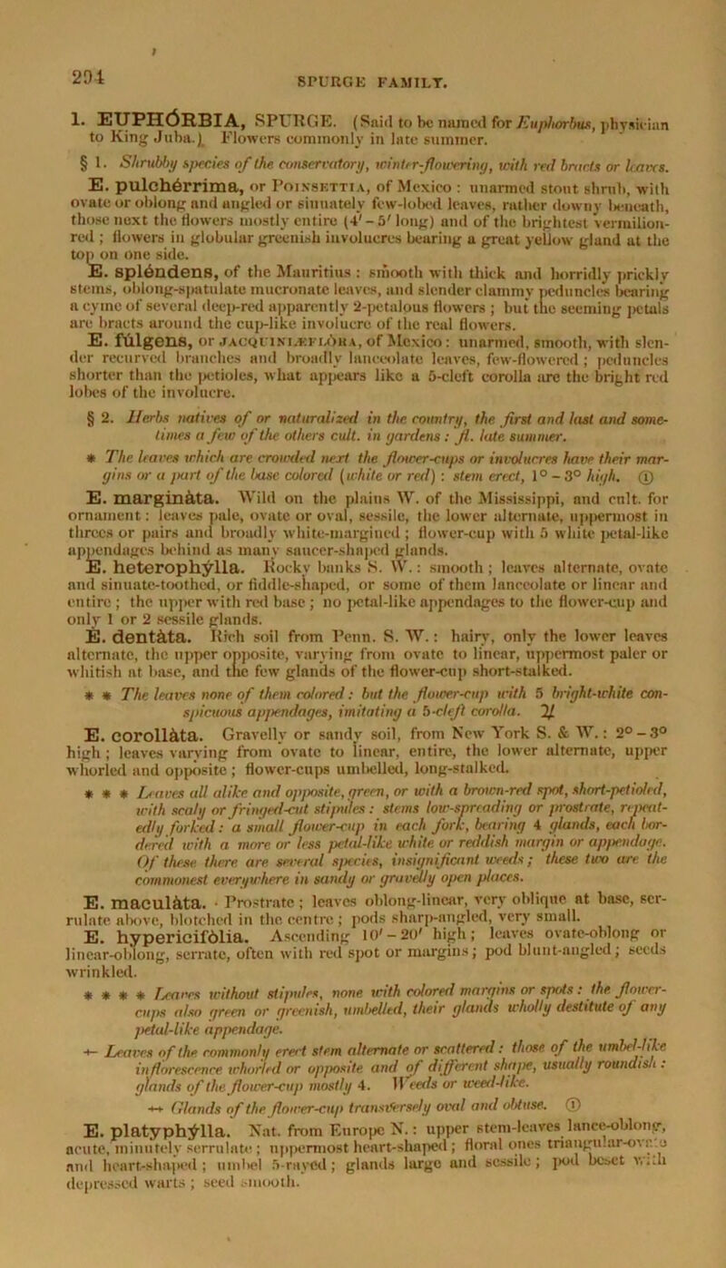 I 1. EUPHORBIA, SPURGE. (Saiil to be named for Euphorbus, physician to King Juba.). Flowers commonly in late summer. § 1. Shrubby species of the conservatory, winter-flowering, with red bracts or h aves. E. pulchdrrima, or Poinsettia, of Mexico: unarmed stout shrub, with ovate or oblong and angled or siuuately few-lobed leaves, rather downy lamcath, those next the flowers mostly entire (4' -5' long) and of the brightest vermilion- red ; flowers in globular greenish involucres bearing a great yellow gland at the topon one side. E. splendens, of the Mauritius : smooth with thick and horridly prickly stems, oblong-spatulate mucronate leaves, and slender clammy peduncles bearing a cyme of several deep-red apparently 2-petalous flowers ; but the seeming petals are bracts around the cup-like involucre of the real flowers. E. ftHgena, or jacqiini.kii.6u a, of Mexico: unarmed, smooth, with slen- der recurved branches and broadly lanceolate leaves, few-flowered; peduncles shorter than the |>etioles, what appears like a 5-cleft corolla are the bright red lobes of the involucre. § 2. Herbs natives of or naturalized in the country, the first and last and some- times a few of the others cult, in gardens: jl. late summer. * The leaves which are crowded nest the flower-cups or involurres have their mar- gins or a jiart if the base colored (white or red) : stem erect, 1° - 3° high. ® E. marginata. Wild on the plains W. of the Mississippi, and cult, for ornament: leaves pale, ovate or oval, sessile, the lower alternate, uppermost in threes or pairs and broadly white-margined ; flower-cup with 5 white petal-like appendages behind as many saucer-shaped glands. E. heterophylla. Rocky bonks S. W.: smooth ; leaves alternate, ovate and sinuate-toothed, or fiddle-shaped, or some of them lanceolate or linear and entire ; the upper with red base ; no j>ctal-like appendages to the flower-cup and only 1 or 2 sessile glands. E. dent&ta. Rich soil from Penn. S. W.: hairy, only the lower leaves alternate, the upper opposite, varying front ovate to linear, uppermost paler or whitish at base, and the few glands of the flower-cup short-stalked. * * The leaves none of them colored: but the flower-cup with 5 bright-white con- spicuous appendages, imitating a b-clefi corolla. If E. coroll&ta. Gravelly or sandv soil, from New York S. & W.: 2°-3° high ; leaves varying from ovate to iinear, entire, the lower alternate, upper whorled and opposite ; flower-cups umbelled, long-stalked. * * * Leaves all alike and opposite, oreen, or with a brown-red spot., short-petiolrd, with scaly or fringed-ent stipules: stems low-spreading or prostrate, repeat- edly forked: a small flower-cup in each fork, bearing 4 glands, each bor- dered with a more or less petal-like white or reddish margin or appendage. Of these, there are several species, insignificant weeds; these two are the commonest everywhere, in sandy or gravelly open places. E. macul&ta. • Prostrate ; leaves oblong-linear, very oblique at base, ser- rulate above, blotched in the centre ; pods sharp-angled, very small. E. hypericif61ia. Ascending l<)'-20' high; leaves ovate-ohlong or linear-oblong, serrate, often with red spot or margins; pod blunt-angled; seeds wrinkled. * * # * Leaves without stipules, none with colored margins or spots: the flower- cups also green or greenish, umbelled, their glands wholly destitute oj any petal-like appendage. •*— Leaves of the rommonli/ erect stem alternate or scattered: those of the umbel-like, inflorescence whorled or opposite and of different shajie, usually roundish . glands of the flower-cup mostly 4. Weeds or weed-like. ++ Glands of the flower-cup transversely oval and obtuse. (T) E. platyph^lla. Nat. from Europe N.: upper stem-leaves lance-oblong, acute, minutely serrulate; uppermost heart-shaped; floral ones triangu.ar-o’.a.o and heart-shaped; mnl>el 5-rtiyed; glands large and sessile; pod beset v.;Ji depressed warts ; seed smooth.