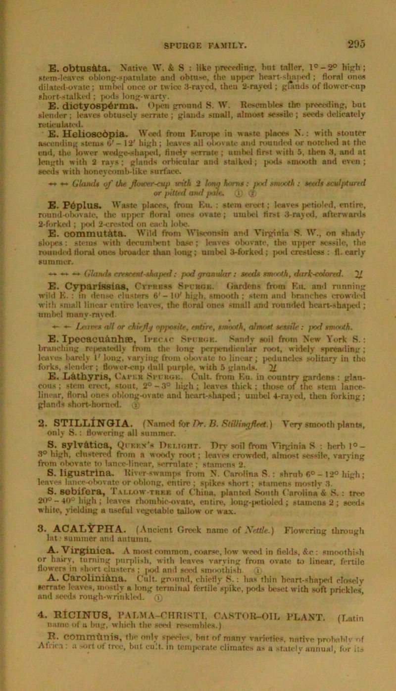 E. obtusAta. Native W. & S : like preceding, hut taller. l°-2° high; stem-leaves oblong-spatulate and obttt-o, the upper heart-shaped ; floral ones dilated-ovate ; umbel once or twice 3-rayed, then 2-rayed ; ghinds of flower-cup short-stalked ; pods long-warty. E. dictyospArma. Open gronnd S. W. Resembles the preceding, but slender ; leaves obtusely serrate ; glands small, almost sessile ; seeds delicately rouca land. E. Hclioscdpia. Weed from Europe in wa-tc places N.: with stouter ascending stems ti'- 12' high; leaves all oltovuie and rounded or notched at the end, the lower wedge-shaped, finely serrate ; umbel lirst with 5, then 3, and at length with 2 ravs; glands orbicular and stalked; pods »nux>th and even ; seeds with honeycomb-like surface. *+ +- Glands of the fcncer-cup irith 2 lotto horns: pod smooth : seeds sculptured or pitted and pile, (i) ; E. PAplllS. VVrastc places, from Eh. : stem erect; leaves perioled, entire, routid-obovate, the upper floral ones ovate; umbel first 3-rayed, afterwards 2-forked ; pod 2-crested on each lobe. E. commutAta. Wild from Wisconsin and Virginia S. W., on shady slo|>es : stems with decumbent base ; leaves obovate, the upper sessile, the rounded floral ones broader than long; umbel 3-forked ; ]xxl crestlcss : fl. early summer. — Glands crescent-shaped; pod granular: seeds smooth, dark-colored. 21 E. Cyparissias, Crrauss Spvkob. Hardens from Ku. and running wild E. : in dense clusters 6'- 10' high, smooth ; stem and branches crowded with small linear entire leaves, the floral ones small and rounded heart-shaped ; umbel many-raved. ■*- s- Leaves all or chiefly opposite, entire, smooth, almost sessile: ]>od smooth. E. IpecacuAnhffi, Ipecac Spwrg*. Sandy soil from New York S.: branching re|*eatcdly from the long perpendicular root, widely spreading; leaves latrely 1' long, varying from obovate to linear; peduncles solitary in the forks, slender ; flower-enp dull purple, with 5 glands. 21 E. XiAthyris, Caper Sit rue. Cult, front Ku. in country gardens : glau- cous ; stem erect, stout, 2°-3° high; leaves thick; those of the stent iance- lincar, floral ones obloug-ovate and heart-shaped; umbel 4-rayed, then forking; glands short-horned. (») 2. STILLINGIA. (Named for fV. B. SliUiwjjledt.) Very smooth plants, only S.; flowering all summer. S. sylvAtica, Qr ken's Delight. Dry soil from Virginia S : herb 1° - 3° high, clustered from a woody root ; leaves crowded, almost sessile, varying from obovate to lance-linear, serrulate ; stamens 2. S. ligustrina. River-swamps from N. Carolina S.: shrnb 6°- 12° high; leaves lance-obovato or oblong, entire ; spikes short ; stamens mostly 3. S. seblfera, Tallow tree of China, planted South Carolina & S. : tree 20° - 40° high ; leaves rhombic-ovate, entire, long-petioled ; stamens 2 ; seeds white, yielding a useful vegetable tallow or wax. 3. ACALYPHA. (Ancient Greek name of Arettle.) Flowering through lat * summer and autumn. A. Virginiea. A most common, coarse, low weed in fields, &c : smoothish or hairv, turning purplish, with leaves varying from ovate to linear, fertile flowers in short clusters ; jxxl anti seed smoothish i A. CaroliniAna. Cult ground, chiefly 8. : has thin heart-shaped closely serrate leaves, mostly a long terminal fertile spike, pods beset with soft prickles, and seeds rough-wrinkled. 0 4. RICINUS, PALMA-CHRISTI, CASTOR-OIL PLANT. (Latin name of u bug, which the seed resembles.) H. COmmftnis, tile only species, hnt of mnnv varieties, native prolmblv of Alnea : a ortof tree, but cult, in temperate climates as a stately annual, for its