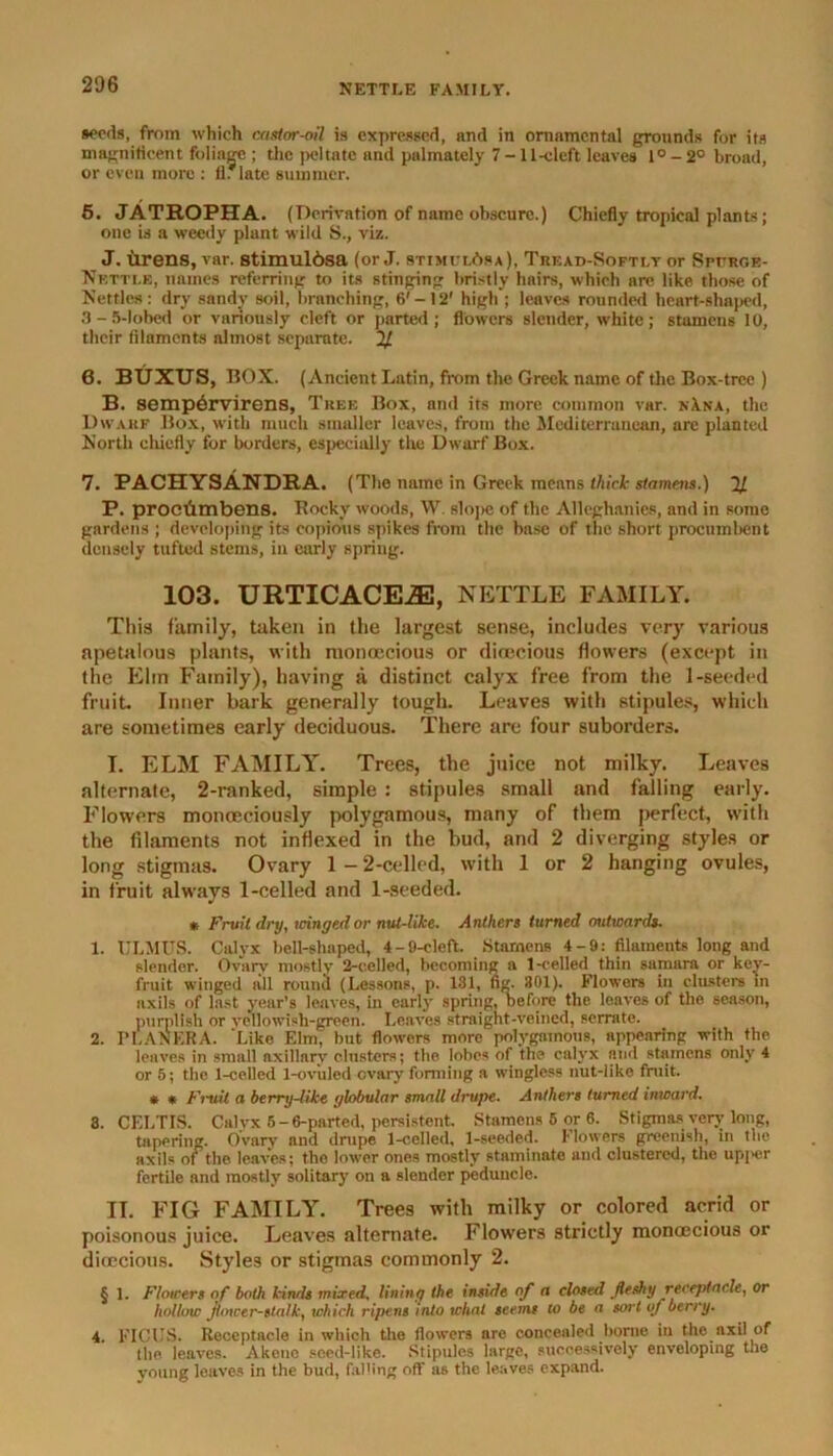 seeds, from which castor-oil is expressed, and in ornamental grounds for its magnificent foliage ; the peltate and palmately 7-11-cleft leaves l°-2° broad, or even more : fl. late summer. 5. JATROPHA. (Derivation of name obscure.) Chiefly tropical plants; one is a weedy plant wild S., viz. J. iirens, var. stimul6sa (or J. btimul&sa), Tread-Softly or Spttrge- Nktti.e, names referring to its stinging bristly hairs, which are like those of Nettles: dry sandy soil, branching, 6'-12' high ; leaves rounded hcart-shni>ed, 3-5-lobed or variously cleft or parted; flowers slender, white; stamens 10, their filaments almost separate. % 6. BUXTTS, BOX. (Ancient Latin, from the Greek name of the Box-tree ) B. sempbrvirens, Tree Box, and its more common var. nXna, the Dwarf Box, with much smaller leaves, from the Mediterranean, are planted North chiefly for borders, especially the Dwarf Box. 7. PACHYSANDRA. (The name in Greek means thick stamens.) ^ P. prociimbens. Rocky woods, W. slope of the Alleghanies, and in some gnrdens ; developing its copious spikes from the base of the short procumbent densely tufted stems, in early spring. 103. URTICACEiE, NETTLE FAMILY. This family, taken in the largest sense, includes very various apetalous plants, with monoecious or dioecious flowers (except in the Elm Family), having a distinct calyx free from the 1-seeded fruit. Inner bark generally tough. Leaves with stipules, which are sometimes early deciduous. There are four suborders. I. ELM FAMILY. Trees, the juice not milky. Leaves alternate, 2-ranked, simple : stipules small and falling early. Flowers monoeciously polygamous, many of them perfect, with the filaments not indexed in the bud, and 2 diverging styles or long stigmas. Ovary 1 — 2-celled, with 1 or 2 hanging ovules, in fruit always 1-celled and 1-seeded. * Fruit dry, winged or nut-like. Anthers turned outwards. 1. ULMUS. Calyx bell-shaped, 4-9-cleft. Stamens 4-9: filaments long and slender. Ovary mostly 2-celled, becoming a 1-celled thin samara or key- fruit winged all round (Lessons, p. 131, fig. 301). Flowers in clusters in axils of last year’s leaves, in early spring, before the leaves of the season, purplish or yellowish-green. Leaves straight-veined, serrate. 2. PLANERA. Like Elm, but flowers more polygamous, appearing with the leaves in small axillary clusters; the lobes of the calyx and stamens only 4 or 5; the 1-celled 1-ovuled ovary forming a wingless nut-like fruit. * * Fruit a berry-like globular small drupe. Anthers turned inward. 3. CELTIS. Calvx 5 -6-parted, persistent. Stamens 5 or 6. Stigmas very long, tapering. Ovary and drupe 1-celled, 1-seeded. Flowers greenish, in the axils ot the leaves; the lower ones mostly staminate and clustered, the upj>er fertile and mostly solitary on a slender peduncle. IT. FIG FAMILY. Trees with milky or colored acrid or poisonous juice. Leaves alternate. Flowers strictly monoecious or dioecious. Styles or stigmas commonly 2. § 1. Flowers of both kinds mired, lining the inside of a closed fleshy receptacle, or hollow Junoer-stalk, tohich ripens into what seems to be a sort of berry. 4. FICUS. Receptacle in which the flowers are concealed borne in the axil of the leaves. Akene seed-like. Stipules large, successively enveloping the voting leaves in the bud, falling off as the leaves expand.