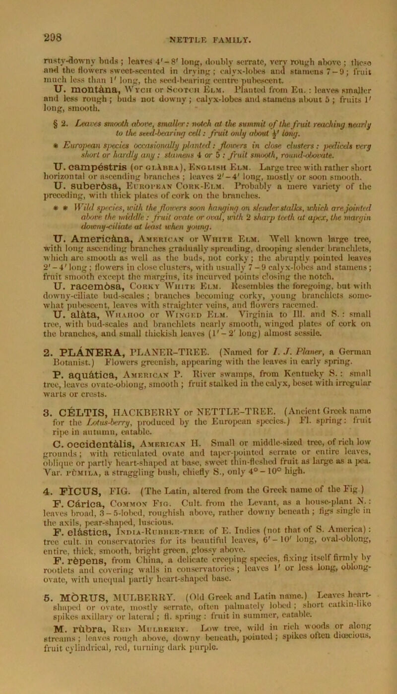 rusty-downy buds ; leaves 4' - 8' long, doubly serrate, verv rough above ; these and the flowers sweet-scented in drying; calyx-lobes and stamens 7-9; fruit much less than 1' long, the seed-bearing centre pubescent. U. montana, Wren or Scotch Elm. Planted from Eu. : leaves smaller and less rough ; buds not downy; calyx-lobes and stamens alxmt 5 ; fruits V long, smooth. § 2. leaves smooth above, smaller: notch at the summit of the fruit reaching nearly to the. seed-bearing cell: fruit only about tong. * European species occasionally planted: flowers in close clusters : pedicels very short or hardly any : stamens 4 or 5 : fruit smooth, round-obovate. TJ. campestris (or giAbba), English Elm. Large tree with rather short horizontal or ascending branches ; leaves 2'-4' long, mostly or soon smooth. U. suberbsa, European Cork-Elm. Probably a mere variety of the preceding, with thick plates of cork on the branches. * * Wild species, with the glowers soon hanging on slender stalks, which are jointed above the middle: fruit ovate or oval, with 2 sharp teeth at apex, the margin downy-ciliaie at least when young. U. Americana, American or White Elm. Well known large tree, with long ascending branches gradually spreading, drooping slender branchlets, which are smooth as well as the buds, not corky; the abruptly pointed leaves 2' - 4' long; flowers in close clusters, with usually 7-9 calyx-lohcs and stamens; fruit smooth except the margins, its incurved points closing the notch. U. racembsa, Corky White Elm. KcsiHnhies the foregoing, but with downy-ciliate hud-scales ; branches becoming corky, young branchlets some- what pubescent, leaves with straightcr veins, and flowers raecmed. TJ. al&ta, Whahoo or Winged Elm. Virginia to 111. and 8.: small tree, with bud-scales and branchlets nearly smooth, winged plates of cork on the branches, and small thickish leaves (l'-2' long) almost sessile. 2. PLANERA, PLANER-TREE. (Named for 7. J. Planer, a German Botanist.) Flowers greenish, appearing with the leaves in early spring. P. aqu&tica, American P. River swamps, from Kentucky 8. : small tree, leaves ovate-oblong, smooth ; fruit stalked in the calyx, beset with irregular warts or crests. 3. CELTIS, HACKBERRY or NETTLE-TREE. (Ancient Greek name for the Lotus-berry, produced by the European species.) l'l. spring: fruit ripe in autumn, eatable. C. occident&lis, American II. Small or middle-sized tree, of rich low grounds ; with reticulated ovate utid taper-pointed serrate or entire leaves, oblique or partly heart-shaped at base, sweet thin-fleshed fruit as large as a pea. Var. rtiMiLA, a straggling bush, chiefly S., only 4°- 10° high. 4. FICUS, FIG. (The Latin, altered from the Greek name of the Fig ) F. Carica, Common Fig. Cult, from the Levant, as a house-plant N.: leaves broad, 3 - 5-Iobed, ronghish above, rather downy beneath ; figs single in the axils, pear-shaped, luscious. . F. el&Stica, India-Rubher-tree of E. Indies (not that of 8. America): tree cult, in conservatories for its beautiful leaves, 6' —10' long, oval-oblong, entire, thick, smooth, bright green, glossy above. F. ripens, from China, a delicate creeping species, fixing itself firmly by rootlets and covering walls in conservatories; leaves 1' or less long, oblong- ovate, with unequal partly heart-shaped base. 5. MORUS, MULBERRY. (Old Greek and Latin name.) Leaves heart- shaped or ovate, mostly serrate, often palmately lobed ; short catkin-like spikes axillary or lateral; fl. spring : fruit in summer, eatable. M. rlibra, Red Mulberry. Low tree, wild in rich woods or along streams ; leaves rough above, downy beneath, pointed ; spikes olten dioecious, fruit cylindrical, red, turning dark purple.