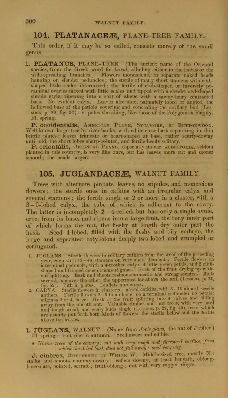 WALNUT FAMILY. 104. PLATANACEiE, PLANE-TREE FAMILY. This order, if it may be so called, consists merely of the small genus 1. PLATANUS, PLANE-TREE. (The ancient name of the Orientnl species, from the Greek word for broad, alluding either to the leaves or the wide-spreading branches.) Flowers monoecious, in separate naked heads hanging on slender peduncles; the sterile of many short stamens with dub- shaped little scales intermixed ; the fertile of club-shaped or inversely py- ramidal ovaries mixed with little scales and tipped with a slender awl-shaped simple style, ripening into a sort of akene with a tawny-hairy contracted base. No evident calyx. Leaves alternate, palmately lobed or angled, tho hollowed base of the petiole covering and concealing the axillary bud (Les- sons, p. 22, fig. 50) : stipules sheathing, like those of the Polygonum Family. FI. spring. P. occident&lis, American Plane, Sycamore, or Buttonwood. Well-known large tree by river-banks, with white close hark separating in thin brittle plates ; leaves truncate or heart-shaped at base, rather scurfy-downy until old, the short lobes sharp-pointed, and fertile heads solitary. P. orient&lis, Oriental Plane, especially its var. acerifolia, seldom planted in this country, is very like ours, but has leaves more cut and sooner smooth, the heads larger. 105. JUGLANDACEAC, WALNUT FAMILY. Trees with alternate pinnate leaves, no stipules, and monoecious flowers ; the sterile ones in catkins with an irregular calyx and several stamens ; the fertile single or 2 or more in a cluster, with a 3-5-lobed calyx, the tube of which is adherent to the ovary. The latter is incompletely 2 — 4-celled, hut lias only a single ovule, erect from its base, and ripens into a large fruit, the bony inner part of which forms the nut, the fleshy at length dry outer part the husk. Seed 4-lobed, filled with the fleshy and oily embryo, the large and separated cotyledons deeply two-lobed and crumpled or corrugated. 1. .TUGLANS. .Sterile flowers in solitary catkins from the wood of the preceding Year, each with 12-40 stamens on Very short filaments. Fertile flowers on ii terminal peduncle, with a 4-toothed calyx, 4 little green petals, and 2 club- shaped and fringed conspicuous stigmas. Husk of the fruit drying tip with- out splitting, lhirk and shoots resinous-aromatic and strong-scented, mids several, one over the other, the uppermost far above the axil (Lessons, p. 27, fig. 62). Pith in plates. Leaflets numerous. 2. CARYA. Sterile flowers in clustered lateral catkins, with 3- 10 almost sessile anthers. Fertile flowers 2 -6 in a cluster on a terminal peduncle: no petals: stigmas 2 or 4, large. Husk of tho fruit splitting into 4 valves and tailing away from tho smooth nut. Valuable timber and nut trees, with very herd and tough wood, and scaly buds single (Lessons, p-22. fig. 40), from which are usually put forth both kinds of flowers, the sterile below and the fertile above the loaves. 1. JUGLANS, WALNUT. (Name from Jovis giant, the nut of Jupiter.) FI. spring : fruit ripe in autumn. Seed sweet and edible. * Native trees of the. country: nut with very rough and furrowed surface, from which the dried husk does not fall away: seed very ody. J. cin6rea, Butternut or White W. Middle-sized tree, mostly N.: stalks and shoots clammy-downy; leaflets downy, at least benefit.i, ob.ong- Jnnceolate, pointed, serrate ; fruit oblong; nut with very rugged ridges.