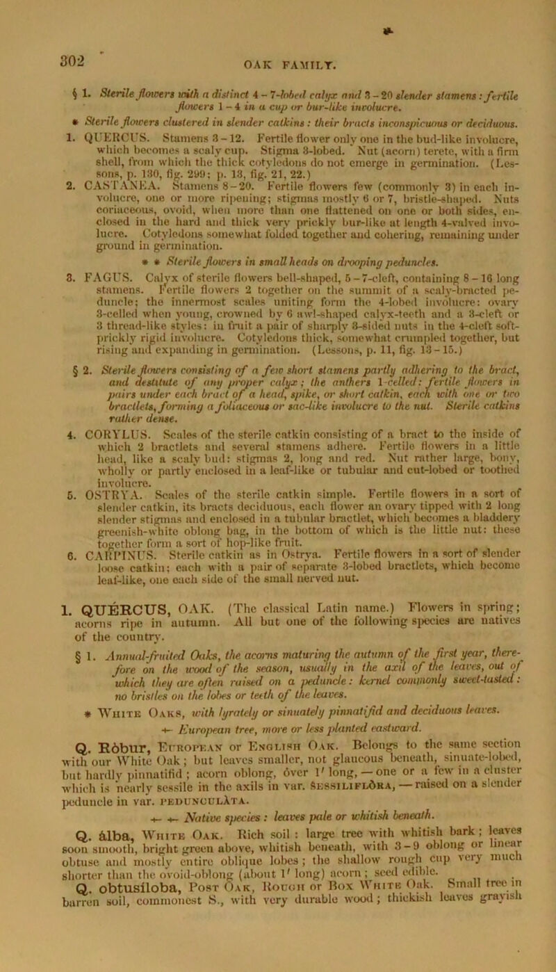 $ 1. Sterile jlowers with a distinct 4 - 7-dobed calyx and 3-20 slender stamens: fertile Jlowers 1-4 in a cup or bur-like involucre. * Sterile Jloicers clustered in slender catkins: their bracts incons/iicuous or deciduous. 1. QUERCUS. Stamens 3 -12. Fertile flower only one in the bud-like involucre, which becomes a scaly cup. Stigma 3-lobed. ' Nut (acorn) terete, with a (inn shell, from which the thick cotyledons do not emerge in germination. (Les- sons, p. 130, tig. 299; p. 13, fig. 21, 22.) 2. CASTANEA. Stamens 8-20. Fertile flowers few (commonly 3) in each in- volucre, one or more ripening; stigmas mostly 6 or 7, bristle-shaped. Nuts coriaceous, ovoid, when more than one flattened on one or both sides, en- closed in the hard and thick very prickly bur-like ut length 4-valved invo- lucre. Cotyledons somewhat folded together and cohering, remaining under ground in germination. * * Sterile jlowers in small heads on drooping peduncles. 3. FAGUS. Calyx of sterile flowers bell-shaped, 5 - 7-cleft, containing 8 -10 long stamens. Fertile flowers 2 together on the summit of a scaly-bracted pe- duncle; the innermost scales uniting form the 4-lobed involucre: ovary 3-celled when young, crowned by 6 awl-shaped calvx-teeth and a 3-eleft or 3 thread-like styles: in fruit a pair of sharply 8-sided nuts in the 4-cleft soft- prickly rigid involucre. Cotyledons thick, somewhat crumpled together, but rising and expanding in germination. (Lessons, p. 11, fig. 13-15.) § 2. Sterile jlmcers consisting of a few short stamens partly adhering to the bract, and destitute of any proper calyx; the anthers lcelled: fertile jlowers in pairs under each bract of a head, spike, or short calkin, each with one or two bractlets, forming a foliaceous or sac-like involucre to the nut. Sterile catkins rather dense. 4. CORYLUS. Scales of the sterile catkin consisting of a bract to the inside of which 2 bractlets and several stamens adhere. Fertile flowers in a little head, like a scaly bud: stigmas 2, long and red. Nut rather large, bony, wholly or partly enclosed hi a leaf-like or tubular and cut-lobed or toothed involucre. 5. OSTRYA. Scales of the sterile catkin simple. Fertile flowers in a sort of slender catkin, its bracts deciduous, each flower an ovary tipped witli 2 long slender stigmas and enclosed in a tubular bnictlet, which becomes a bladdery greenish-white oblong bag, in the bottom of which is the little nut: these together form a sort of ho[>-likc fruit. 0. CARPINUS. Sterile catkin as in Ostrya. Fertile flowers in a sort of slender loose catkin: each with a pair of separate 3-lobed bractlets, which become leaf-like, oue each side of the small nerved nut. 1. QUERCUS, OAK. (The classical Latin name.) Flowers in spring; acorns ripe in autumn. All but one of the following species ure natives of the country. § 1. Annual-fruited Oaks, the acorns maturing the autumn of the first year, there- fore on the irood of the season, usually in the axil of the leaves, out of 'which they are often raised on a iieduncle: kernel commonly sweet-tasted: no bristles on the lobes or teeth of the leaves. * White Oaks, with lyrately or sinuately pinnatijid and deciduous leaves. +- European tree, more or less planted eastward. Q. R6bur, European or English Oak. Belongs to the same section with out- White Oak ; hut leaves smaller, not glaucous beneath, sinuate-lobed, but hardly pinnatifid ; acorn oblong, over 1' long, — one or a few in a cluster which is nearly sessile in the axils in var. SessiliflAra, — raised on a slender peduncle in var. peiiunculAta. s- -t- Native species : leaves pale or whitish beneath. Q. &lba, White Oak. Rich soil : large tree with whitish bark ; leaves soon smooth, bright green above, whitish beneath, with 3-0 oblong or linear obtuse and mostly entire oblique lobes; the shallow rough cup very much shorter than the ovoid-oblong (about 1' long) acorn ; seed edible. Q. obtusiloba, Post Oak, Kouoh or Box White Oak. Small tree in barren soil, commonest S., with very durable wood; thickish loaves grayish