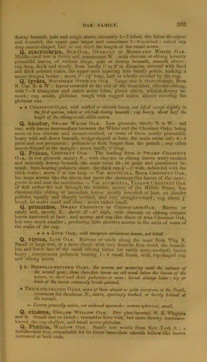 downy beneath, pale and rough above, sinuatelv 5-7-lobod, the lol>es divergent and founded, the upper pair larger and sometimes 1-3-notehed ; naked cup deep saucer-shaped, half or one third the length of the small acorn Q. maerocarpa, Buk-Oak, UvtK-cir or Mossv-cui* White Oak. Middle-sized tree in fertile soil, commonest W. : with obovate or oblong lyratcly pinnatifld leaves, of various shape, pale or downy beneath, smooth aliove ; cup deep, thick and woody, from hardly 1' to 2' in diameter, covered with hard and thick pointed scales, the upper ones tapering into bristly points, making a mossy-fringed border; acorn long, half or wholly covered by the cup. Q. lyr&ta, Southern OvercufOak. Large tree in river-swamp-1, from N. Oar. S. \V.: leaves crowded at the end of the branehlets, olmvate-oblong, with 7-9 triangular and entire acute lobes, glossy above, whitish-downy lav neatli; cup sessile, globular, rough with rugged scales, almost covering the globular nut. « * Oilkstvt'T-0aKs, with toothed or sinuate leaves, not lobed exceitt slightly in the, first s/ieries, while or whitish downy beneath : cup hoary, about half the length of the obloug-oroid alible acorn. Q. bicolor, Swamp White Oak. Iaiw grounds, chiefly N. £ W.: tall tree, with leaves intermediate Is-tween the White and the Ohcstnut. Oaks, being more or less olwvate and sinuate-toothed, or some of them nearly pinnatitid, hoary with soft down beneath, wedge-shaped at base, the main veins only 6-8 pairs anti not prominent; peduncle in fruit longer than the ]>etioic ; cup often mossy-fringed at the margin ; acorn hardly 1' long. Q. Prinus, Chestnut Oak. The leading form is Swamp Chestnut Oak, in low grounds mainly S.; with obovate or oblong leaves wavy-toothed and minutclv downy heneatn, the main veins 10-10 pairs and prominent l>c- neath ; fruit-bearing peduncle short; the thick cup y - l' wide, tula-rcled with the thick scales ; acorn 1' or less long. — Var. MONTfuoi,*, Hock Chestnut Oak, has large acorn* like the above, hut more the chestnut-like leaves of the next; grows in and near the mountains. — Var. ,\ct min.Xta, Yellow Chestnut Oak of rich rather dry soil through the interior, mostly of the Middle States, has ehestnut-like oblong or lanceolate leaves, mostly roundish at base, on slender petioles, equally and sharply toothed, and very'straight-veined ; cup about y broad, its scales smail and close ; acorn rather small. Q. prinoides, Dwarf Chestnut or Chinou apin-Oak. Barren or sandy soil, mostly E.: shrub 2° -4° high, with oltovnte or oblong sinuate leaves narrowed at base; and acorns and cup like those of true Chestnut Oak, but very much smaller; producing little abortive acorns in die axils of some of the scales of the cup. * * • Live Oak, with evergreen coriaceous leaves, not lobed. Q. vlrons, Live Oak. Barrens or -amis along the coast from Virg. R. Small or large tree, or a mere shrub, with very durable Arm wood, the branch- lets and lower far* of the small oblong entire (or rarely spiny-toothed) leaves hoary; conspicuous peduncle bearing 1-3 small fruits, with top-shaped cup und oblong acorn. § 2. BlENNiAL-PRriTP.n Oaks, the acorns not maturing until the autumn of the sttvnd year, these thtrefist borne on old usiod Mow the leaves of the, season, on short awl thick peduncles or none: kernel always bitter: tip or lobe* of the leaves commonly bristle-pointed. * 1 iiiukish-I.Eaveo Oaks, some of them almost or ipiite ei'rrrpern at the South, coriaceous bat ileciduous -V., entire, sparingly toothed, or Lardy ii-lobed at the summit. *- leaves generally entire, not widened upwards: acorns spherical, small. Q. cin^rea. Upland Willow Oak. Dry pine-barrens, S. E. Virginia and S. Small tree or shrub : resembles Live Oak, but more downy, narrower- leaved, tin; cup shallow, and small acorn globular. Q. Ph611os, Willow Oak. Sandy low woods from New York S. : a middle-sized tree, remarkable for its linear-lanceolate smooth willow-like leaves narrowed ut both ends.