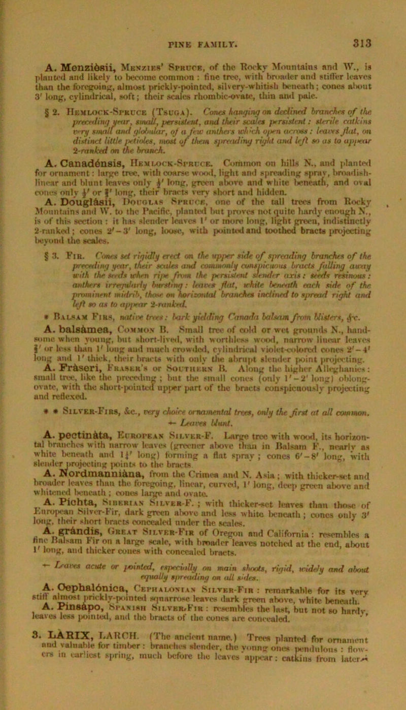 A. Menzi&sii, Menziks’ Spruce, of the Hooky Mountains nnd W., is planted and likely to become common : fine tree, with broader and stiller leaves than the foregoing, almost prickly-pointed, silvery-whitish beneath; cones a!tout 3’ long, cvlimlrieal, soft; their scales rhombic-ovate, thin and ;>ale. §2. IlEMLOCK-SrnuCE (Tsuga). Cones hanging on declined branches of the precnling year, small, persistent, and their scales persistent: sterile catk ins very small and globular, oj a few anthers which often across: leaves Jlat, on distinct little petioles, most of them spreading right and left so as to appear 2-ranked on the branch. A. Canadensis, Hemlock-Spruce. Common on hills N., and planted for ornament: large tree, with coarse wood, light and spreading sprav, bmadish- litioar and blunt leaves only j' long, green above and white beneath, nnd oval cones only jp' or §' long, their bracts very short and hidden. A. Dougl&sii, Douglas Spruce, one of the tall trees from Rocky Mountains and W. to the Pacific, planted but proves not quite hardy enough N., is of this section : it has slender leaves 1' or more long, light green, indistinctly 2-ranked; cones 2'-3' long, louse, with pointed and toothed bracts projecting beyond the scales. § 3. Fir. Cones set rigidly erect on the upper side of spreading branches of the preceding year, their scales and commonly conspicuous bracts fulling away with the seeds when ripe from the pe rsistent slender axis: seeds resinous: anthers irregularly bursting: leaves flat, white beneath each side of the prominent midrib, those on horizontal branches inclined to spread right and left so as to ap/war A-runkerl. * Balsam Firs, native trees: lurk yielding Canada balsam from blisters, >j-c. A. bals&mea, Common 11. Small tree of avid or wet grounds N., hand- some when voting, but short-lived, with worthless wood, narrow linear leaves V or less than 1' lung and much crowded, cylindrical violet-colored cones 2'-4’ long and 1'thick, their bracts with only the abrupt slender point projecting. A. FiAseri, Fraser’s or Southern' B. Along tlw higher Alleghanies: small tree, like the. preceding ; hut the small cones (only l'-2' long) oblong- ovate, with the short-pointed upjier part of the bracts conspicuously projecting and reflexed. * • Silver-Firs, Sec., very choice, ornamental trees, only the first at all common. +- Leslies Hunt. A. pectindta, European Silver-F. Large tree with wood, its horizon- tal branches with narrow leaves (greener above than in Balsam F., nearlv as white beneath and 1 long) forming a flat spray; cones 6'-8' long, with slender projecting points to the bracts A. Nordmanmaua, from the ( rimen and X, Asia j with thicker-set and broader leaves than the foregoing, linear, curved, 1' long, deep green above nnd whitened beneath ; cones large and ovate. A. Pichta, Siberian Silver F. ; with thicker-set leaves than those of European Silver-Fir, dark green above and less white beneath ; cones only 3' long, their short bracts concealed under the Males. isr&ndis, I treat SiLVER-fiR of Oregon and California: resembles a tine Balsam Fir on a large scale, with broader leaves notched at the end, about I long, and thicker cones with concealed bracts. s- Leaves acute or jointed, especially on main shoots, rigid, widely and about equally spreading on all shies. A. Oephal6nica, Cbphalonian Silver-Fir : remarkable for its very stilt almost priekly-pointeil sqnarrose leaves dark green above, white beneath A. Pinsapo, Spanish Silvkr.Kik : resemble* the lust, but not so hardv haves less pointed, and the bracts of the cones are concealed. ' ’ 3. LARIX, T.AROH. (The ancient name.) and valuable for timber : branches slender, the ers in curliest spring, much before the leaves frees planted for ornament young one* pendulous : flow- apjiear: catkins from later.**