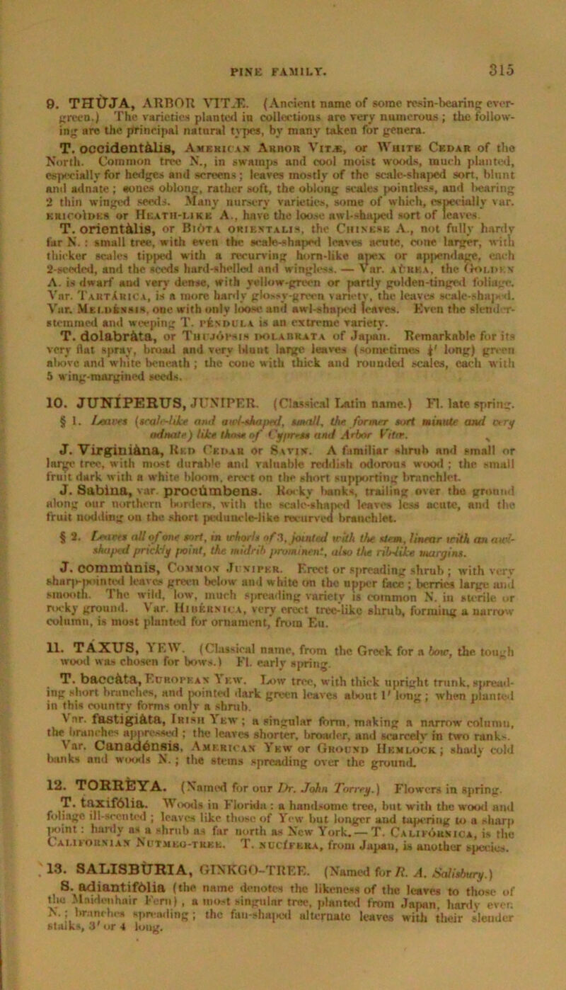 9. THUJA, ARBOR VTTJE. (Ancient name of some resin-bearing ever- green.) The varieties planted in collections are very numerous ; the follow- ing are the principal natural types, by many taken for genera. T. occident&lis, Americ an Arbor Vit.*, or White Cedar of the North. Common tree N., in swamps and cool moist woods, much planted, especially for hedges and screens; leaves mostly of the scale-shaped son, blunt ami adnate ; sones oblong, rather soft, the oblong scales pointless, and (rearing 2 thin winged seeds. Many nursery varieties, some of which, especially var. uni colons or Heath-like A., have the loose awl-shaped sort of leaves. T. orientAli8, or Biota orientalis, the Chinese A., not fully hardv far N.: small tree, with even the wale-shaped leaves acute, cone larger, with thicker scales tipped with a recurving horn-like apex or ap|»endage, each 2-seeded, and the seeds hard-shelled and wingless. — Var. AfjBKA, the Golden A. is dwarf and very dense, with yellow-green or partly golden-tinged foliage. Var. TaiitXrica, is a more hardy glossy-green variety, the leaves scale-shap d. Var. MEi.iikssiH. one with only loose, and awl-shaped leaves. Even the slend -r- stemmed and weeping T. rfcvDULA is an extreme variety. T. dolabr&ta, or Thuj6vsis dolabrata of Japan. Remarkable for its very flat spray, broad and very blunt large leaves (sometimes f' long) green alaive nnd white beneath ; the cone w ith thick and rounded so-alcs, each with 5 wing-margined seeds. 10. JUNIPERUS, JUNIPER. (Classical Latin name.) FI. late spring. § 1. Leaves (seah-hke ami au'/sho/ted, small, the former sort minute ami eery adnate) like thorn o f Cypress and Arbor Frter. > J. VirginiAna, Red Cedar or Savin. A familiar shrub and small or large tree, with most durable and valuable reddish odorous wood ; the small fruit dark with a white bloom, ervrt on the short supporting branchlct. J. Sabina, var. prociltnbens. Rocky l>ank<, trailing over the ground along our northern borders, with the scale-shaped leaves less acute, and the fruit nodding on the short peduncle-like recurved branch let. § 2. litres all of one sort, in whorls of J, jointed with the stem, linear irith an awl- tkaped prickly point, the midrib prominent, also the ribdike margins. J. commiinis, Common Ji viper. Erect or spreading shrub ; with verv sharje|H>inted leaves green below and white on the upper face ; berries large anil smooth. The wild, low, much spreading variety is common N. in sterile or rocky ground. V ar. Hiheunica, very erect tree-like shrub, forming a narrow column, is most planted for ornament, from Eu. 11. TAXUS, V IAN . (Classical name, from the Greek for a bow, the tough wood was chosen for bows.) El. early spring. T. bacc&ta, European V ew. Low tree, w ith thick upright trunk, spread- ing short branches, and pointed dark green leaves a!tout l' long; when planted in this country forms only a shrub. Var. fastigi&ta, Irish Yew; a singular form, making a narrow column, the branches appressed ; the leaves shorter, broader, nnd scarcely in two rank-. Var. Canaddnsis, Americas Yew or Ground Hemlock; shadv cold banks nnd woods N.; the stems spreading over the ground. 12. TORREYA. (Xaincd for our Dr. John Torrey.) Flowers in spring. T. taxifblia. Woods in Florida : a hnnd.-uinc. tree, but with the wood and foliage ill-scented ; leaves like those of Yew but longer and tapering to a sharp ;s>int : hardy as a shrub as far north as New York. — T. Califounica, is the Californian Nutmeo-tuke. T. nucIfeua, from Jnpau, is another species. 13. SALISBURIA, GINKGO-TREK. (Named for R. A. Salisbury.) S. adiantifblia (the name denotes the likeness of the leaves to those of the Maidenhair Fern), a most singular tree, planted from Japan, hardv ever; N.; branches spreading; the fau-sha!>od alternate leaves with their sleuder stalks, 3' or 4 long.