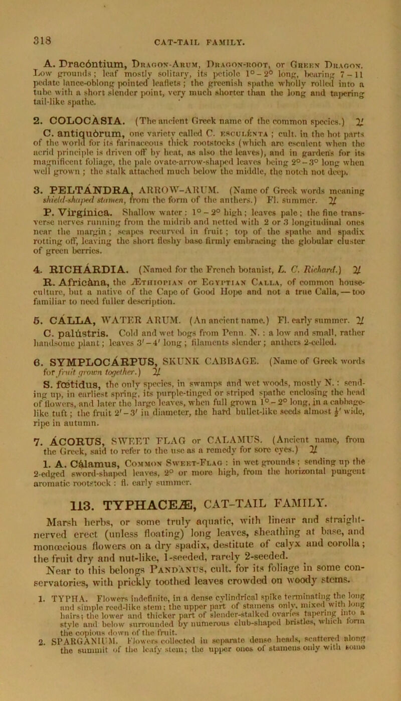 A. Dracbntium, Dragon-Arum, Dragon-root, or Grekn Dragon. Low grounds; leaf mostly solitary, its petiole l°-2° long, hearing 7-11 pedate lance-oblong pointed leaflets; the greenish spathe wholly rolled into a tube with a short slender point, very much shorter than the long and tajicriiig tail-like spathe. 2. COLOCASIA. (The ancient Greek name of the common species.) 1J. C. antiqubrum, one variety called C. esculent a ; cult, in the hot parts of the world for its farinaceous thick rootstocks (which nrc esculent when the acrid principle is driven off by heat, as also the leaves), and in garden's for its magnificent foliage, the pale ovate-arrow-shaped leaves being 2°-3° long when well grown ; the stalk attached much below the middle, the notch not deep. 3. PELTANDRA, ARROW-ARUM. (Name of Greek words meaning shidd-shaped stamen, from the form of the nnthers.) FI. summer. 2/ P. Virginica. Shallow water: l°-2°high; leaves pale; the fine trans- verse nerves running from the midrib and netted with 2 or .3 longitudinal ones near the margin; scapes recurved in fruit; top of the spathe and spadix rotting off, leaving the short fleshy base firmly embracing the globular cluster of green berries. 4. RICH AUDI A. (Named for the French botanist, L. C. Richard.) % R. Afric&na, the ./Ethiopian or Egyptian Cai.i.a, of common house- culture, but a native of the Cape of Good Hope and not a true Calla, — too familiar to need fuller description. 5. CALLA, WATER ARUM. (An ancient name.) FI. early summer. 11 C. pallistris. Cold and wet bogs from Penn. N. : a low and small, rather handsome plant; leaves 3' -4' long; filaments slender; anthers 2-cel led. 6. SYMPLOCARPUS, SKUNK CABBAGE. (Name of Greek words for fruit grown together.) 1J. S. feetidus, the only species, in swamps and wet woods, mostly N.: send- ing up, in earliest spring, its purple-tinged or striped spathe enclosing the head of flowers, and later the large leaves, when full grown 1°- 2° long, in a cabbage- like tuft; the fruit 2'-3' in diameter, the hard bullet-like seeds almost h' wide, ripe in autumn. 7. ACORTJS, SWEET FLAG or CALAMUS. (Ancient name, from the Greek, said to refer to the use as a remedy for sore eyes.) 11 1. A. c&lamus, Common Swekt-Flag : in wet grounds ; sending up the 2-edged sword-shaped leaves, 2° or more high, from the horizontal pungent aromatic rootstock : ft. early summer. 113. TYPHACE.ZE, CAT-TAIL FAMILY. Marsh herbs, or some truly aquatic, with linear and straight- nerved erect (unless floating) long leaves, sheathing at base, and monoecious flowers on a dry spadix, destitute of calyx and corolla; the fruit dry and nut-like, 1-seeded, rarely 2-secded. Near to this belongs Pandanus, cult, for its foliage in some con- servatories, with prickly toothed leaves crowded on woody stems. 1. TYPHA. Flowers indefinite, in ft dense cylindrical spike terminating the long and simple reed-like stem; the upper part of stamens only, mixed with long hairs; the lower and thicker part of slender-stalked ovaries tapering into a style and below surrounded by numerous club-shaped bristles, which lonu the copious down of the fruit. 2. SPARGANIFM. Flowers collected in separate dense heads, scattered along the summit of the leafy stem; the upi>cr ones of stamens only with some