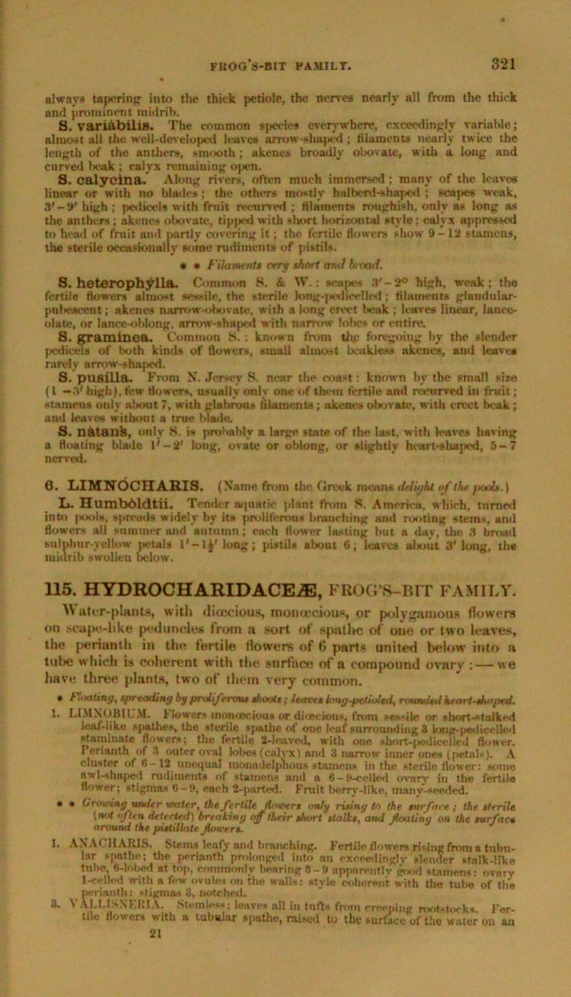always tapering into the thick petiole, the nerves nearly all from the thick and prominent midrib. 8. variabillS. The common species everywhere, exceedingly variable; almost all the well-developed leaves arrow-shaped ; filaments nearly twice the length of the anthers, smooth; akenes broadly obovate, with a long and curved beak ; calyx remaining open. S. calycina. Along rivers, often much immersed; many of the leaves linear or with no blades; the others mostly halberd-shaped ; tea pea weak, 3'-9' high ; pedicels with fruit recurved ; filaments roughish, only as long as the anthers ; akenes olwvate, tipped with short horizontal style: calyx appressed to head of fruit and partly covering it; the fertile flowers show 9-12 stamens, the sterile occasionally some rudiments of pistils. * * Filament* eery short ami broad. S. heteroph^lla. Common S. & W.: scapes S' - 2° high, weak ; the fertile flowers almost sessile, the sterile long-pedieelled ; filaments glaudular- pulieseent; akenes narmw-obovato, with a long erect beak ; leaves linear, lance- olate, or lance-oblong, arrow-shaped with narrow' lobes or entire, S. graminea. Common S.: known front thg foregoing by the slender pedicels of both kinds of flowers, small almost bcakless akenes, and leave* rarely arrow-shaped. S. pusilia. From N. Jersey S. near the coast: known by the small size (l —3' high), few flowers, usually only one of them fertile and recurved in fruit; stamens only alxwt 7, with glabrous filaments; akenes obovate, with erect beak ; and leaves without a true blade. S. natans, only S. is probably a large state of the last, with leaves having a floating blade l'-2' long, ovate or oblong, or slightly heart-shaped, 5-7 nerved. 6. LIMNOCHARIS. (Name from the Greek means delight of the fmols.) L. Humbdldtii. Tender aquatic plant from S. America, which, turned into pools, spreads widely by its proliferous branching and rooting stems, anil flowers all summer and autumn; each flower lasting but a dav, the 3 broad sulphur-yellow petals l'-lj'long; pistils about 6; leaves about 3'long, the midrib swollen below. 115. HYDROCHARIDACEiE, FROG’S-BTT FAMILY. AY atcr-plants, with dioecious, tnontcciou.*, or polygamous flowers on scape-like peduncles from a sort of apatite of one or two leaves, the perianth in the fertile flowers of G parts united below into a tube which is coherent with the surface of a compound ovary : — we have three plants, two of them very common. • Flouting, spreading by proliferous shoots; leaves long-petioled, rotmial heart-shaped. 1. I.IMNOBIUM. t lowers inoniecious or dioecious, from sessile or short-stalked leaf-like spathe*. the sterile spathe of one leaf surrounding 3 long-pedicelled staminate flowers; tlm fertile 2-leaved, with one sbort-|iedicclied flower. Perianth of 3 outer oval lobes (calyx) and 3 narrow inner ones (petal-). A cluster of 6- 12 unequal menadelphous stamens in the sterile flower: some nwl-slniped rudiments of stamens and a 6-9-eellod ovary in tin* fertile flower; stigmns 0-9, each 2-pnrtcd. Fruit berry-like, many-seeded. • • (trowing under water, the fertile dowers only rising to the surface; the sterile (not often detected) breaking off their short stalks, and foaling on the surface around the pistillate, forcers. 1. AXACHAKIS. Stems leafy and branching. Fertile flowers rising from a tubu- lar spathe; the perianth prolonged Into an exceeding!v slender stalk-like tube, 6-lobed at top. commonly bearing 8-ft apparently pood stamens: ovary 1-celled with a few ovules on the walls: style coherent with the tube of the perianth: stigmas 3, notched. 3. VALMSXF.RIA. Stemles*; leaves all In tufts from creeping rootstocks Fer- tile flowers with a tubular spathe, raised to the surface of the water on an 21