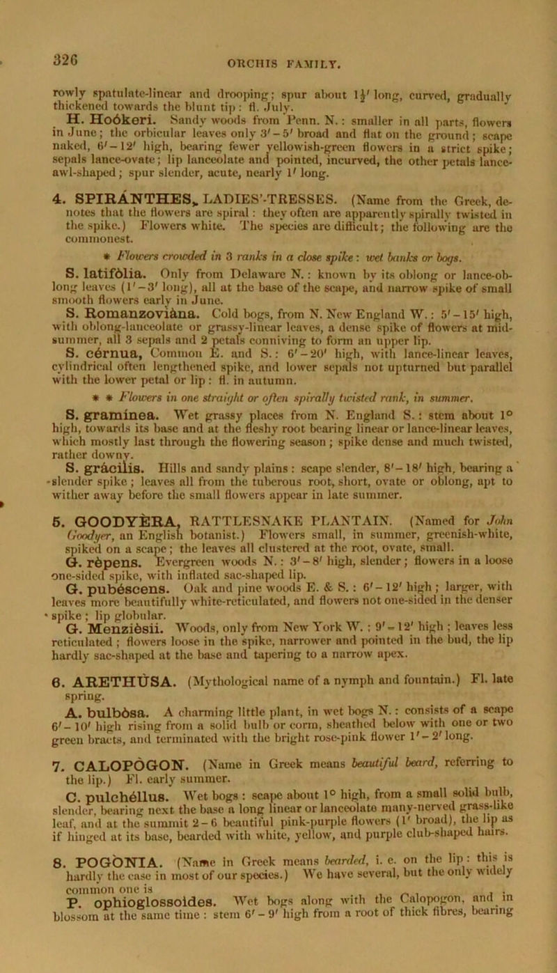 32G rowly spatulate-linear and drooping; spur about lj'long, curved, gradually thickened towards the blunt tip: ti. July. H. Ho6keri. Sandy woods from Penn. N.: smaller in all parts, flowers in June; the orbicular leaves only 3'-5’broad and flat on the ground; scape naked, O'-12' high, bearing fewer yellowish-green flowers in a strict spike; sepals lance-ovate; lip lanceolate and pointed, incurved, the other petals lance- awl-shaped ; spur slender, acute, nearly V long. 4. SPIRANTHES,. LADIES-TRESSES. (Name from the Greek, de- notes that the flowers are spiral: they often are apparently spirally twisted in the spike.) Flowers white. The species are difficult; the following are the commonest. * Flowers croioded in 3 ranks in a close spike: wet banks or bogs. S. latifdlia. Only from Delaware N.: known by its oblong or lance-ob- long leaves (1' — 3' long), all ut the base of the scupe, and narrow spike of small smooth flowers early in June. S. Romanzovi&na. Cold bogs, from N. New England W.: 5'-15' high, with oblong-lanceolate or grassy-linear leaves, a dense spike of flowers at mid- summer, ail 3 sepals and 2 petals conniving to form an upper lip. S. c6rnua, Common E. and S.: 6'-20' high, with lance-lincar leaves, cylindrical often lengthened spike, and lower sepals not upturned but parallel with the lower petal or lip : fl. in autumn. * * Flowers in one straight or often spirally twisted rank, in summer. S. graminea. Wet grassy places from N. England S.; stem about 1° high, towards its base and at the fleshy root bearing linear or lanee-linear leaves, which mostly last through the flowering season ; spike dense and much twisted, rather downy. S. gracilis. Hills nnd snndy plains : scape slender, 8'- 18' high, bearing a -slender spike; leaves all from the tuberous root, short, ovate or oblong, apt to wither away before the small flowers appear in late summer. 5. GOODYERA. RATTLESNAKE PLANTAIN. (Named for John Goodyer, an English botanist.) Flowers small, in summer, greenish-white, spiked on a scape; the leaves all clustered at the root, ovate, small. G. ripens. Evergreen woods N.: 3'-8' high, slender ; flowers in a loose one-sided spike, with inflated sac-shaped lip. G. pub6scens. Oak and pine woods E. & S.: 6'- 12' high ; larger, with leaves more beautifully white-reticulated, and flowers not one-sided in the denser • spike ; lip globular. G. Menzi6sii. Woods, only from New York W. ; O' - 12' high ; leaves less reticulated ; flowers loose in the spike, narrower and pointed in the bud, the lip hardly sac-shaped at the base and tapering to a narrow apex. 0. ARETHUSA. (Mytholog ical name of a nymph and fountain.) Fl. late spring. A. bulb6sa. A charming little plant, in wet bogs N.: consists of a scape 6'- 10' high rising from a solid bulb or eorm, sheathed below with one or two green bracts, and terminated with the bright rose-pink flower 1'-2'long. 7. CALOPOGON. (Name in Greek means beautiful beard, referring to the lip.) Fl. early summer. C. puleh61Ius. Wet bogs : scape about 1° high, from a small solid bulb, slender, bearing next the base a long linear or lanceolate manv-nerved grass-like leaf, and at the summit 2-6 beautiful pink-purple flowers (1' broad), the lip as if hinged at its base, bearded with white, yellow, and purple club-shaped hairs. 8. POGONIA. (Name in Greek means bearded, i. e. on the lip : this is hardly the case in most of our species.) We have several, but the only widely common one is _ , , . P. ophioglossoides. Wet bogs along with the Calopogon, and in blossom at the same time : stem 6' - 9' high from a root of thick fibres, bearing
