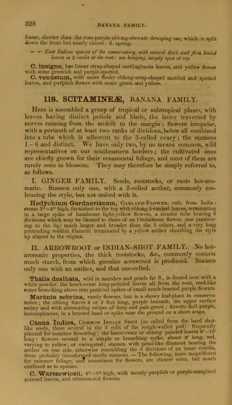 linear, shorter than the rose-purple oblong-obovate drooping sac, which is split down the front but nearly closed : fl. spring. *- — East Indian species of the conservatory, with several thick and firm keeled hares in 2 ranks at the root: sac hanging, largely open at top. C. insigne, has linear strap-shaped cartilaginous leaves, and yellow flower with some greenish and purple-spotted. C. veniistum, with more fleshy oblong-strap-shaped mottled and spotted leaves, and publish flower with some green and yellow. 118. SCITAMINE2E, BANANA FAMILY. Here is assembled a group of tropical or subtropical plants, with leaves having distinct petiole and blade, the latter traversed by nerves running from the midrib to the margin ; flowers irregular, with a perianth of at least two ranks of divisions, below all combined into a tube which is adherent to the 3-celled ovary ; the stamens 1 - G and distinct. We have only two, by no means common, wild representatives on our southeastern borders; the cultivated ones are chiefly grown for their ornamental foliage, and most of them are rarely seen in blossom. They may therefore be simply referred to, as follows. I. GINGER FAMILY. Seeds, rootstocks, or roots hot-aro- matic. Stamen only one, with a 2-eelled anther, commonly em- bracing the style, but not united with it. Hed^chium Gardneriiinam, Garland-Flower, cult, from India: stems 3°-4° high, furnished to the top with oblong 2-rauked leaves, terminating in a large spike of handsome light-yellow flowers, a slender tube hearing 6 divisions which may be likened to those of an Orchideous flower, one (answer- ing to the lip) much larger and broader than the 5 others, and a very long protruding reddish filament terminated by a yellow anther sheathing the style up almost to the stigma. II. ARROWROOT or INDIAN-SHOT FAMILY. No hot- aromatic propei'ties, the thick rootstocks, &c., commonly contain much starch, from which genuine arrowroot is produced. Stamen only one with an anther, and that one-celled. Th&lia dealb&ta, wild in marshes and ponds far S., is dusted over with a white powder, the heart-ovate long-petioled leaves all from the root, reed-like scape branching above into paniclcd spikes of small much-bracted purple flowers. Mar&nta zebrina, rarely flowers, but is a showy leaf-plant in conserva- tories ; the oblong leaves 2 or 3 feet long, purple beneath, the upper surface satinv and with alternating stripes of deep and pale green ; flowers dull purple, inconspicuous, in a bracted head or spike near the ground on a short scape. C&nna Indica, Common Indian Shot (so called from the hard shot- like seeds, these several in the 3 cells of the rough-walled pod): frequently planted for summer flowering ; the lance-ovate or oblong pointed leaves 6-12 long; flowers several in a simple or branching spike, about 2' long, red, varying to yellow, or variegated; stamen with petal-like filament bearing the anther on one side, otherwise resembling the 3 divisions of an inner corolla, these probably transformed*Sterile stamens. — The following, more magnificent for summer foliage, ana sometimes for flowers, are choicer sorts, but much confused as to species. C. Warszewiczii, 4° -5° high, with mostly purplish or purple-margined pointed leaves, and crimson-red flowers.