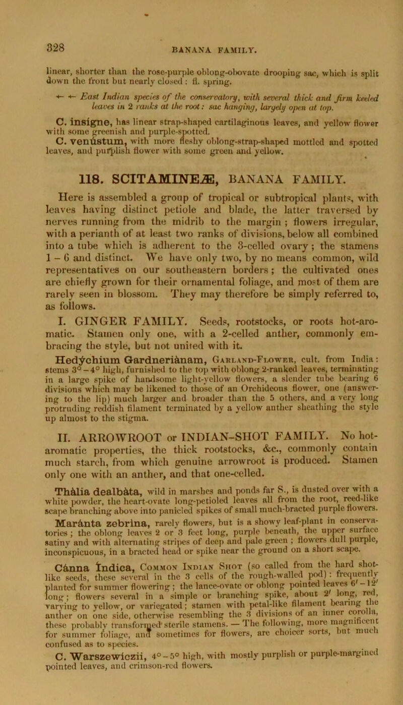 linear, shorter than the rose-purple oblong-olwvatc drooping sac, which is split down the front but nearly closed : fl. spring. •*- •*- East Indian species of the conservatory, with several thick and firm keeled leaves in 2 ranks at the root: sac hanging, largely open at top. C. insigne, has linear strap-shaped cartilaginous leaves, and yellow flower with some greenish and purple-spotted. C. venustum, with more fleshy oblong-strap-shaped mottled and spotted leaves, and purplish flower with some green and yellow. 118. SCITAMINEiE, BANANA FAMILY. Here is assembled a group of tropical or subtropical plants, with leaves having distinct petiole and blade, the latter traversed by nerves running from the midrib to the margin ; flowers irregular, with a perianth of at least two ranks of divisions, below all combined into a tube which is adherent to the 3-celled ovary ; the stamens 1 - G and distinct. We have only two, by no means common, wild representatives on our southeastern borders; the cultivated ones are chiefly grown for their ornamental foliage, and most of them are rarely seen in blossom. They may therefore be simply referred to, as follows. I. GINGER FAMILY. Seeds, rootstocks, or roots hot-aro- matic. Stamen only one, with a 2-celled anther, commonly em- bracing the style, but not united with it. Hed^chium Gardneri&nam, Garland-Flower, cult, from India: stems 3° - 4° high, furnished to the top with oblong 2-ranked leaves, terminating in a large spike of handsome light-yellow flowers, a slender tube bearing 6 divisions which may be likened to those of an Orehideous flower, one (answer- ing to the lip) much larger aud broader than the 5 others, and a very long protruding reddish filament terminated by a yellow anther sheathing the style up almost to the stigma. II. ARROWROOT or INDIAN-SIIOT FAMILY. No hot- aromatic properties, the thick rootstocks, &c., commonly contain much starch, from which genuine arrowroot is produced. Stamen only one with an anther, and that one-celled. Thhlia dealb&ta, wild in marshes and ponds far S., is dusted over with a white |>owdcr, the heart-ovate long-petioled leaves all from the root, reed-like scape branching above into paniclcd spikes of small much-bracted purple flowers. Mar&nta zebrina, rarely flowers, but is a showy leaf-plant in conserva- tories ; the ohlong leaves 2 or 3 feet long, purple beneath, the upper surface satiny and with alternating stripes of deep and pale green ; flowers dull purple, inconspicuous, in a bractcd head or spike near the ground on a short scape. Chnna tndica. Common Indian Shot (so called from the hard shot- like seeds, these several in the 3 cells of the rough-walled pod) : frequently planted for summer flowering ; the lance-ovate or oblong pointed leaves ~ - long; flowers several in a simple or branching spike, about 2 long, red, varying to yellow, or variegated; stamen with petal-like filament bearing the anther on one side, otherwise resembling the 3 divisions of an inner eoro a, these probablv transformed'sterile stamens. — The following, more magnificent for summer foliage, and sometimes for flowers, are choicer sorts, lmt muc i confused as to species. C. Warszewiczii, 4°-5° high, with mostly purplish or purple-margined pointed leaves, and crimson-red flowers.