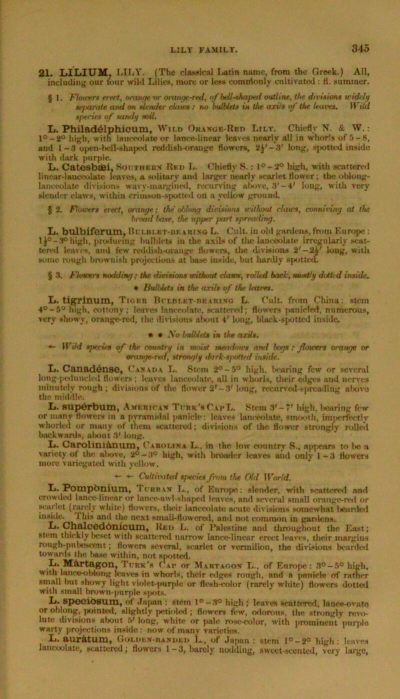 21. LILIUM, LILY. (The classical I^tin name, from the Greek.) All, including oar lour wild Lilies, more or less comnlonly cultivated : H. summer. § 1. Flowers erect, orange or orange-red, of beilsha/ied outline, the divisions width/ tejtamte and on slender claws: no bulblets in the arils of' the leaves. Wild s/weirs of sand;/ soil. Ij. Philadelphicum, Wild Or a sob-Red Lilt. Chiefly N. & W.: l°-2° high, with lanceolate or lam-e-lincar leaves nearly all in whorls of 5-8, and 1-3 open-bell-shaped reddish-orange flowers, Jj'-S' long, spotted inside with dark purple. L. Catesbaei. Southern Red L. Chiefly S.: l°-2° high, with scattered linear-lanceolate leaves, a solitary anti larger nearly scarlet flower ; the oblong- lanceolate divisions wavy-margined, recurving above, 3'-4' long, with very slender claws, w'ithin crimson-spotted on a yellow ground. § 2. Flowers erect, orange.; the' oblong dirisions without claws, conniving at the broad ha.se, the upper fxirt spreading. L. bulbiforum, Bulblet-beari *o L. Cult, in old gardeiLs, from Europe : 1 J° - 3° high, producing hulblcts in the axils of the lanceolate irregularly scat- tered leaves, mid few reddish-orange flowers, the divisions 2'-2A' long, with some rough brownish projections at base inside, but hardly spothxL § 3. Flowers nodding; the divisions without claws, rolled back, mostly diets d inside. * Bull lets in the arils of the haves. L. tigrlnum, Tiokr BrLBi.n-UAiuxo L. Cult, from China: stem 4°-5° high, cottony; leaves lanceolate, scattered; flowers panicled, numerous, very showy, o range-red, the divisions about 4' long, hlack-spottcd inside. • • Xu bulhltts in the arils. «- Wild species of the country in moist meadows and bogs ; jloivers orange or orange-red, strongly dark-spotted inside. L. Canadense, Canada. L. Stem 2°-5° high, bearing few or several long-pedunded flowers ; leaves lanceolate, all in whorls, their edges and nerves minutely rongh ; divisions of the flower J’-j* long, recurved-spreading abovo the middle. L. sup^rbum, America* Ti rk’sCapL. Stem 3'-7' high, bearing few or many flowers in n pyramidal panicle: leaves lanceolate, smooth, imjierftctlv w hurled or many of them scattered; divisions of the flower strongly rolled backwards, about 3' long. L. Carolim&num, Carolina L., in the low eountry R., appears to lie a variety of the above, 2°-3° high, with broader leaves and only 1 -3 flowers more variegated with yellow. ■*- ■*- Cultmited sfiecies from the Old World. Ij. Pompbnium, IT’rbav L., of Europe: slender, with scattered and crowded lanee-linear or lance-awl-shaped leaves, and several small orange-red or scarlet (rarely white) flow'ers, their lanceolate acute divisions somewhat liearded inside. I his and the next small-flowered, and not common in ganlens. L. Chalcedonicum, Red L. of Palestine and throughout the East; stem thickly beset with scattered narrow lance-linear erect leaves, their margins rough-pubescent; flowers several, scarlet or vermilion, the divisions bearded towards I he base within, not spotted. L. M&rtagon, TrRK’s Cap or Martaoov L., of Europe: 3°-5° high, with lance-oblong leaves in whorls, their edges rongh, and a panicle of ratner small hut showy light violet-purple or flesh-color (rarely white) flowers dotted with small brown-purple spots. L. speciosum, of Japan : stem l°-3° high ; leaves sent ton'd, lance-ovate or oblong, pointed, slightly petioled ; flowers few, odorous, the strongly revo- lute divisions about .V long, white or pale rose-eolor, with prominent purple warty projections inside: now of many varieties. L. uuratum, Golden-banded L., of Japan: stem l°-2° high: leaves lanceolate, scattered; flowers 1-3, barely nodding, sweet-scented, very large,