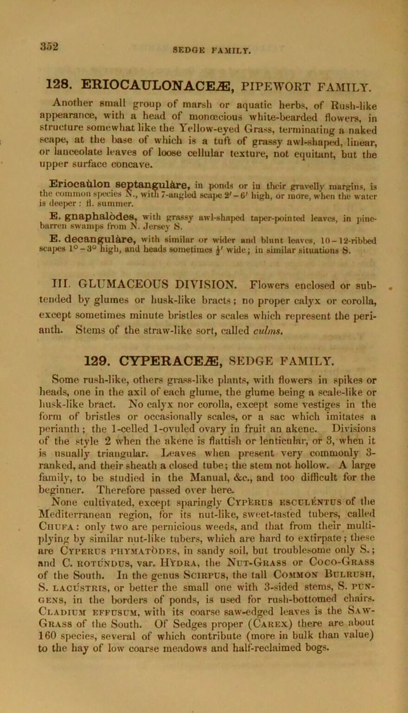 SEDGE FAMILY. 128. ERIOCATJLONACEiE, PIPEWORT FAMILY. Another small group of marsh or aquatic herbs, of Rush-like appearance, with a head of monoecious white-bearded flowers, in structure somewhat like the Yellow-eyed Grass, terminating a naked scape, at the base of which is a tuft of grassy awl-shaped, linear, or lanceolate leaves of loose cellular texture, not equitant, but the upper surface concave. Eriocaitlon septangulkre, in ponds or ill their gravelly margins, is the common species N., with 7-angled scape 2'-6' high, or more, when the water is deeper : fl. summer. E. gnaphalodes, with grassy awl-shaped taper-pointed leaves, in pine- barren swamps front N. Jersey S. E. dec an gulire, with similar or wider and blunt leaves, 10 - 12-ribbed scapes 1° - 3° nigh, and heads sometimes wide; in similar situations S. III. GLUMACEOUS DIVISION. Flowers enclosed or sub- tended by glumes or husk-like bracts; no proper calyx or corolla, except sometimes minute bristles or scales which represent the peri- anth. Stems of the straw-like sort, called culms. 129. CYPERACE2E, SEDGE FAMILY. Some rush-like, others grass-like plants, with flowers in spikes or heads, one in the axil of each glume, the glume being a scale-like or husk-like bract. No calyx nor corolla, except some vestiges in the form of bristles or occasionally scales, or a sac which imitates a perianth; the 1-celled 1-ovuled ovary in fruit an akene. Divisions of the style 2 when the akene is flattish or lenticular, or 8, when it is usually triangular. Leaves when present very commonly 3- ranked, and their sheath a closed tube; the stem not hollow. A large family, to be studied in the Manual, &c., and too difficult for the beginner. Therefore passed over here. None cultivated, except sparingly Cyperus esculentus of the Mediterranean region, for its nut-like, sweet-tasted tubers, called Cbofa: only two are pernicious weeds, and that from their multi- plying by similar nut-like tubers, which are hard to extirpate; these are Cyperus piiymatodes, in sandy soil, but troublesome only S.; and C. rotundus, var. Hydra, the Nut-Grass or Coco-Grass of the South. In the genus Scirpus, the tall Common Bulrush, S. lacustris, or better the small one with 3-sided stems, S. pun- gens, in the borders of ponds, is used for rush-bottomed chairs. Cladium effusum, with its coarse saw-edged leaves is the Saw- Grass of the South. Of Sedges proper (Carex) there are nbout 160 species, several of which contribute (more in bulk than value) to the hay of low coarse meadows and half-reclaimed bogs.