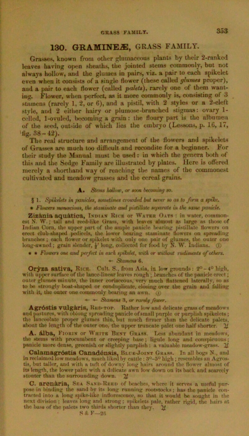130. GRAMINE.E, GRASS FAMILY. Grasses, known from other pluinaceous plants by their 2-ranked leaves having open sheaths, the jointed steins commonly, but not always hollow, and the glumes in pairs, viz. a pair to each spikelet even when it consists of a single flower (these called glumes proper), and a pair to each flower (called palets), rarely one of them want- ing. Flower, when perfect, as it more commonly is, consisting ol 3 stamens (rarely 1, 2, or 6), and a pistil, with 2 styles or a 2-cleft style, and 2 either hairy or plumose-branched stigmas: ovary 1- celled, 1-ovuled, becoming a grain: the floury part is the albumen of the seed, out-ode of which lies the embryo (Lessons, p. 1G, 17, 'fig. 38-42). The real structure and arrangement of the flowers and spikelets of Grasses are much too difficult and recondite for a beginner. For their study the Manual must be used: in which the genera both of this and the Sedge Family are illustrated by plates. Mere is offered merely a shorthand way of reaching the names of the commonest cultivated and meadow grasses and the cereal grains. A. Stems holloaor toon lecominj so. § 1. Spilelets in panicles, sometimes crowded but never so as to form a spile. • Flowers monacious, the staminate and pistillate se/strate in the same panicle. Zizania aqu&tiea, Indian Rick or Water Oats : in water, common- est N. W. ; tall ami reed-like Grass, with leaves almost a.< large as those of Indian Corn, the upper part of the ample panicle bearing pistillate flowers on erect club-shaped pedicels, the lower liearing staminate flowers on spreading branches ; each flower or spikelet with ouly one pair of glumes, the outer one long-awncd; grain slender, long, collected for food by N. W. Indians. 0 * • Flowers one and perfect in each spikelet, with or without rudiments of others. Stamens 6. Oryza sativa, Rice. Cult. S., from Asia, in low grounds: 2°-4° high, with upper surface of the lance-linear leaves rough; branches of the panicle erect; outer glumes minute, the inner coriaceous, very much flattened laterally, so as to bo strongly boat-shaped or conduplieute, closing over the grain and falling with it, the outer one commonly bearing an awn. 0 ■*- ■*- Stamens 3, or randi/ fewer. Agr6stis vulg&riH, Red-top. Rather low and delicate grass of meadows and pastures, with oblong spreading pan icle of small jmrple or purplish spikelets ; the luneeolate proper glumes thin, but much firmer than the delicate palets, about the length of the outer one, the upper truncate palet one half shorter. 2J. A. Alba, Fiobin or White Bent Grass. Less abundant in meadows, the stems with procumlient or creeping base; ligule long and conspicuous; panicle more dense, greenish or slightly purplish : a valuable meadow-grass. 21 Calamagrbstis Canadensis, Blue-Joint Grass. In all bogs N., and in reclaimed Tosv meadow's, much liked by cattle : 3°-5° high ; resembles an Agros- tis, but taller, and with a tuft of downy long hnirs around the flower almost of its length, the lower palet with a delicate awn low down on its back and scarcely stouter than the surrounding down. 21 C. arenaria, Ska Sand-Reed of beaches, where it serves a useful pur- pose in binding the sand bv its long running rootstocks; has the panicle con- tracted into a lonu spike-like inflorescence, so tlrnt it would be sought in the next division ; leaves long and strong; spikelets pale, rather rigid, the hairs at the huso of the palets two thirds shorter than they. 21 S & F—2f.