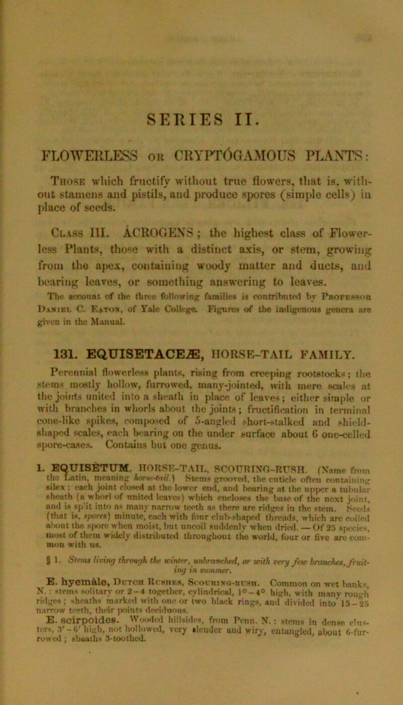 SERIES IT. FLOWERLESS or CRYPTOGAMOUS PLANTS: Those which fructify without true flowers, that is, with- out stamens and pistils, and produce spores (simple cells) in place of seeds. Class III. ACROGENS ; the highest class of Flower- less Plants, those with a distinct axis, or stem, growing from the apex, containing woody matter and ducts, and bearing leaves, or something answering to leaves. The account of the three following families is contributed hr Phofessor Da* iel C. Eaton, of Yale College. Figures of the indigenous genera arc given in the Manual. 131. EQUISETACEJE, HORSE-TAIL FAMILY. Perennial flowerless plants, rising from creeping rootstocks; tlie stems mostly hollow, furrowed, many-jointed, with mere scales at the joints united into a sheath in place of leaves; either simple or with branches in whorls about the joints; fructification in terminal cone-like spikes, composed of 5-angled short-stalked and shield- shaped scales, each bearing on the under surface about 6 one-celled spore-cases. Contains but one genus. 1. EQUISETUM, HORSE-TAIL, 8G0URING-RURH. (Name from the Latin, meaning horse-tail.) Stems grooved, the cuticle often containing silex: each joint closed at the lower end, and bearing at the upper a tubular sheath (a whorl of united leaves) which encloses the Imse of the next joint, and is split into as many narrow teeth as there are ridges in the stem. Reeds (that is, sports) minute, each with four club-shaped threads, which arc coiled aliout the, spore when moist, but uncoil suddenly when dried. — Of 25 species, must of them widely distributed throughout tile world, four or five are com- mon with us. § 1. Stems living through the winter, unbranched, or with very fe,w branches, fruit- ing in summer. E. hyem&le, Dutch Rushes, Scouri no-rush. Common on wet banks, N. : stems solitary or 2-4 together, cylindrical, l°-4° high, with many rough ridges; sheaths marked with one or two black rings, and divided into 15-25 narrow teeth, their points deciduous, E. Scirpoides. Wooded hillsides, from Penn. N.: stems in dense clus- ters, .V - C' high, not hollowed, very slender aud wiry, entangled, ubout G-fur- rowed ; sheaths 3-toothed.