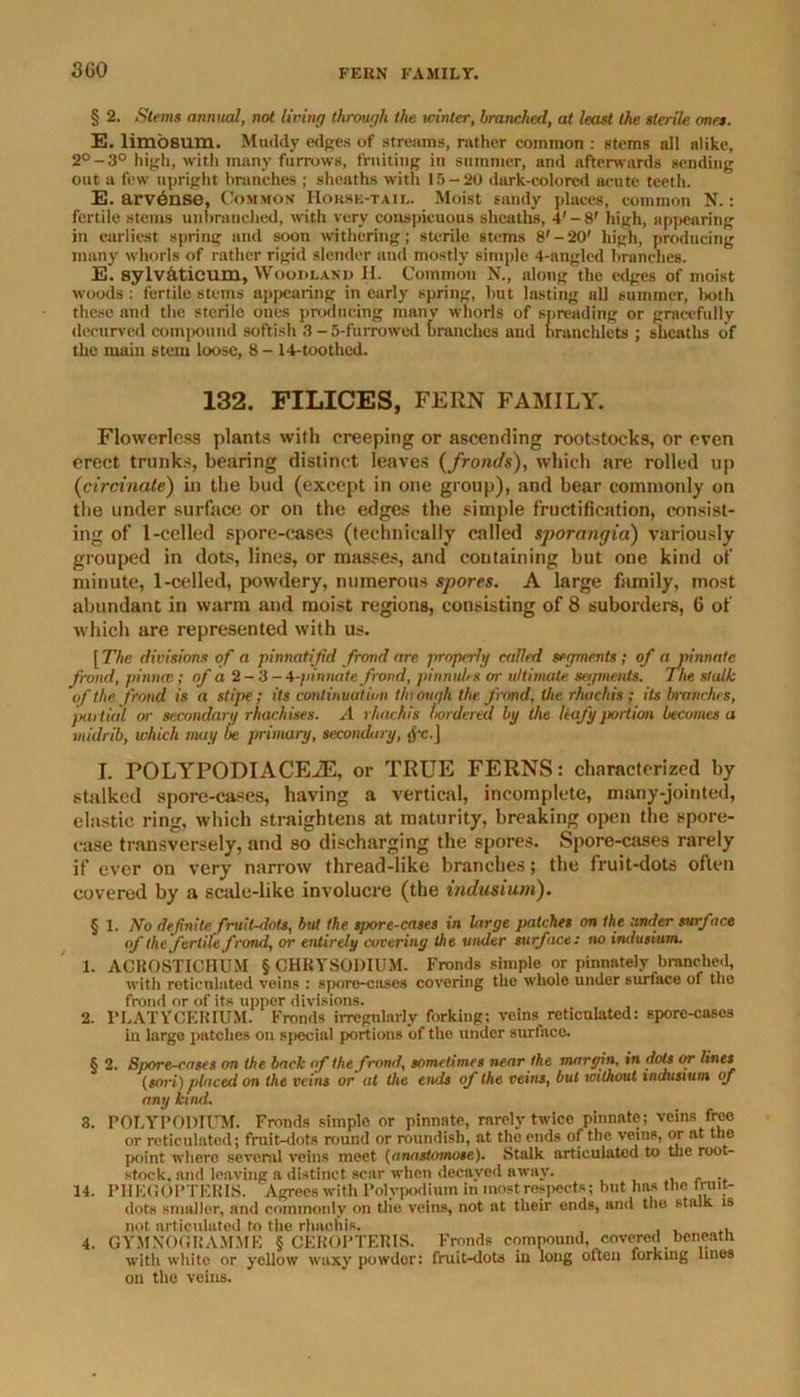 3 GO § 2. Stems annual, not living through the winter, branched, at least the sterile ones. E. limosum. Muddy edges of streams, rather common : stems nil alike, 2°-3° high, with many furrows, fruiting in summer, and afterwards sending out a few upright branches ; sheaths with 15-20 dark-colored acute teeth. E. arvbnse, Common Horse-tail. Moist sandy places, common N.: fertile stems unbranched, with very conspicuous sheaths, 4'-8' high, appearing in earliest spring and soon withering; sterile stems 8'-20' high, producing many whorls of rather rigid slender and mostly simple 4-anglcd branches. E. sylv&ticum, Woodland II. Common N., along the edges of moist woods : fertile stems appearing in early spring, but lasting all summer, both these and the sterile ones producing many whorls of spreading or gracefully decurved compound softish 3-5-furrowed tranches and branchlets ; sheaths of the main stem loose, 8- 14-toothed. 132. FILICES, FERN FAMILY. Flowerless plants with creeping or ascending rootstocks, or even erect trunks, bearing distinct leaves (fronds), which are rolled up (circinate) in the bud (except in one group), and bear commonly on the tinder surface or on the edges the simple fructification, consist- ing of 1-celled spore-cases (technically called sporangia) variously grouped in dots, lines, or masses, and containing but one kind of minute, 1-celled, powdery, numerous spores. A large family, most abundant in warm and moist regions, consisting of 8 suborders, 6 of which are represented with us. [77ie divisions of a pinnatifid frond are properly railed segments ; of a pinnate frond, pinna; of a 2-3-4 -pinnate frond, pinnules or ultimate, segments. I he stalk of the frond is a stipe; its continuation through the frond, the rhuchis ; its branches, jxirtial or secondary rhachises. A rhuchis hordered by the leafy jtoiiion becomes a midrib, which may be primary, secondary, jfc.J I. POLYPODIACEiE, or TRUE FERNS: characterized by stalked spore-cases, having a vertical, incomplete, many-jointed, elastic ring, which straightens at maturity, breaking open the spore- case transversely, and so discharging the spores. Spore-cases rarely if ever on very narrow thread-like branches; the fruit-dots often covered by a scale-like involucre (the indusium). § 1. No definite fruit-dots, but the spore-cases in large patches on the under surface of the fertile frond, or entirely covering the under surface: no imlusium. 1. ACROSTICHUM § CHRYSODIUM. Fronds simple or pinnatelv branched, with reticulated veins : spore-cases covering the whole under surface of the frond or of its upper divisions. 2. l’LATYCKRIUM. Fronds irregularly forking; veins reticulated: spore-cases in large patches on special portions of the under surface. § 2. Spore-coses on the back of the frond, sometimes near the margin, in dots or lines (tori) placed on the veins or at the ends of the veins, but mthout indusium of any kind. 3. POLYPODIUM. Fronds simplo or pinnate, rarely twice pinnate; veins free or reticulated; fruit-dots round or roundish, at the ends of the veins, or at the point where several veins meet (anastomose). Stalk articuluted to the root- stock, and leaving a distinct scar when decayed away. . . 14. PHEGOPTKRIS. Agrees with Polypodium in most respects; but has the i ruit- dots smaller, and commonly on the veins, not at their ends, and tlio stalk is not articulated to the rhuchis. , , , 4. GYMNOGHAMME § CEKOPTERIS. Fronds compound, covered beneath with white or yellow waxy powder: fruit-dots iu long often forking lines on the veins.