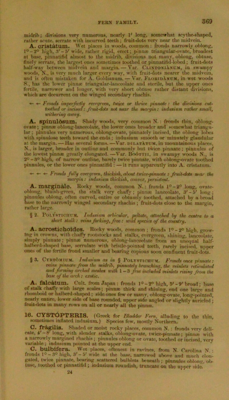 3G9 midrib; divisions very numerous, nearly l' long, somewhat soythe-shapcd, rather acute, serrate with incurved teeth ; fruit-dots very near the midvein. A. eristatum. Wet places in woods, common: fronds narrowly oblong, l°-2° high, .3'-5' wide, rather rigid, erect; pinna; triangular-ovate, broadest at base, pmnatifid almost to the midrib, divisions not many, oblong, obtuse, finely serrate, the largest ones sometimes toothed or pinnatifitl-lobcd ; fruit-dots half-way between midvetn and margin. — Var. CuntomAnum, in swiimpy woods, N., is very much larger every way, with fruit-dots nearer the midvein, and is often mistaken for A. Goldianum. — Var. Flobio.Vxux, in wet woods S., has the lower pinna: triangular-lanceolate and sterile, but the upper ones fertile, narrower and longer, with very short obtuse rather distant tlivisions, which are decurrent on the winged secondary rhachis. +- Fnmds imperfectly evergreen, twice or thrice pinnate: the divisions cut- toothed or incisetl: jhut-dots mil near the mart/in: indasium rather small, withering away. A. spiuulbsum. Shady woods, very common N.: fronds thin, oblong- ovate ; pinna; oblong-lanceolate, the lower ones broader and somewhat triangu- lar ; pinnules very numerous, oblong-ovate, pinnately incised, the oblong lobes with spiuulose teeth toward the ends ; indusium smooth or minutely glandular at the margin. — Has several forms.—Var. dilatAtow, in monntainous places, N., is larger, broader in outline and commonly but twice pinnate; pinnules of the lowest pinnie greatly elongated.—Var. BoAttw, in swampy woods N., is 2°-3° high, of narrow outline, barely twice pinnate, with oblong-ovate toothed pinnules, or the lower ones pinnatifid : —it runs apparently into A. eristatum. •*- s- Fronds fully evergreen, thickish, about I wire-pinnate : fruit-dots mar the margin : indusium thickish, convex, persistent. A. margin&lo. Kooky woods, common N.: fronds l°-2° long, ovate- oblong, bluish-green, the stalk very chaffy ; pinna: lanceolate, 3' - 5' long ; pinnules oblong, often curved, entire or obtusely toothed, attached by a broad haso to the narrowly winged secondary rhachis ; fruit-dots close to the margin, rather large. § 2. l'oi. Y Sticin \l. Indusium orbicular, peltate, attached by the centre to a short stalk: veins forking, free: wild s//eciis of the country. A. acrosticboides. Rocky woods, common; fronds 1°- 2° high, grow- ing in crowns, with chaffy rootstocks ami stalks, evergreen, shining, lanceolate, simply pinnate ; pinna; numerous, oblong-lanceolate from an unequal half- hat henl-shaped base, serrulate with hristle-pointod teeth, rarek incised, upper ones of the fertile frond smaller and bearing copious soon confluent fruit-dots. §3. Cvrtomium. Indusium as in § Polystichcm. Fnmds once pinnate: veins pinnate from the midrib, pinnately braiu-Jiing. the reinlets reticulated and forming arched meshes with 1 -3 free indudetl veiniets rising from the base of the arch: exotic. A. falc&tum. Cult, from Japan : fronds l°-2° high, 5'-9*broad; base of stalk chaffy with large scales; pinna1 thick and shining, end one large and rhomboid or haliierd-shapcd ; side ones few or many, oblong-ovate, long-pointed, nearly entire, lower side of base rounded, upper side angled or slightly auricled ; fruit-dots in many rows on all or nearly all the pinnrn. 10. CYST&PTERIS. (Greek for Hladder Fern, alluding to the thin, sometimes inflated indusium.) Species few, mostly Northern. C. fragilis. Shaded or moist rocky places, common N. : fronds very deli- cate, 4'-8 long, with slender stalks, oblong-ovate, t a ice-pi nn ate ; pin me with a narrowly margined rhachis; pinnules oblong or ovate, toothed or incised, verv variable; indusium pointed at the upper end. C. bulbifera. Wet places, oftenest in ravines, from N. Carolina N. ; fronds 1° - 3° high, S' - 5' wide at the base, narrowed above and much elon- gated, twit* pinnate, bearing scattered buiblcts beneath ; pinnules oblong, ob- tuse, toothed or pinnatifid ; kidusium roundish, truncate on the upper side. 24