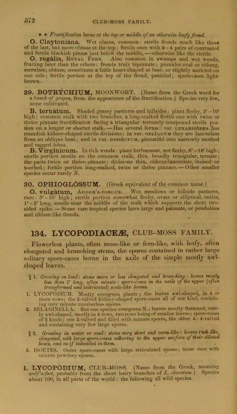 * * Fructification borne at the top or middle of an otherwise, leafy frond. O. Claytoni&na. Wet places, common: sterile fronds much like those of the last, hut more obtuse at the top ; fertile ones with 2-4 pairs of contracted and fertile blackish pinna; just below the middle, — otherwise like the sterile. O. reg&lis, Royal Fern. Also common in swamps and wet woods, fruiting later than the others : fronds truly bipinnute; pinnules oval or oblong, serrulate, obtuse, sometimes a little heart-shaped at base, or slightly auricled on one side; fertile portion at the top of the frond, panicled; spore-eases light- brown. 29. BOTRYCHIUM, MOONWORT. (Name from the Greek word for a bunch of grapes, from the appearance of the fructification.) Species very few, none cultivated. B. tern&tum. Shaded grassy pastures nnd hillsides : plant fleshy, 3' -10' high ; common stalk with two branches, a long-stalked fertile one with’ twice or thrice pinnate fructification facing a triangular temntely compound sterile por- tion on a longer or shorter stalk. — Has several forms : var. i.unarioIdrs has roundish kidney-shaped sterile divisions; in var. oiilIouum they are lanceolate from an oblique base; and in var. jmssectum, pinnatifid into narrowly toothed and ragged lobes. B. Virginicum. In rich woods : plant herbaceous, not fleshy, 6' -18' high; sterile portion sessile on the common stalk, thin, broadly triangular, termite; the parts twice or thrice pinnate; divisions thin, oblomr-lanceolnte. incised or toothed; fertile portion long-stalked, twice or thrice pinnate. — Other smaller species occur rarely N. 30. OPHIOGLOSSUM. (Greek equivalent of the common name ) O. vulg&tum, Adder’s-tongce. Wet meadows or hillside pastures, rare: 3'-10' high; sterile portion somewhat fleshy, ovate or elliptical, entire, l'-2' long, sessile near the middle of the stalk which supports the short two- sided spike. — Some rare tropical species have large and palmate, or pendulous and ribbon-like fronds. 134. LYCOPODIACEiE, CLUB-MOSS FAMILY. Flowerless plants, often moss-like or fern-like, witli leafy, olten elongated and branching stems, the spores contained in rather large solitary spore-cuses borne in the axils of the simple mostly awl- shaped leaves. § 1. Growing on land: stems more or less elongated and branching: leaves mostly less than V long, often minute: sjtore-cases in the axils of the upper (often transformed arid imbricated) scale-like leaves. 1. LYCOPODIUM. Mostly evergreen plants; the leaves awl-shaped, in 4 or more rows; the 2-valved kidney-shaped spore-cases all of one kind, contain- ing only minute numberless spores. 2. SELAGINELLA. But one species evergreen N.; leaves mostly flattened, rare- ly awl-shaped, mostly in 4 rows, two rows being of smaller leaves; spore-cases of 2 kinds; one 2-valved anil filled with minute spores, the other 3-4-valved and containing very few largo spores. § 2. Growing in water or mud: stems very short and conn-like: leaves ntsh like, elongated, with large s/wre-cases adhering to the upper surface of their dilated bases, and as if ivwedded in them. • 3. ISOETES. Outer spore-cases with large roticulated spores; inner ones with minute powdery spores. 1. LYCOPODIUM, CLUB-MOSS. (Name from the Greek, meaning v'olf’s-foot, probably from the short hairy branches of / clavatum.) Specie! about UK), in all ports of the world : the following all wild species.