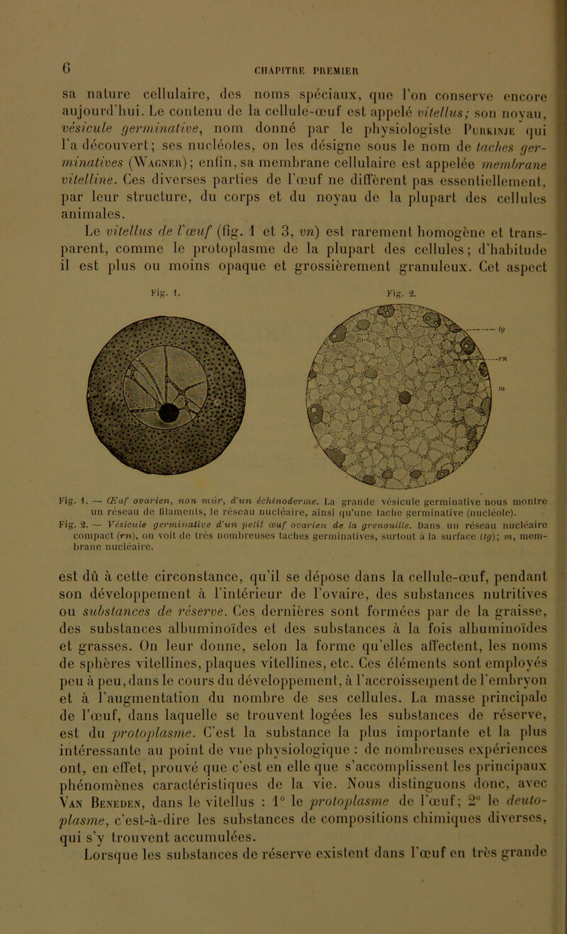 G sa nalure ccllulairc, des noms speciaux, rjue Fon conserve encore aujourd’hui. Le contenu de la cellule-oeuf cst appelb vitellus; son novau, vesicule germinative, nom donne par le physiologiste Purkinje qui l’a decouvert; ses nucleoles, on les designe sous Ie nom Attaches ger- minatives (Warner); enfin,sa membrane cellulaire est appelee membrane vitelline. Ces diverses parties de l’oeuf ne different pas essentiellement, par lcur structure, du corps et du noyau de la plupart des cellules animales. Le vitellus de Vceuf (fig. i et 3, vn) est rarement homogene et trans- parent, commo le protoplasme de la plupart des cellules; d’habitude il est plus ou moins opaque et grossierement granuleux. Cet aspect Fig. i. — CEnf ovarien, non mür, d’un ichinoderme. ba grande vesicule germinative nous montre un reseau de ülamenls, le reseau nucleaire, ainsi qu’une taclie germinative (iiueleolc). Fig. 2. — Visicule germinative d’un petit ceuf ovarien de la grenouille. Dans un reseau nucleaire compact (m), on voit de tres nombreuses laelies germinatives, surtout a la surface (tg)\ m, mem- brane nucleaire. est du ä cette circonstance, qu’il se depose dans la cellule-ceuf, pendanl son developpement ä l’interieur de l’ovaire, des substances nutritives ou substances de reserve. Ces dernieres sont fonnees par de la graisse, des substances albuminoxdes et des substances ä la fois albuminoi'des et grasses. On leur donne, selon la forme qu’elles affectent, les noms de spheres Aitellines, plaques vitellines, etc. Ces Elements sont cmployes peil ä peu,dans le cours du developpement, ä Faccroisscipent de Fembryon et ä Faugmentation du nombre de ses cellules. La masse principale de l’oeuf, dans laquellc se trouvent logees les substances de reserve, est du protoplasme. C’est la substance la plus importante et la plus interessante au point de vue physiologique : de nombreuses cxperiences ont, en effet, prouve que c’est en eile que s’accomplissent les principaux plienomenes caracteristiques de la vie. Nous distinguons donc, avec Van Beneden, dans le vitellus : 1° le protoplasme de l’oeuf; 2° le deuto- plasme, c’est-ä-dire les substances de compositions ckimiques diverses, qui s’y trouvent accumulees. Lorsque les substances de reserve existent dans l’oeuf en tres grande