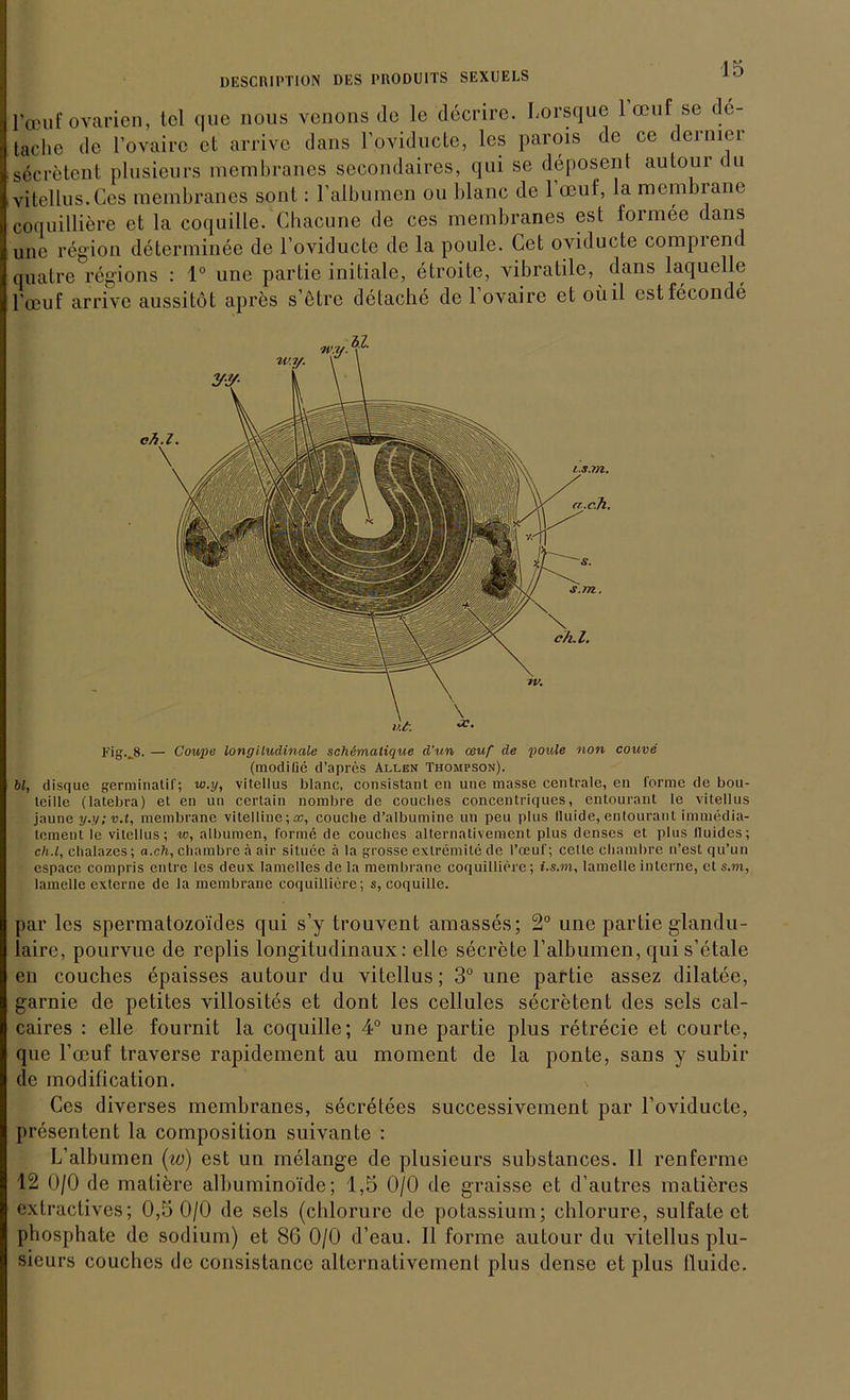 1’cBuf ovarien, tcl que nous vcnons de 1c decrire. Lorsque 1 oeuf se de- tache de l’ovairc et arrive dans l’oviducte, les parois de ce dermer secretenl plusieurs membranes secondaires, qui se deposent autour du vitellus.Ces membranes sonl: l’albumen ou blanc de 1 oeul, la membianc coquilliere et la coquille. Chacune de ces membranes est formee dans une region determinee de l’oviducte de la poule. Cet oviducte comprend quatre regions : 1° une partie initiale, etroite, vibratile, dans laquelle 1'oeuf arrive aussitöt apres s’ötre detache de 1 ovaire et oüil estfeconde Fig.JJ. — Coupe longitudinale schimalique d’un (ßuf de poule non couve (modilie d’apres Allen Thompson). bl, disque germinatif; uo.xj, vitellus blanc, consistant en une masse centrale, en forme de bou- tcille (latebra) et en un certain nombre de coucbes concentriques, entourant le vitellus jaune y.y;v.t, membrane vitelline;«, couclie d’albumine un peu plus lluide, entourant immedia- tcment le vitellus; w, albumen, forme de coucbes alternativement plus denses et plus lluides; ch.l, clialazes; a.ch, chambre ä air situee ä la grosse exlremite de l’oeuf; celte cliambre n’esl qu’un espacc compris entre les deux lamelles de la membrane coquilliere; i.s.m, lamelle interne, et s.m, lamclle externe de la membrane coquilliere; s, coquille. par les spermatozoides qui s’y trouvent amasses; 2° une partie glandu- laire, pourvue de replis longitudinaux: eile secrete l’albumen, qui s’etale en couches epaisses autour du vitellus; 3° une partie assez dilatee, garnie de petites villosites et dont les cellules secretent des sels cal- caires : eile fournit la coquille; 4° une partie plus retrecie et courte, que 1’oeuf traverse rapidement au moment de la ponte, sans y subir de modification. Ces diverses membranes, secretees successivement par l’oviducte, presentent la composition suivante : L’albumen (w) est un melange de plusieurs substances. 11 renferme 12 0/0 de matiere albuminoide; 1,5 0/0 de graisse et d’autres matieres extractives; 0,5 0/0 de sels (chlorure de potassium; chlorure, sulfate et phosphate de sodium) et 8G 0/0 d’eau. II forme autour du vitellus plu- sieurs couches de consistance alternativemenl plus dense et plus lluide.