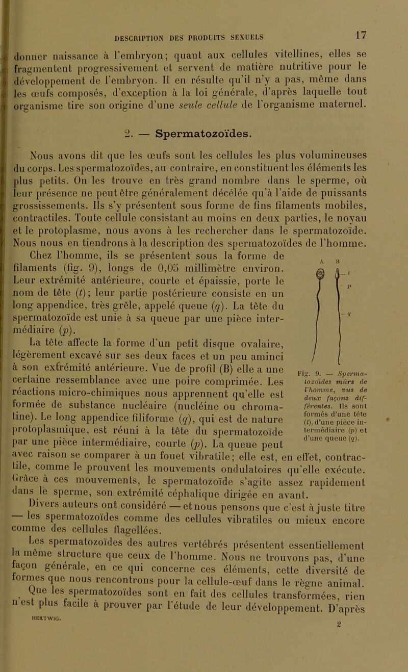 donner naissance ä l’embryon; quant aux cellules vitellines, eiles se fragmentent progressivement et servent de matiöre nutritive pour le developpement de l’embryon. II en resulte qu’il n’y a pas, möme dans les ceufs composes, d’cxception ä la loi generale, d’apres laquelle tout organisme tirc son origine d’une seule cellule de l'organisme maternel. - <1 2. — Spermatozoides. Nous avons dit que les ceufs sont les cellules les plus volumineuses du corps. Les spermatozoides, au contraire, en constituent les elements les plus petits. ün les trouve en tres grand nombre dans le sperme, oü leur presence ne peutetre generalement decelee qu’äl’aide de puissants grossissements. 11s s’y presentent sous forme de Uns filaments mobiles, contractiles. Toute cellule consistant au moins en deux parties, le noyau et le protoplasme, nous avons ä les rechercher dans le spermatozoide. Nous nous en tiendrons ä la description des spermatozoides de l’homme. Chez 1’homme, ils se presentent sous la forme de filaments (fig. 9), longs de 0,05 millimetre environ. Leur extremite anterieure, courte et epaissie, porte le nom de töte (t); leur partie posterieure consiste en un long appendice, tres gröle, appele queue (q). La tete du spermatozoide est unie ä sa queue par une piece inter- mediaire (p). La tete affecte la forme d’un petit disque ovalaire, legerement excave sur ses deux faces et un peu aminci ä son extremite anterieure. Vue de profil (B) eile a une certaine ressemblance avec une poire comprimee. Les reactions micro-chimiques nous apprennent qu’elle est formee de substance nucleaire (nucleine ou chroma- tine). Le long appendice filiforme (q), qui est de nature protoplasmique, est reuni ä la töte du spermatozoide par une piece intermediaire, courte (p). La queue peul avec raison se comparer a un fouet vibratile; eile est, en eilet, contrac- lile, comme le prouvent les mouvements ondulatoires qu’elle cxecute. Li.ice ä ces mouvements, le spermatozoide s’agite assez rapidement dans le sperme, son extremite cephalique dirigee en avant. Diveis auteurs ont considere — etnous pensons que c’est tijuste tilre es spei matozoides comme des cellules vibratiles ou mieux encore comme des cellules llagellees. Los spermatozoides des autres vertebres presentent essentieliemcnt la möme slructure que ceux de fhomme. Nous ne trouvons pas, d’une tagon generale, en ce qui concerne ces elements, cette diversite de iormes que nous rencontrons pour la cellule-oeuf dans le regne animal Que les spermatozoides sont en fait des cellules transformees, ricn n est plus facile ä prouver par l’etudc de leur developpement. D’apres Fig. 9. — Sperma- tozoides mürs de l’homme, vus de deux far.ons dif- firenles. Ils sonl forraes d’une tete (l), d’une piece in- termediaire (p) et d’une queue (q). HERTWIG.