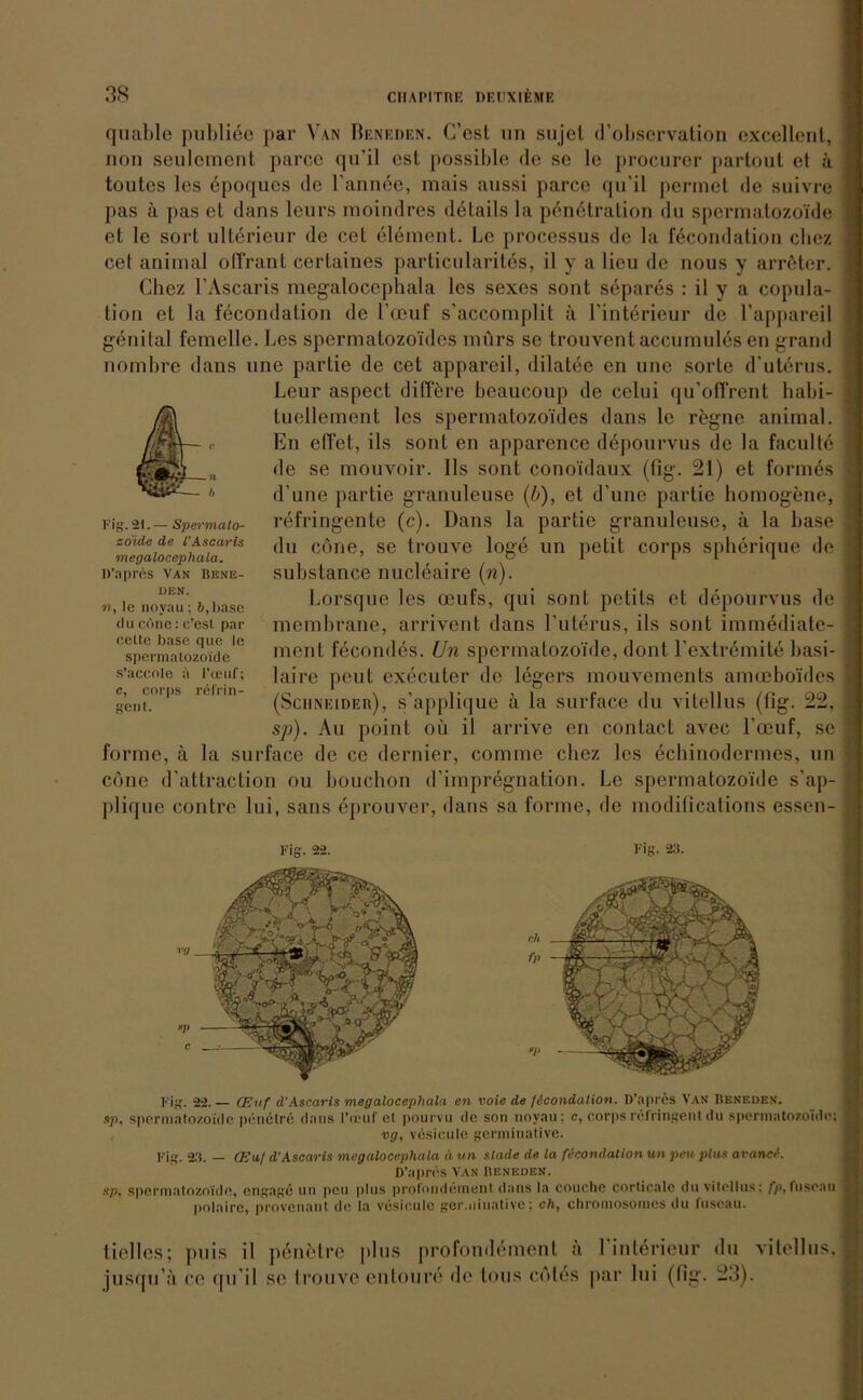 quable publice par Van Beneden. C’est un sujet d’observation cxcellenl, non seulcmcnt parce qu’il csl possible de se le procurer partout et a toutes les epoqucs de l’annee, mais aussi parce qu’il pennet de suivre pas ii pas et dans leurs moindres details la penetration du spermatozoide et le sort ulterienr de cet element. Le proccssus de la fecondation chez cet animal offrant certaines particularitds, il y a lieu de nous y arröter. Chez 1’Ascaris megalocephala les sexes sont separes : il y a copula- tion et la fecondation de l’ceuf s’accomplit ä Finterieur de l’appareil genital femelle. Les spermatozoides mürs se trouvent accumules en grand nombre dans une partie de cet appareil, dilatee en une sorle d’uterus. Leur aspect difföre beaucoup de celui qu’offrent habi- tuellement los spermatozoides dans le regne animal. En eilet, ils sont en apparence depourvus de la faculte de se mouvoir. Ils sont conoidaux (fig. 21) et formes d’une partie granuleuse (b), et d’une partie homogene, refringente (c). Dans la partie granuleuse, ä la base du ebne, se trouAre löge un petit corps spherique de substance nucleaire (n). Lorsque les oeufs, qui sont petits et depourvus de membrane, arrivent dans Futerus, ils sont immediate- ment fecondes. Un spermatozoide, dont l’extremite basi- laire peut executer de legers mouvements ameeboides (Schneider), s’applique ä la surface du vitellus (fig. 22, sp). Au point oü il arrive en contact avec Fceuf, sc forme, ä la surface de ce dernier, comme chez les echinodermes, un ebne d’attraction ou bouchon d’impregnation. Le spermatozoide s’ap- plique contre lui, sans eprouver, dans sa forme, de modifications essen- Fig. 21. — Spermalo- zo'ide de l'Ascaris •megalocephala. D’apres Van Bene- den. n, le noyau ; &,base du cöne: c’est par eelte base que le spermatozoide s’aceole ä l'ceuf; c, corps reli'in- gent. Fig. 22.— CEuf d’Ascaris megalocephala en voia de fecondation. D’apres Van Beneden. sp, spermatozoide penctre dans l’oeuf et pourvu de son noyau; c, corpsrefringenl du spermatozoide: vg, vcsicule germinative. Fig. 2.'t. — (Ea! d'Ascaris megalocephala ä un stade de la fecondation un peil plus avance. D’apres Van Beneden. sp, spermatozoide, ongage un peu plus prolondeinent dans la couclie corticalc du vitellus: fp, fuseau polaire, provenant de la vesiculc ger.niuative; ch, cliromosomcs du fuseau. fiel les; puis il penelre plus profondement a 1 interieur du vitellus. jusqu’ä co qu’il sc trouve entoure de tous ebtes par lui (fig. 23).