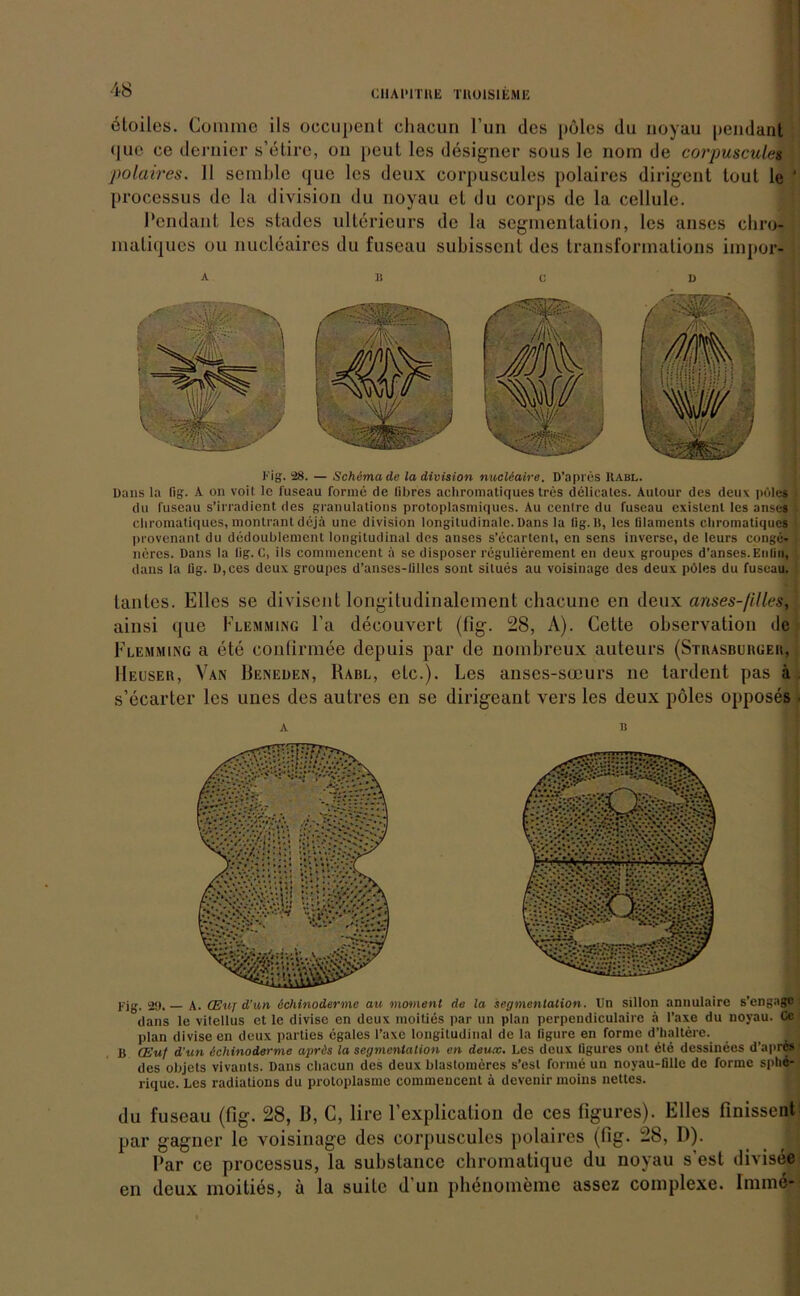 CHAPITIIE T1101S1EME otoiles. Comme ils occupent cliacun l’un des pöles du noyau [icndant que ce dernier s’etire, on peuL les designer sous le nom de corpuscules polaires. II semble que les deux corpuscules polaires dirigent tout le ' processus de la division du noyau et du corj)s de la cellule. Pendant les stades ulterieurs de la Segmentation, les anses chro- maliqucs ou nucleaires du fuseau subissent des transformations impor- Fig. 28. — Schema de la division nucUaire. D’apres Rabl. Dans la fig. A on voit 1c fuseau forme de libres achromatiques tres delicates. Aulour des deuv pöles du fuseau s’irradient des granulations protoplasmiques. Au cenlre du fuseau exislenl les anses chromatiques, montrant dejä une division longitudinale. Dans la fig. B, les filaments chromatiques provenant du dedoublement longitudinal des anses s’ecartent, en sens inverse, de leurs conge- nöres. Dans la fig. 0, ils commencent ä se disposer regulierement en deux groupes d’anses.Enlin, dans la fig. D,ces deux groupes d’anses-iilles sont silues au voisinage des deux pöles du fuseau. lautes. Elles se divisent longitudinalement chacune en deux anses-/illei, ainsi que Flemming l’a decouvert (fig. 28, A). Gette observation de F1 lemming a ete confirmee depuis par de nombreux auteurs (Strasbuhueu, Heuser, Van IIeneden, Habl, etc.). Les anses-sceurs ne tardent pas ä s’ecarter les unes des autres en se dirigeant vers les deux pöles opposes Fig. 29. A. (Euf d’un dchinoderme au inoment de la Segmentation. Un sillon anuulaire s’engagc dans le vitellus et le divise en deux moities par un plan perpeudiculaire ä Taxe du noyau. Cc plan divise en deux parties egales Faxe longitudinal de la ligure en forme d’haltere. B (Euf d'un ichinoderme aprds la Segmentation en deux. Les deux Hgures ont ete dessinees d’apres des objets vivants. Dans cliacun des deux blastomeres s’esl forme un noyau-Blle de forme spliö- rique. Les radiations du protoplasme commencent ä devenir moins nettes. du fuseau (fig. 28, 13, C, lire l’explication de ces figures). Elles finissent par gagner le voisinage des corpuscules polaires (fig. 28, D). I’ar ce processus, la substance chromatique du noyau s'est divisee en deux moities, ä la suite d’un phenoineme assez complexe. Imme-