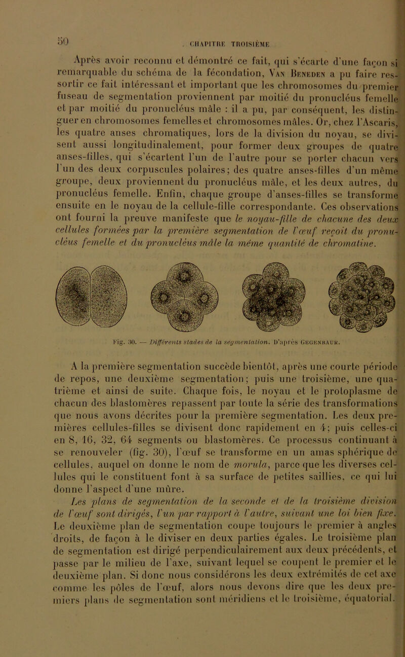 CHAPITRE TROISIEME Apres avoir reconnu et demontrd ce fait, qui s’ecarte d'une fa<;on si remarquable du Schema de la fecondalion, Van Beneden a pu faire res- sorlir ee fait interessant et important que les chromosomes du premier fuseau de Segmentation proviennent par moitie du pronucleus femelle et par moitie du pronucleus mäle : il a pu, par consequent, les distin- guer en chromosomes femclleset chromosomes rnäles. Or, chez FAscaris, les quatre anses chromatiques, lors de la division du noyau, se divi- sent aussi longitudinalement, pour forrner deux groupes de quatre anses-lilles, qui s’ecartent l’un de l’autre pour se porter chacun vers 1 un des deux corpuscules polaires; des quatre anses-lilles d un möme groupe, deux proviennent du pronucleus male, et les deux autres, du pronucleus femelle. Enfin, chaque groupe d’anses-filles se transforme ensuite en le noyau de la cellule-lille correspondante. Ces observations ont fourni la preuve manifeste que le noyau-fille de chacune des deux cellules formees par la premiere Segmentation de l'ceuf recoit die pronu- cleus femelle et du pronucleus mäle la meine quantite de chromatine. Fig. 30. — Diffcrents stades de la Segmentation. l)’;i|>res Gegknbauk. A la premiere Segmentation succede bientöt, apres uue courte periode de repos, une deuxieme Segmentation; puis une troisieme, une qua- trieme et ainsi de suite. Chaque fois, le noyau et le protoplasme de chacun des blastomeres repassenl par tonte la Serie des transformations que nous avons decrites pour la premiere Segmentation. Les deux pre- mieres cellules-filies se divisent donc rapidement en 4; puis celles-ci en 8, IG, 32, 64 segmenls ou blastomeres. Ce processus continuant ä se renouveler (fig. 30), l’oeuf sc transforme en un amas spherique de cellules, auquel on donne le nom de morula, parce que les diverses cei- lules qui le constituent font ä sa surface de petites saillies, ce qui 1 ui donne l’aspect d'une müre. Les plans de Segmentation de la seconde et de la troisieme division de l'ceuf sont diriges, l'un par rapport ä l'autre, suivant une loi bien /ixe. Le deuxieme plan de Segmentation coupe toujours le premier a angles droits, de fagon ä le diviser en deux parties egales. Le troisieme plan de Segmentation est dirige perpendiculairement aux deux precedenls, et jiasse j>ar le milieu de Faxe, suivant lequel se coupent le premier el le deuxieme plan. Si donc nous eonsiderons les deux extremiles de cel axe comme les pöles de Foeuf, alors nous devons dire que les deux Pre- miers plans de Segmentation sont meridiens el le troisieme, equatorial.