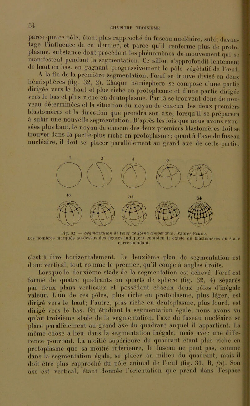 CIIAI'irrtE TR01SIEME |>arce que cc pole, etant plus rapprochö du fuscau nuclbaire, subit davan- tag-e l’influence de ce dernier, et parce qu'il renferme plus de proto- plasme, substance dont procödent les pliönomfenes de mouvement <jui so manifestent pendant la Segmentation. Ce sillon s’approfondit lentement de hauten bas, cn gagnant progressivement le pole vegelatif de l’omf. A la fin de la premiere Segmentation, l’ceuf se trouve divise en deux hemispheres (fig. .52, 2). Cbaque hemispbere se compose d une parlie dirigee vers le haut et plus riebe en protoplasmc et d une partie dirigee vers le bas et plus riebe en deutoplasme. Par lä se trouvent donc de nou- veau determinees et la Situation du noyau de ehacun des deux premiers blastomeres et la direction que prendra son axe, lorsqu’il se preparera a subir une nouvelle Segmentation. D’apres les lois que nous avonsexpo- sees plus baut, le noyau de ebaeun des deux premiers blastomeres doit se trouver dans la partie plus riebe en protoplasme; quant ä Taxe du fuseau nucleaire, il doit se placer parallelement au grand axe de cette partie, Fig. 32. — Segmentation de l’ceuf de Rana temporaria. D’apres Ecker. ],es nombres marques au-dessus des ligures indiquent combien il existe de blastomeres au stade correspondan t. c’est-ä-dire horizontalement. Le deuxieme plan de Segmentation est donc vertical, lout comme le premier, qu’il coupe ä angles droits. Lorsque le deuxieme stade de la Segmentation est acheve, Pcnuf est forme de quatre quadrants ou quarts de spbere (fig. 32, 4) separes par deux plans verticaux et possedant ebaeun deux pbles d’indgale valeur. L’un de ces pbles, plus riebe en protoplasme, plus leger, esl dirige vers le haut; l’autre, plus riebe en deutoplasme, plus lourd, est dirige vers le bas. En etudiant la Segmentation egale, nous avons vu qu’au troisieme stade de la Segmentation, Laxe du fuseau nucleaire se place parallelement au grand axe du quadrant auquel il appartient. La meine chose a lieu dans la Segmentation inegale, mais avee une difie- rence pourlant. La moitie superieure du quadrant etant plus riebe en protoplasme que sa moitie infericure, le fuseau ne peul pas, comme dans la Segmentation egale, se placer au milieu du quadrant, mais il doit btre plus rapproche du pole animal de l’ueuf (fig. 31, B, fn). Son axe est vertical, etant donnee l’orientalion que prend dans l’espace