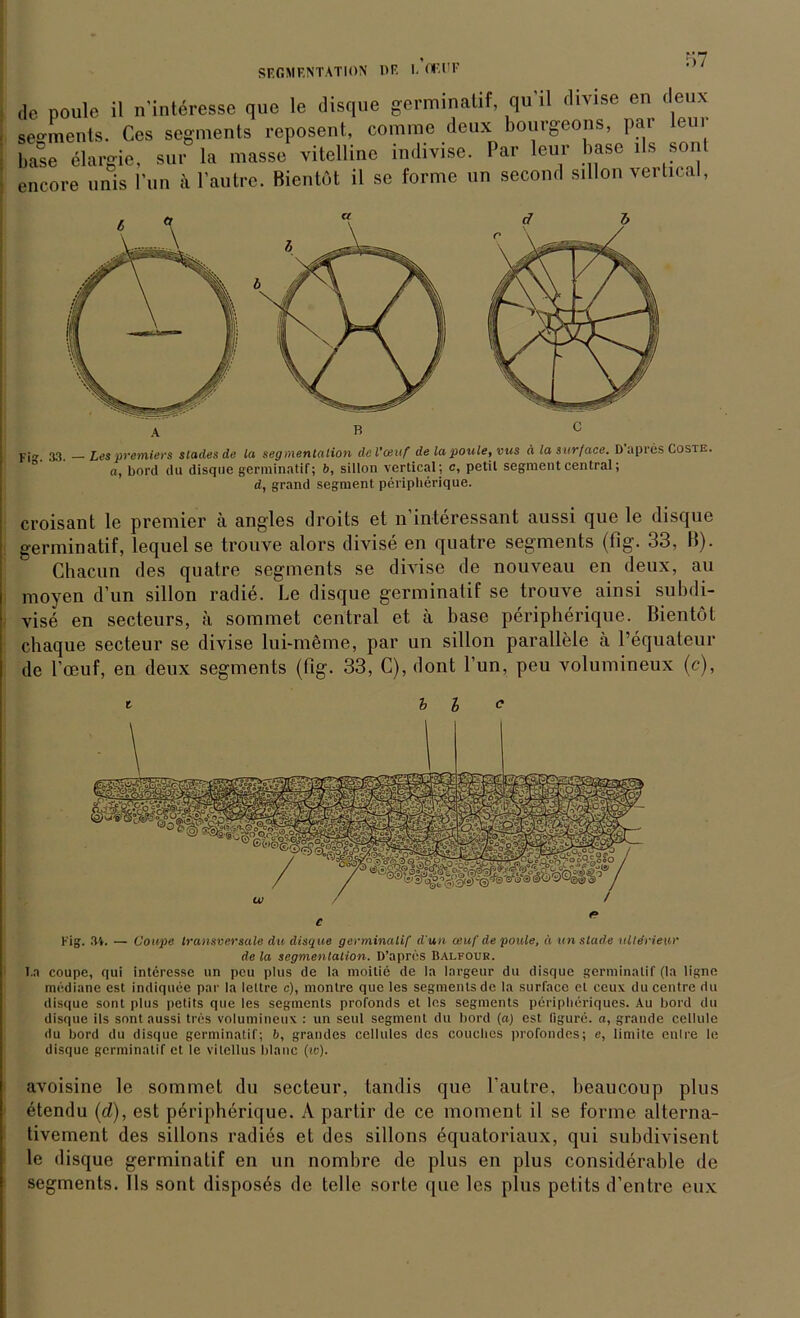 SEGMENTATION DE I. GE HF de poule il n’interesse que le disque gcrminalif, qu’il divise en deux Segments. Ces segments reposent, comme deux bourgeons par lern base elargie, sur la masse vitelline indivise. Par lern base lls sc encore unis Fun k l’autre. Bientöt il se forme un second sillon vertical, B C j. j„ 33 i,es premiers stades de la Segmentation de l’ceuf de la poule, vus d la surface. D apres Coste. a, bord du disque germinatif; b, sillon vertical; c, petit Segment central; d, grand segment peripherique. croisant le premier ä angles droits et n’interessant aussi que le disque germinatif, lequel se trouve alors divise en quatre segments (fig. 33, B). Chacun des quatre segments se divise de nouveau en deux, au moyen d’un sillon radie. Le disque germinatif se trouve ainsi subdi- vise en secteurs, a sommet central et ä base peripherique. Bientöt chaque secteur se divise lui-meme, par un sillon parallele ä l’equateur de l’oeuf, en deux segments (fig. 33, C), dont Tun, peu volumineux (c), i b l c Fig. .V*. — Coupe transversale du disque germinatif d un oeuf de poule, ä un stade uUeriew de la Segmentation. D’apres Balfour. l.a coupc, qui interesse un peu plus de la moilie de la largeur du disque germinatif (la ligne mediane est indiquee par la lettre c), montre que les segments de la surface et ceux du centre du disque sont plus petits que les segments profonds et les segments periplieriques. Au bord du disque ils sont aussi tres volumineux : un seid segment du bord (a) est ligure. a, grande cellule du bord du disque germinatif; 6, grandes ecllules des coucbcs profondes; e, limite enli'e le disque germinatif et le vilellus blaue (w). avoisine le sommet du secteur, tandis que Fautre, beaucoup plus etendu (d), est pöripherique. A partir de ce moment il se forme alterna- tivement des sillons radies et des sillons öquatoriaux, qui subdivisent le disque germinatif en un nombre de plus en plus considerablc de segments. Ils sont disposes de teile sorte f[ue les plus petits d’entre eux