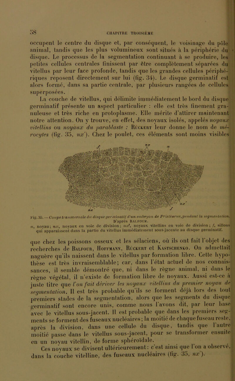 dl A1MTRE TROISIEMK ;i8 occupenl le centre du disque et, par consequent, le voisinage du pole animal, tandis que les plus volumineux sont situes a la peripherie du disque. Le processus de la Segmentation continuant ä se produire, les pelites cellules centrales finissent par 6tre completement separees du vitellus par leur face profonde, tandis que les grandes cellules periplie- riques reposent directement sur lui (fig. 34). Le disque germinatif est alors forme, dans sa partic centrale, par plusieurs rangöes de cellules superposees. La couche de vitellus, qui delimlte immediatement le bord du disque germinatif presente un aspect particulier : eile est tres finement gra- nuleuse et tres riche en protoplasme. Elle merite d’attirer mnintenant notre attention. On y trouve, en effet, des noyaux isoles, appeles noyaux vitellins ou noyaux du parablaste : Rlckert leur donnc le nom de me- rocytes (fig. 35, nx'). Chez le poulet, ces elements sont moins visibles j.-jq-, 3jj. Coupe transversale du disque germinatif d’un embryon de Pristiurus,pendant la segmenlalion. D’apres Baf.four. ■n, noyau; nx, noyaux en voie de division; tut?, noyaux vitellins en voie de division ; f, sillons ' qui' apparaissen't dans la partic du vitellus iramediatement sous-jacenle au disque germinatif. que chez les poissons osseux et les selaciens, oü ils ont fait l'objet des recherches de Balfour, Hoffmann, Rückert et Kastscheneo. On admettait naguere qu’ils naissent dans le vitellus par formation libre. Celle hypo- these est tres invraisemblable; car, dans l’etat actuel de nos connais- sances, il semble demontre que, ni dans le regne animal, ni dans le regne vegetal, il n’existe de formation libre de noyaux. Aussi est-ce ä juste titre que l'onfait deriver les noyaux vitellins du premier noyau de Segmentation. Il est tres probable qu’ils se forment dejä lors des tont Premiers stades de la Segmentation, alors que les segments du disque germinatif sont encorc unis, comme nous 1 aAons dit, pai leur base avec le vitellus sous-jacent. 11 est probable que dans les premiers Seg- ments se forment des fuseaux nucleaires; la moitie de chaque fuseau i oste, apres la division, dans une cellule du disque, tandis que 1 autre moitie passe dans le vitellus sous-jacent, pour se transfoimei ensuite en un noyau vitellin, de forme spheroidale. Ces noyaux se divisent ulterieurement: c est ainsi que 1 ou a ob sei \ t, dans la couche vitelline, des fuseaux nucleaires (fig. 35, nx).