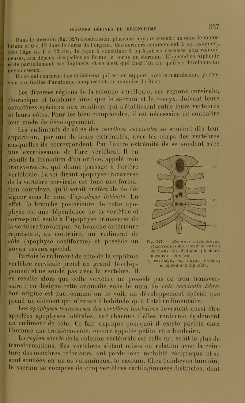 OHGÄNBS DKUIVKS DU MKSENCHYME Dans le slernum ^fig. 327) äpparaissent plusieurs noyaux osseux : un dans lcmanu- brium et 6 ii 12 dans le corps de l'organe. Ces derniers commencent ä se fusionner, vers l’äge de 6 ä 12 ans, de fapon ii constituer 3 ou 4 pieces osseuses plus volumi- neuses, aux depens desquelles se forme le corps du sternum. L’appendice xiphoidc resle partiellement cartilagineux et ce n’est que chez l’enfant qu’il s’y developpe un noyau osseux. En ce qui concerne l’os epislernal qui est en rapport avec le manubrium, je ren- voie aux traites d’analomie comparee et au memoire de Rüge. Les diverses regions de la colonne verlebrale, ses regions cervicale, thoracique et iombaire ainsi que le sacrurn et le coccyx, doivent leurs caractferes speciaux aux relalions qui s’etablissent enlre leurs vertebres et leurs cutes. Pour les bien comprendre, il est necessaire de connaitre leur mode de developpement. Les rudiments de cötes des vertebres cervicales se soudent des leur apparition, par une de leurs extremites, avec les corps des vertebres auxquelles ils correspondent. Par l’autre extremile ils se soudent avec une excroissanee de l’arc vertebral. 11 en resulte la formalion d’un orifice, appele trou transversaire, qui donne passage ä l’artere vertebrale. La soi-disant apophvse transverse de la vertebre cervicale est donc une forma- tion complexe, qu’il serait preferable de de- ’signer sous le nom d'apophyse laterale. En eilet, la brauche posterieure de cette apo- physe est une dependance de la vertebre et correspond seule ä Vapophyse transverse de la vertebre thoracique. Sa branche anlerieure represente, au contraire, un rudiment de cote (apophyse costiforme) et possede un noyau osseux special. Parfois le rudiment de cote de la septieme vertebre cervicale prend un grand develop- pement et ne soude pas avec la vertebre. II en resulte alors que cette vertebre ne possede pas de trou transver- saire : on designe cette anomalie sous le nom de cote cervicale Höre. Son origine est due, comme on le voit, au developpement special que prend un element qui n’existe d’habitude qu’ä l’etat rudimentaire. Les apöphyses transverses des vertebres lombaires devraient aussi etre appelees apophvses laterales, car chacune d’elles renferme egalement un rudiment de cote. Ce 1‘ait explique pourquoi il existe parfois chez l’homme une treizieme cote, encore appelee pelite cote Iombaire. La region sacree de la colonne verlebrale est celle qui subit le plus de Iransformations. Ses vertebres s’etant miscs en relation avec la cein- ture des membres inferieurs, ont perdu leur mobilite reciproque et se sont soudees en un os volumincux, le sacrurn. Chez l’embryon humain, le sacrurn se compose de cinq vertebres cartilagineuses distinctes, dont Fig. 327. — Slernum cartilagineux et exlrimilis des edles d'un enfant de 2 ans. On distingue plusieurs noyaux osseux (no). c, cartilage; no, noyau osseux; a, appendice xiplio'ide.