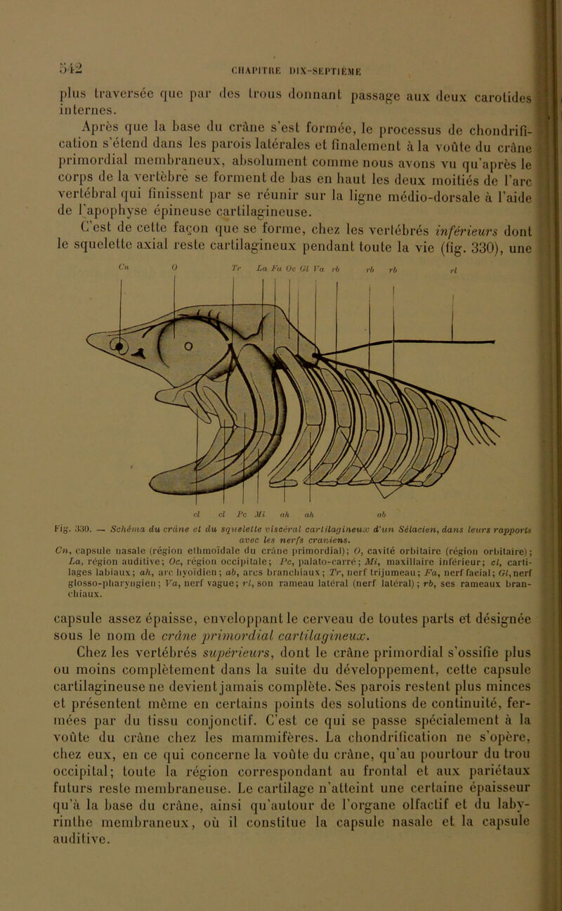 plus traversee que par des Irous donnant passage aux dcux carotides internes. Apres que la base du cräne s’est formee, le processus de chondrifi- calion s elend dans les parois laterales et finalcment ä la voüte du cräne primordial merobrancux, absolument coinine nous avons vu qu'apres le corps de la vertebre se forment de bas en haut les deux moities de l’arc vertebral qui finissent par se reunir sur la ligne medio-dorsale ä l’aide de l'apophyse epineuse cartilagineuse. C est de cette ia^on que se forme, chez les vcrtebres inferieurs donl le squelette axial reste cartilagineux pendant toute la vie (fig. 330), une ü Tr La Fa Oc Gl I ra rb rb rb rl avec les nerfs craniens. Cn, capsule nasale (region etlnnoidale du cräne primordial); O, cavite orbitairc (region orbilaire); La, region auditive; Oc, region occipitale; Pc, palato-carre; Mi, maxillairc inlerieur; cl, carti- lages labiaux; ah, arc byo'idien; ab, arcs brancliiaux; Tr, nerf trijumeau; Fa, nerf faeial; Gt,nerf glosso-pharyngien; Va, nerf vague; rl, son rameau lateral (nerf lateral); rb, ses rameaux bran- ebiaux. capsule assez epaisse, enveloppant le cerveau de toutes parts ei designee sous le nom de cräne 'primordial cartilagineux. Chez les vcrtebres superieurs, dont le cräne primordial s’ossifie plus ou moins completement dans la suite du developpement, cette capsule cartilagineuse ne devient jamais eomplete. Ses parois restent plus minces et presentent meine en certains points des Solutions de continuite, fer- inees par du tissu conjonctif. C’est ce qui se passe specialement ä la voüte du cräne chez les mammiferes. La chondrification ne s'opere, chez eux, en ce qui concerne la voüte du cräne, qu’au pourtour du trou occipital; toute la region correspondant au frontal et aux parietaux futurs reste membraneuse. Le cartilage n’atteint une certaine epaisseur qu’ä la base du cräne, ainsi qu'autour de l’organe olfactif et du laby- rinthe membraneux, oü il constitue la capsule nasale et la capsule auditive.