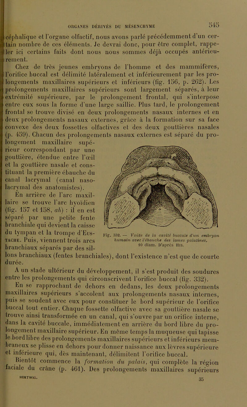 MESENCHYME cephaliquc etl’organe olfactif, nous avons parle precedemment d’un cer- tain nombre de ces elements. Je devrai donc, pour ötre complet, rappe- ler ici certains faits dont nous nous sommes dejä occupes antericu- rement. Cliez de tres jeunes embryons de l’homme et des mammiferes, Forifice buccal est delimile lateralement et inferieurement par les pro- longements maxillaires superieurs et inferieurs (fig. 156, p. 262). Les prolongements maxillaires superieurs sont largement separes, ä leur extremite superieure, par le prolongement frontal, qui s’interpose entre cux sous la forme d’une large saillie. Plus tard, le prolongement frontal se trouve divise en deux prolongements nasaux internes et en deux prolongements nasaux externes, gräce ä la formation sur sa face convexe des deux fossettes olfactives et des deux gouttieres nasales (p. 459). Chacun des prolongements nasaux externes est separe du pro- longement maxillaire supe- rieur correspondant par une gouttiere, etendue entre Foeil et la gouttiere nasale et cons- tituant la premiere ebauche du canal lacrymal (canal naso- lacrymal des anatomistes). En arriere de l’arc maxil- laire se trouve l’arc hyoidien (Fig. 157 et 158, ah) : il en est separe par une petite fente branchiale qui devient la caisse du tympan et la trompe d’Eus- tache. Puis, viennent trois arcs branchiaux separes par des sil- lons branchiaux (fentes branchiales), dont Fexistence n’est que de courle duree. A un stade ulterieur du developpement, il s’est produit des soudures entre les prolongements qui circonscrivent Forifice buccal (fig. 332). En sc rapprochant de dehors en dedans, les deux prolongements maxillaires superieurs s’accolent aux prolongements nasaux internes, puis se soudent avec cux pour constituer le bord superieur de Forifice buccal tout entier. Chaque fossette olfactive avec sa gouttiere nasale se trouve ainsi transformee en un canal, qui s’ouvre par un orifice interne, dans la cavite buccale, immediatement en arriere du bord libre du pro- longement maxillaire superieur. En möme temps la muqueuse qui tapisse le bord libre des prolongements maxillaires superieurs et inferieurs mem- braneux se plisse en dehors pour donner naissance aux levres superieure et infericure qui, des maintenant, delimitent Forifice buccal. Bientöt commcnce la formation du palais, qui complete la region faciale du crane (p. 461). Des prolongements maxillaires superieurs 35 Fig. 332. — Voüle de la cavile buccale d'un embryon humain avec l’ibauche des lames palatines. 10 diam. D’apres His. hertwig.