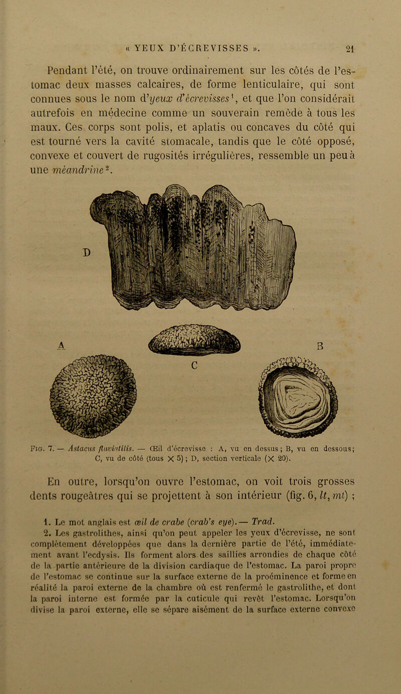 Pendant Pete, on trouve ordinairement sur les cotes de l’es- Lomac deux masses calcaires, de forme lenticulaire, qui sont connues sous le nom d’yeux d’ecrevisses', et que l’on considerail autrefois en medecine comme un souverain remede a tous les maux. Ces corps sont polis, et aplatis ou concaves du cote qui est tourne vers la cavite stomacale, tandis que le cote oppose, convexe et couvert de rugosites irregulieres, ressemble un peua une meandrine1 2. Fig. 7. — Astacus fluvialilis. — CEil d'ecrevisse : A, vu en dessus; B, vu en dessous; C, vu de cdt6 (tous X 5); D, section verticale (X 20). En outre, lorsqu’on ouvre l’estomac, on voit trois grosses dents rougeatres qui se projettent a son interieur (fig. 6, It, ml) ; 1. Le mot anglais est ceil de crabe (crab’s eye).— Trad. 2. Les gastrolithes, ainsi qu’on peut appeler les yeux d’6crcvisse, ne sont completcment devclopp6es qne dans la derni6re pai’tie de l’ete, immediate- ment avant l’ecdysis. Ils torment alors des saillies arrondies do chaque cdte de la partie anterieure de la division cardiaque de l’estomac. La paroi propre de 1’estomac se continue sur la surface e.xterne de la proeminence et forme en reality la paroi externe de la chambre ob est renfermd le gastrolithe, et dont la paroi interne est formic par la cuticule qui revfit l’estomac. Lorsqu’on divise la paroi externe, elle se separe aisement de la surface externe convexe