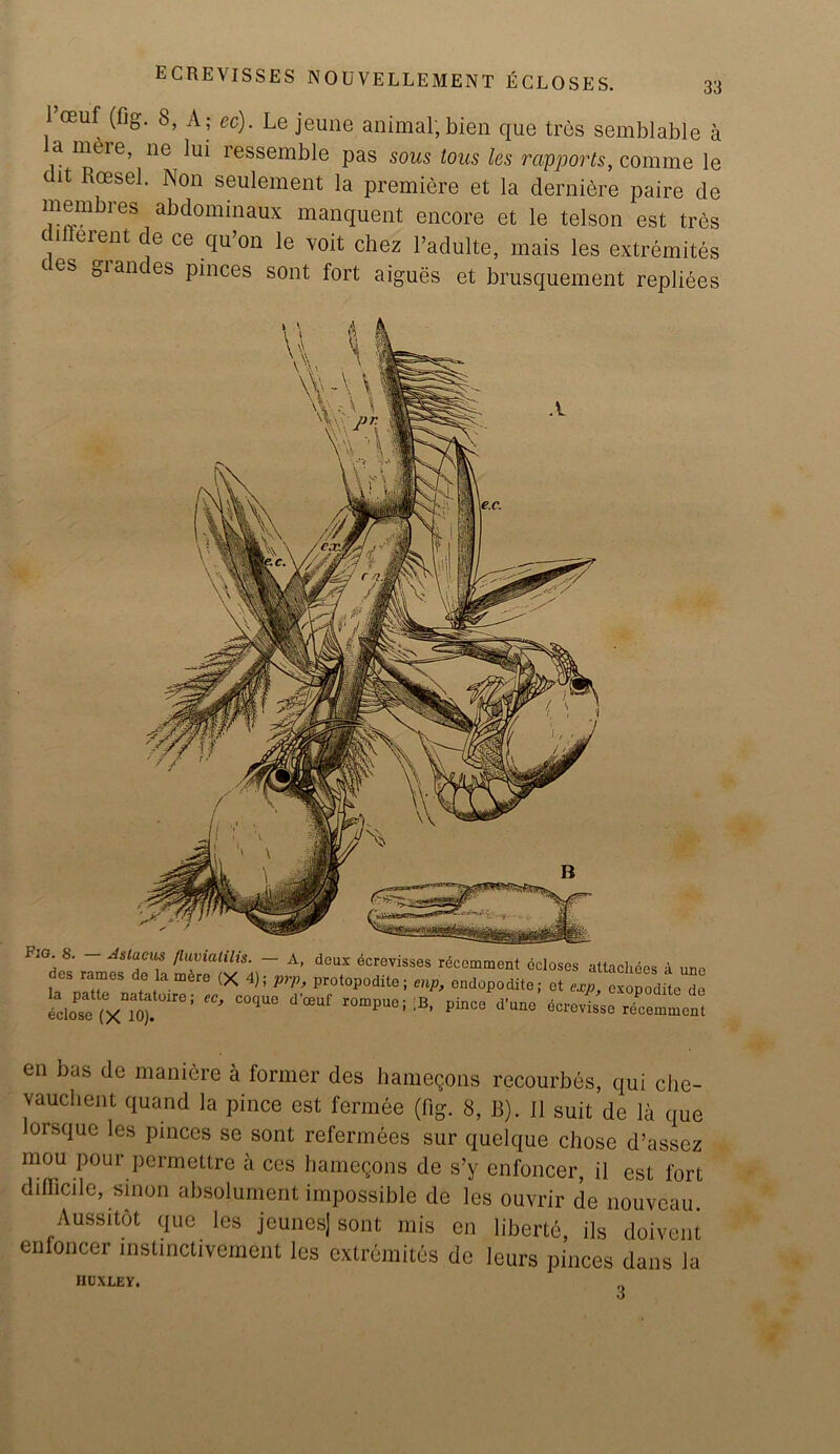 ECREVISSES NOUVELLEMENT ECLOSES. 1 oeuf (fig. 8, A; ec). Le jeune animal; bien que tres semblable a a mere, ne lui ressemble pas sous tous les rapports, comme le c it Rcesel. Non seulement la premiere et la derniere paire de membres abdominaux manquent encore et le telson est tres c i eient de ce qu’on le voit chez l’adulte, mais les extremites c es &rances pinces sont fort aigues et brusquement repliees Fig. 8. Astacus /lumatilis. — A, deux ecrevisses recomment dcloses attaches a um deS rames de la mire (X 4); prp, protopodite; enp, endopodite; et exopodite * C°C1UC d>CBUf r°mPUC;:B’ PinC° d’Une r/cemmen en bas de maniere a former des hamegons recourbes, qui che- vauchent quand la pince est fermee (fig. 8, 13). 11 suit de la que lorsque les pinces se sont refermees sur quclque chose d’assez mou pour permettre a ccs hamegons de s’y cnfoncer, il est fort difficile, sinon absolument impossible de les ouvrir de nouveau Aussitot que les jeunes) sont mis en liberty ils doivent enfoncer mstinctivement les extremites de leurs pinces dans la HUXLEY.