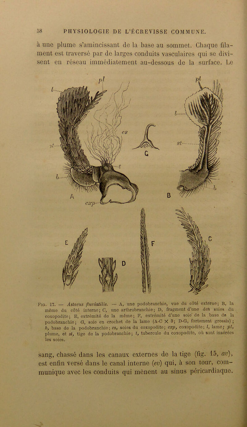 a une plume s’amincissant de la base au sommet. Chaque fila- ment est traverse par de larges conduits vasculaires qui se divi- sent en reseau immediatement au-dessous de la surface. Le Fig. 17. — Aslacus fluviatilis. — A, une podobranchie, vue du cdto externe; B, la mfimo du c6td interne; C, uno arthrobrancliie; D, fragment d’une deS soies du coxopodite; E, extremitd de la m6me; F, extrdmitd d’uno soie’de la .base de la podobranchie; G, soie en crochet de la lame (A-C X 3; D-G, fortoment grossis) ; b, base do la podobranchie; cs, soies du coxopodite; exp, coxopodite; l, lame'; pi, plume, et st, tige de la podobranchie; t, tubercule du coxopodite, ou sont inserees les soies. sang, chasse dans les canaux externes de la tige (fig. 15, av), est enfin verse dans le canal interne (ev) qui, a son tour, com- munique avec les conduits qui menent au sinus pericardiaque.