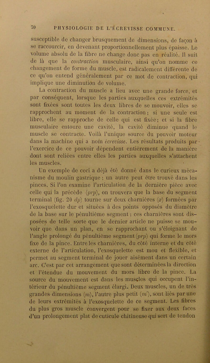 susceptible cle changer brusquement de dimensions, de faqon a se raccourcir, en devenant proportionnellement plus epaisse. Le volume absolu de la fibre ne change done pas en realite. II suit de la que la contraction musculaire, ainsi qu’on nomme ce changement de forme du muscle, est radicalement differente de ce qu’on entend generalement par ce mot de contraction, qui implique une diminution de volume. La contraction du muscle a lieu avec une grande force, et par consequent, lorsque les parties auxquelles ces extremites sont fixees sont toutes les deux libres de se mouvoir, elles se- rapprochent au moment de la contraction; si une seule est libre, elle sc rapproche de celle qui est fixee; et si la fibre musculaire entoure une cavite, la cavite diminue quand le muscle se contraete. Voila l’unique source du pouvoir moteur dans la machine qui a noin ecrevisse. Les resultats produits par* l’exercicc de ce pouvoir dependent enticement de la maniere dont sont reliees entre elles les parties auxquelles s’attachent les muscles. Un exemple de ceci a deja ete donne dans le curieux meca- nisme du moulin gastrique ; un autre peut etre trouve dans les pinces. Si Ton examine l’articulation de la derniere piece avec celle qui la precede (prp), on trouvera que la base du segment terminal (fig. 20 dp) tourne sur deux charnieres (x) formees par l’exosquelette dur et situees a des points opposes du diametre de la base sur le penultieme segment; ces charnieres sont dis— posees de telle sorte que le dernier article ne puisse se mou- voir que dans un plan, en se rapprochant ou s’eloignant de l’angle prolonge du penultieme segment {prp) qui forme le mors fixe de la pince. Entre les charnieres, du cote interne et du cote externe de l’articulation, l’exosquelette est mou et flexible, et permet au segment terminal de jouer aisement dans un certain arc. G’est par cet arrangement que sont determinees la direction et Petendue du mouvement du mors libre de la pince. La source du mouvement est dans les muscles qui occupcnt l’in- terieur du penultieme segment elargi. Deux muscles, un de tres grandes dimensions (m), l’autre plus petit (m'), sont lies par une de leurs extremites a l’exosquelette de ce segment. Les fibres du plus gros muscle convergent pour se fixer aux deux faces d’un prolongement plat decuticule chitineuse qui sert de tendon