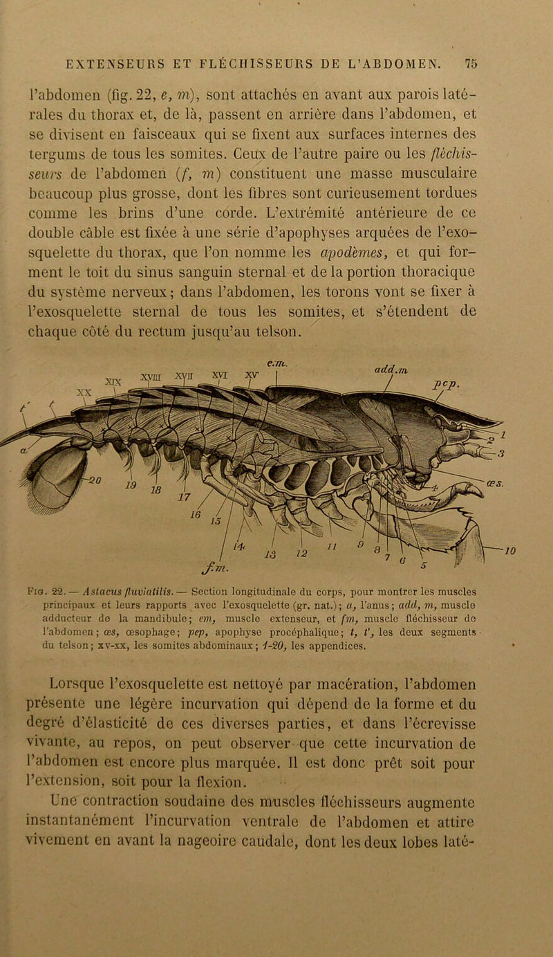 l’abdomen (fig. 22, e, m), sont attaches en avant aux parois late- rals du thorax et, de la, passent en arriere dans l’abdomen, et se divisent en faisceaux qui se fixent aux surfaces internes des tergums de tous les somites. Ceux de l’autre paire ou les flechis- seurs de l’abdomen (f, m) constituent une masse musculaire beaucoup plus grosse, dont les fibres sont curieusement tordues coinme les brins d’une corde. L’extremite anterieure de ce double cable est fixee a une serie d’apophyses arquees de l’exo- squelette du thorax, que l’on nomme les cipod'cmes, et qui fola- ment le toit du sinus sanguin sternal et de la portion thoracique du systeme nerveux; dans l’abdomen, les torons vont se fixer a l’exosquelette sternal de tous les somites, et s’etendent de chaque cote du rectum jusqu’au telson. Fio. 22.— Astacus fluvicitilis.— Section longitudinale du corps, pour montrer les muscles principaux et leurs rapports avec l'exosquclette (gr. nat.); a, l’anus; add, m, muscle adducteur de la mandibule; cm, muscle extenscur, et fm, muscle fl6chisseur de l’abdomen; ces, cesophage; pep, apophyse proceplialique; t, V, les deux segments du telson; xv-xx, les somites abdominaux; 1-20, les appendices. Lorsque l’exosquclette est nettoye par maceration, l’abdomen presente une legere incurvation qui depend de la forme et du degre d’elasticite de ces diverses parties, et dans Pecrevisse vivante, au repos, on peut observer que cette incurvation de 1’abdomen est encore plus marquee. 11 est done pret soit pour l’extension, soit pour la flexion. Une contraction soudaine des muscles flechisseurs augmente instantanement l’incurvation ventralc de l’abdomen et attire vivement en avant la nageoire caudaie, dont les deux lobes late-