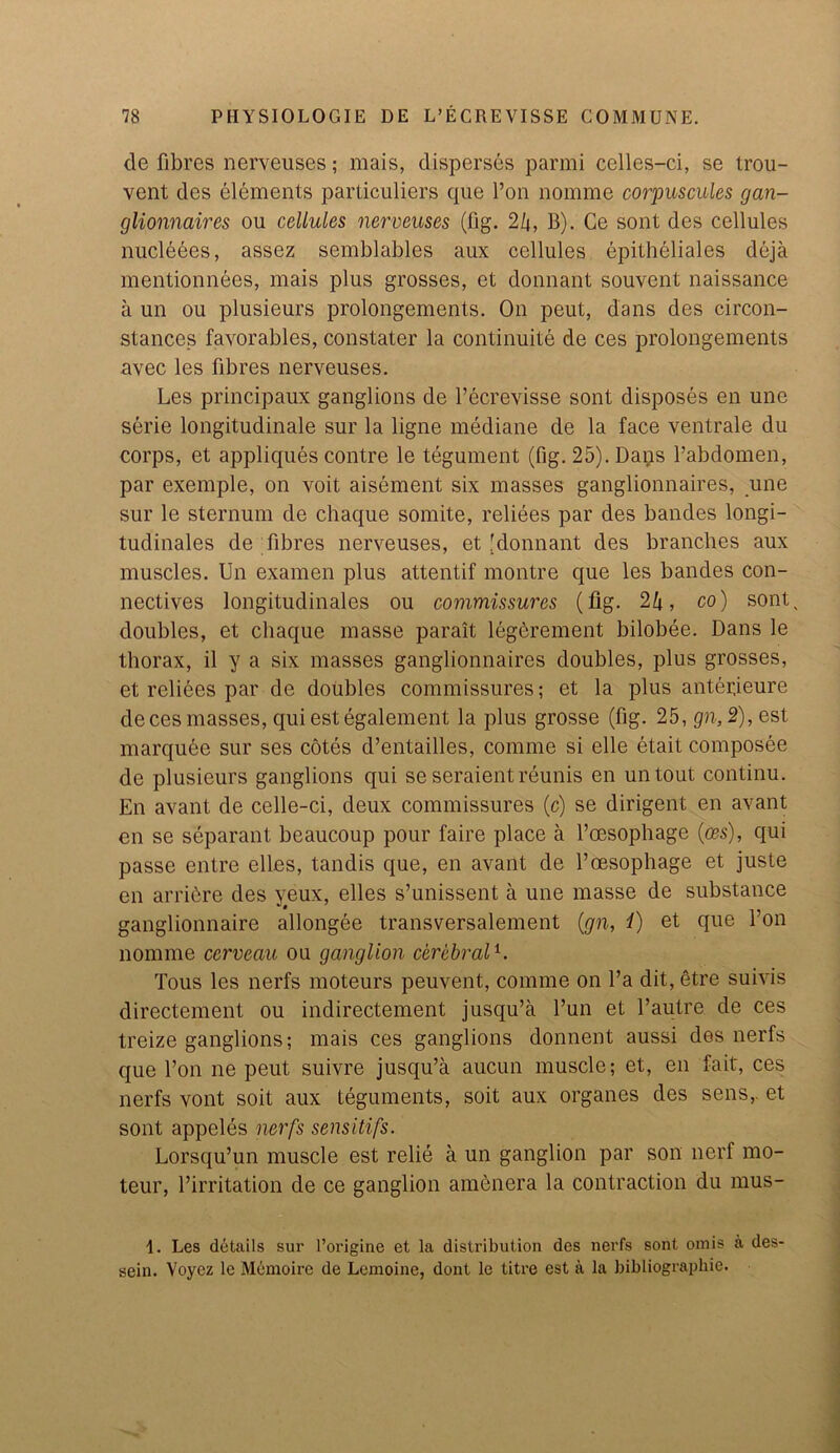 de fibres nerveuses; mais, disperses parmi celles-ci, se trou- vent des elements particuliers que l’on nomme corpuscules gan- glionnaires ou cellules nerveuses (fig. 2k, B). Ce sont des cellules nucleees, assez semblables aux cellules epitheliales deja mentionnees, mais plus grosses, et donnant souvent naissance a un ou plusieurs prolongements. On peut, dans des circon- stances favorables, constater la continuite de ces prolongements avec les fibres nerveuses. Les principaux ganglions de fecrevisse sont disposes en une serie longitudinale sur la ligne mediane de la face ventrale du corps, et appliques contre le tegument (fig. 25). Daps l’abdomen, par exemple, on voit aisement six masses ganglionnaires, une sur le sternum de chaque somite, reliees par des bandes longi- tudinales de fibres nerveuses, et 'donnant des branches aux muscles. Un examen plus attentif montre que les bandes con- nectives longitudinales ou commissures (fig. 24, co) sonU doubles, et chaque masse parait legerement bilobee. Dans le thorax, il y a six masses ganglionnaires doubles, plus grosses, et relives par de doubles commissures; et la plus antepieure de ces masses, qui est egalement la plus grosse (fig. 25, gn, 2), est marquee sur ses cotes d’entailles, comme si elle etait composee de plusieurs ganglions qui se seraientreunis en un tout continu. En avant de celle-ci, deux commissures (c) se dirigent en avant en se separant beaucoup pour faire place a foesophage (ces), qui passe entre elles, tandis que, en avant de l’cesophage et juste en arri6re des y#eux, elles s’unissent a une masse de substance ganglionnaire allongee transversalement (gn, i) et que l’on nomme cerveau ou ganglion cerebral1. Tous les nerfs moteurs peuvent, comme on l’a dit,etre suivis directement ou indirectement jusqu’a l’un et l’autre de ces treize ganglions; mais ces ganglions donnent aussi des nerfs que foil ne peut suivre jusqu’a aucun muscle; et, en fait, ces nerfs vont soit aux teguments, soit aux organes des sens,, et sont appeles nerfs sensitifs. Lorsqu’un muscle est relie a un ganglion par son nerf mo- teur, f irritation de ce ganglion amenera la contraction du mus- 1. Les details sur l’origine et la distribution des nerfs sont omis a des- sein. Voyez le Memoire de Lemoine, dont le titre est a la bibliographie.