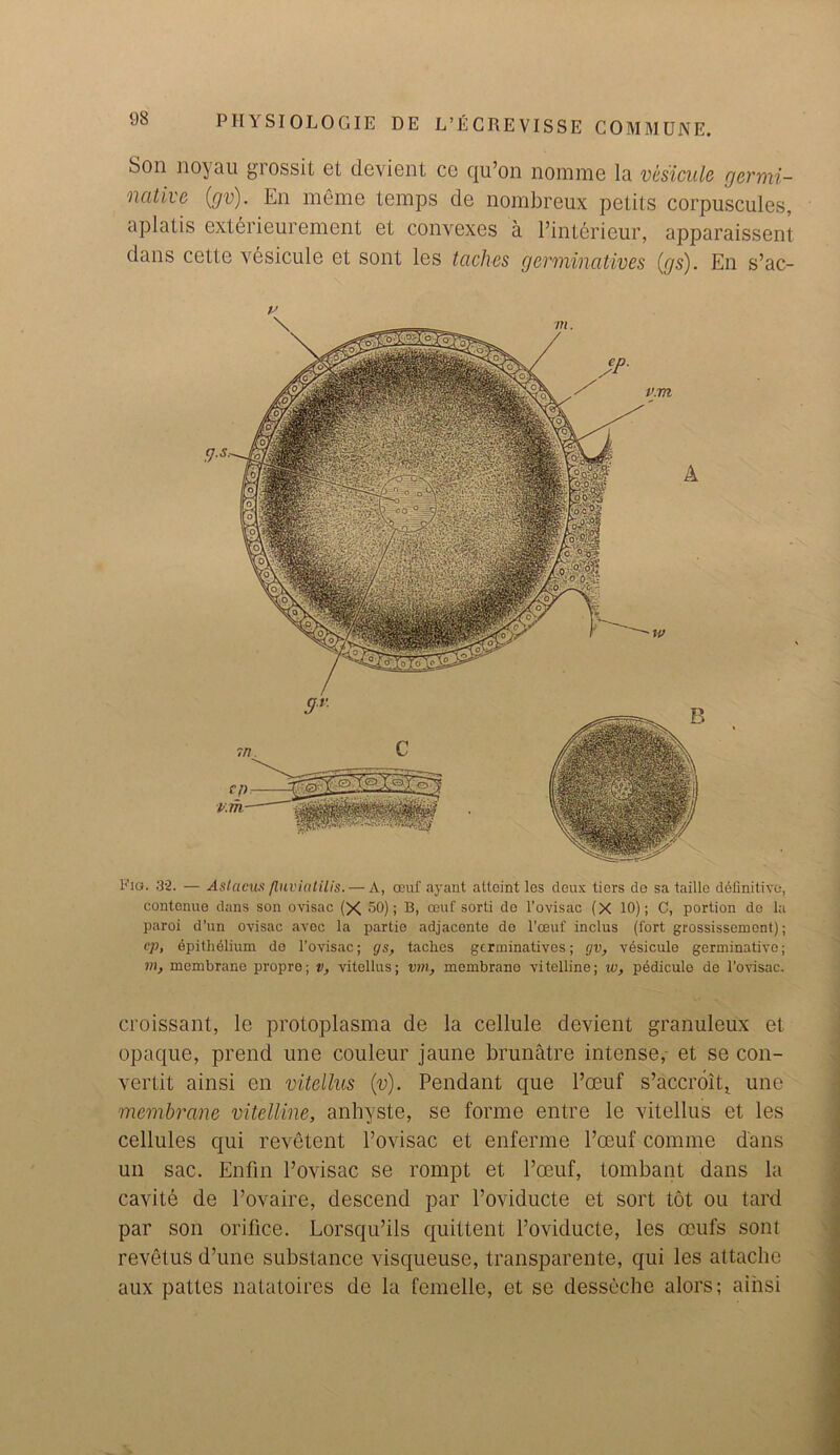 Son noyau grossit et devient co qu’on nomme la vesicule germi- native (gv). En meme temps de nombreux petits corpuscules, aplatis exterieurement et convexes a l’interieur, apparaissent dans cette vesicule et sont les taches germincitives (gs). En s’ac- p> Kig. 32. — Aslacus fluvialilis. — A, CBuf ayant atloint les deux tiers de sa taille definitive, contenue dans son ovisac (X 50); B, ceuf sorti de l’ovisac (X 10); C, portion de la paroi d’un ovisac avec la partie adjacente de l'ceuf inclus (fort grossissement); op, dpitlidlium do l’ovisac; gs, taches gcrminatives; gv, vesicule germinative; in, membrane propre; v, vitellus; vm, membrane vitelline; w, pediculo de l’ovisac. croissant, le protoplasma de la cellule devient granuleux et opaque, prend une couleur jaune brunatre intense,- et se con- vertit ainsi en vitellus (v). Pendant que l’ceuf s’accroit, une membrane vitelline, anhyste, se forme entre le vitellus et les cellules qui revetent l’ovisac et enferme l’ceuf comme dans un sac. Enfin l’ovisac se rompt et l’ceuf, tombant dans la cavite de l’ovaire, descend par l’oviducte et sort tot ou tard par son orifice. Lorsqu’ils quittent l’oviducte, les ccufs sont revetus d’une substance visqueuse, transparente, qui les attache aux pattes natatoires de la femelle, et se desseche alors; ainsi