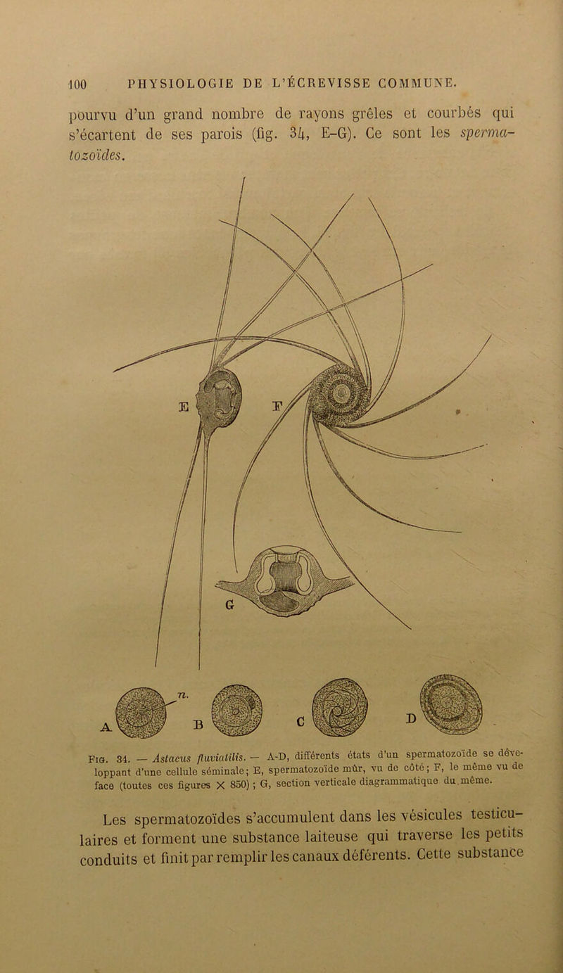 pourvu d’un grand nombre de rayons greles et courbes qui s’ecartent de ses parois (fig. 2>k, E-G). Ce sont les sperma- tozoicles. Fig. 34. - Astacus fluviatilis. - A-D, difiKrents etats d’un spermatozoide se dtfvc- loppant d’une cellule seminale; E, spermatozoide mdr, vu de cdte; F, le meme vu de face (toutes ces figures X 850); G, section verticale diagrammatique dumerne. Les spermatozo’ides s’accumulent dans les vesicules testicu laires et forment une substance laiteuse qui traverse les petits conduits et fmitparremplir les canaux deferents. Cette substance