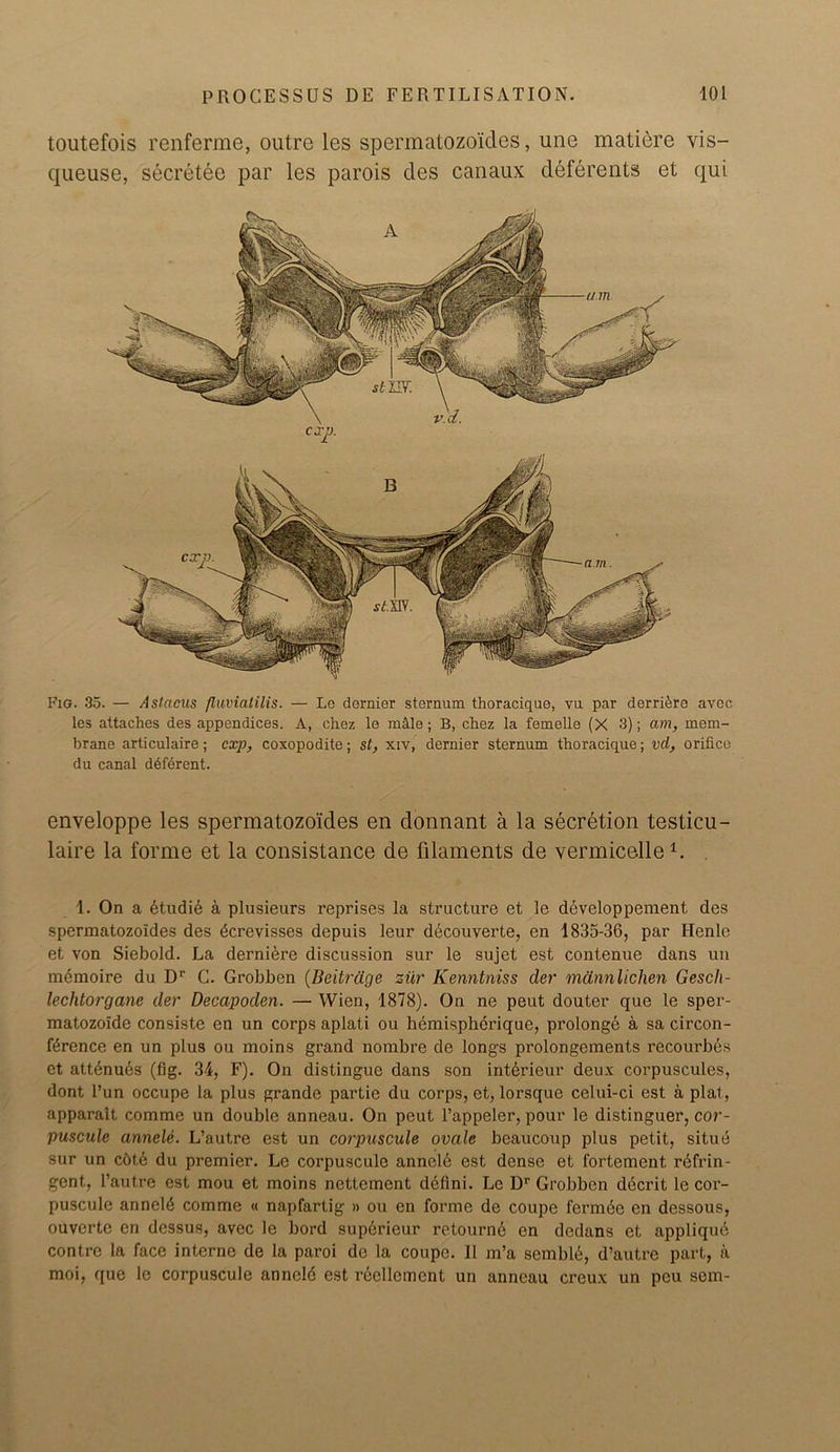 toutefois renferme, outre les sperrnatozoides, une matiere vis- queuse, secretee par les parois des canaux deferents et qui Fig. 35. — Aslacus fluviatilis. — Le dernier sternum thoracique, vu par derrifere avoc les attaches des appendices. A, chez le m&le; B, chez la femelle (X 3); am, mem- brane articulaire; exp, coxopodite; st, xiv, dernier sternum thoracique; vd, orifice du canal deferent. enveloppe les sperrnatozoides en donnant a la secretion testicu- laire la forme et la consistance de filaments de vermicelle1. . 1. On a etudid a plusieurs reprises la structure et le developpement des sperrnatozoides des dcrevisses depuis leur ddcouverte, en 1835-36, par I-Ienle et von Siebold. La dernidre discussion sur le sujet est contenue dans un memoire du Dr C. Grobben (Beitrdge ziir Kenntniss cler mclnnlichen Gesch- lechtorgane der Decapoden. — Wien, 1878). On ne peut douter que le sper- matozolde consiste en un corps aplati ou hemispherique, prolonge a sa circon- fdrence en un plus ou moins grand nombre de longs prolongements recourbes et attenuds (fig. 34, F). On distingue dans son intdrieur deux corpuscules, dont l’un occupe la plus grande partie du corps, et, lorsque celui-ci est a plat, apparait comme un double anneau. On peut l’appeler, pour le distinguer, cor- puscule anncle. L’autre est un corpuscule ovale beaucoup plus petit, situe sur un c6t,6 du premier. Le corpuscule anneld est dense et fortement rdfrin- gent, l’autre est mou et moins nettement defini. Le Dr Grobben dccrit le cor- pusculc anneld comme « napfartig » ou en forme de coupe fermde en dessous, ouverte en dessus, avec le bord supdrieur retournd en dedans et appliqud contre la face interne de la paroi de la coupe. 11 m’a sembld, d’autre part, a moi, que le corpuscule anncld est recllement un anneau creux un peu sem-