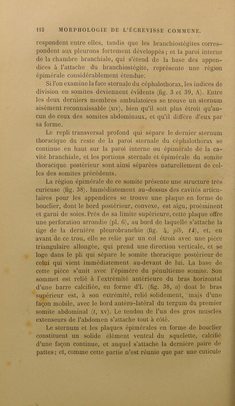 respondent entre elles, tandis que les branchiostegites corres- pondent aux pleurons fortement developpes; et la paroi interne de la chambre branchiale, qui s’etend de la base des appen- dices a 1’attache du branch iostegite, represente une region epimerale considerablement etendue. Si Ton examine la face sternale du cephalothorax, les indices de division en somites deviennent evidents (fig. 3 et 39, A). Entre les deux derniers membres ambulatoires se trouve un sternum aisement reconnaissable (xiv), bien qu’il soit plus etroit qu’au- cun de ceux des somites abdominaux, et qu’il differe d’eux par sa forme. Le repli transversal profond qui separe le dernier sternum thoracique du reste de la paroi sternale du cephalothorax se continue en haut sur la paroi interne ou epimerale de la ca- vite branchiale, et les portions sternale et epimerale du somite thoracique posterieur sont ainsi separees naturellement de cel- les des somites precedents. La region epimerale de ce somite presente une structure tres' curieuse (fig. 38). Immediatement au-dessus des cavites articu- laires pour les appendices se trouve une plaque en forme de bouclier, dont le bord posterieur, convexe, est aigu, preeminent et garni de soies. Pros de sa limite superieure, cette plaque offre une perforation arrondie (pi. 6), au bord de laquelle s’attache la tige de la derniere pleurobranchie (fig. k, plb, 14), et, en avant de ce trou, elle se relie par un col etroit avec une piece triangulaire allongee, qui prend une direction verticale, et se loge dans le pli qui separe le somite thoracique posterieur de celui qui vient immediatement au-devant de lui. La base de cette piece s’unit avec 1’epimere du penultieme somite. Son sommet est relie a l’extremite anterieure du bras horizontal d’une barre calcifiee, en forme d’L (fig. 38, a) dont le bras superieur est, a son extremite, relie solidement, mais d’une faqon mobile, avec le bord antero-lateral du tergum du premier somite abdominal (t, xv). Le tendon de l’un des gros muscles extenseurs de l’abdomen s’attache tout a cote. Le sternum et les plaques epimerales en forme de bouclier constituent un solide element ventral du squelette, calcifie d’une faqon continue, et auquel s’attache la dernibre paire de pattes; et, comme cette partie n’est reunie que par une cuticule