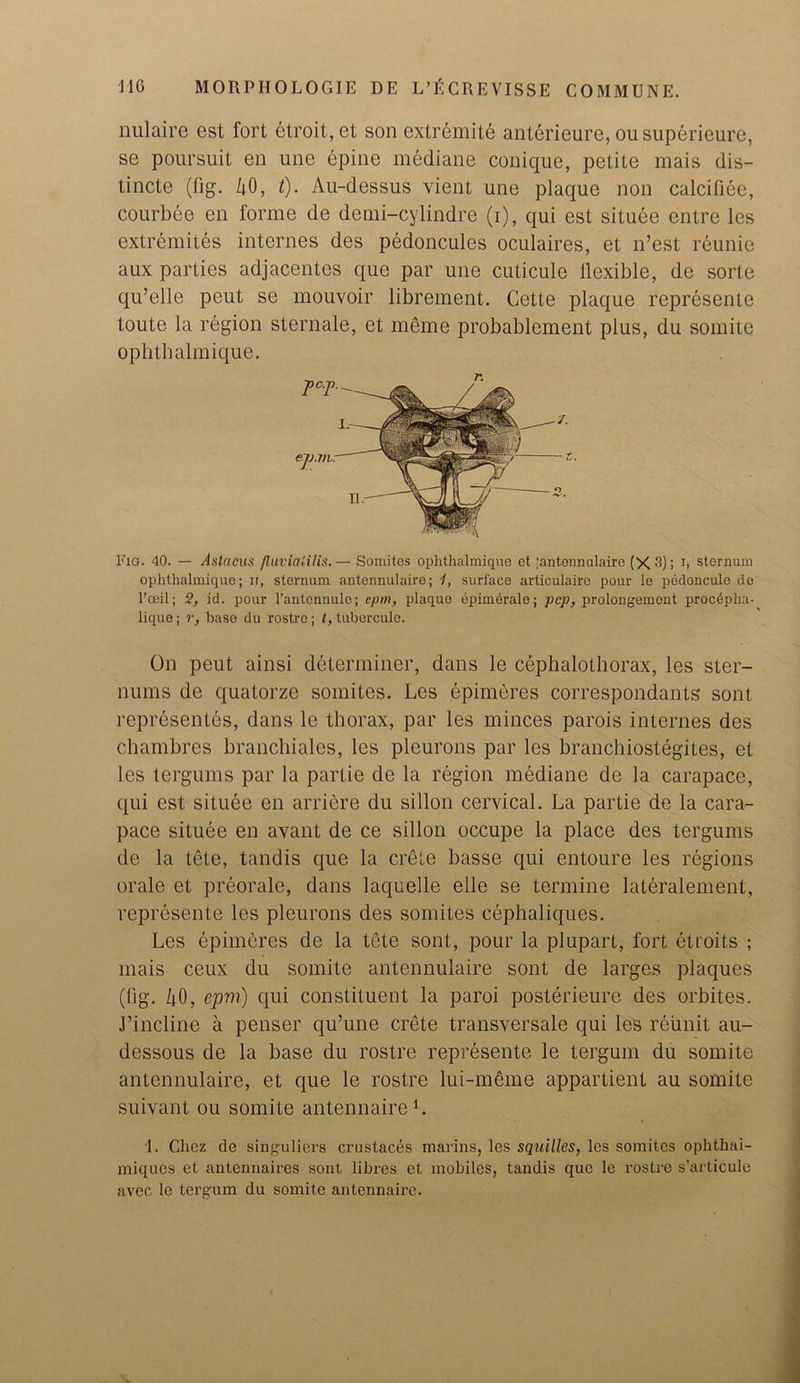 nulaire est fort etroit,et son extremity anterieure, ousuperieure, se poursuit en une epine mediane conique, petite mais dis- tincte (fig. Z;0, t). Au-dessus vient une plaque non calciliee, courbee en forme de demi-cylindre (i), qui est situee entre lcs extremites internes des pedoncules oculaires, et n’est reunie aux parties adjacentes que par une cuticule flexible, de sorte qu’elle peut se mouvoir librement. Cette plaque represente toute la region sternale, et meme probablement plus, du somite ophthalmique. Fig. 40. — /Islacus fluviaiilis.— Somites ophthalmique ct ;antennulaire (X3); b sternum ophthalmique; n, sternum antennulaire; 1, surface articulairc pour le podoncule de l’ceil; 2, id. pour l’antennule; epm, plaque epimerale; pep, prolongemcnt procepha- lique; r, base du rostre; t, tubercule. On peut ainsi determiner, dans le cephalothorax, les ster- nums de quatorze somites. Les epimeres correspondants sont represents, dans le thorax, par les minces parois internes des chambres branchiales, les pleurons par les branchiostegites, et les tergums par la partie de la region mediane de la carapace, qui est situee en arriere du sillon cervical. La partie de la cara- pace situee en avant de ce sillon occupe la place des tergums de la tete, tandis que la crete basse qui entoure les regions orale et preorale, dans laquelle elle se termine lateralement, represente les pleurons des somites cephaliques. Les epimeres de la tete sont, pour la plupart, fort etroits ; mais ceux du somite antennulaire sont de larges plaques (fig. 40, epm) qui constituent la paroi posterieure des orbites. J’incline a penser qu’une Crete transversale qui les reunit au- dessous de la base du rostre represente le tergum du somite antennulaire, et que le rostre lui-meme appartient au somite suivant ou somite antennaire1. L Chez de singuliers crustaces marins, les squilles, les somites ophthai- miques et antennaires sont libres et mobiles, tandis que le rostre s’articule avec le tergum du somite antennaire.