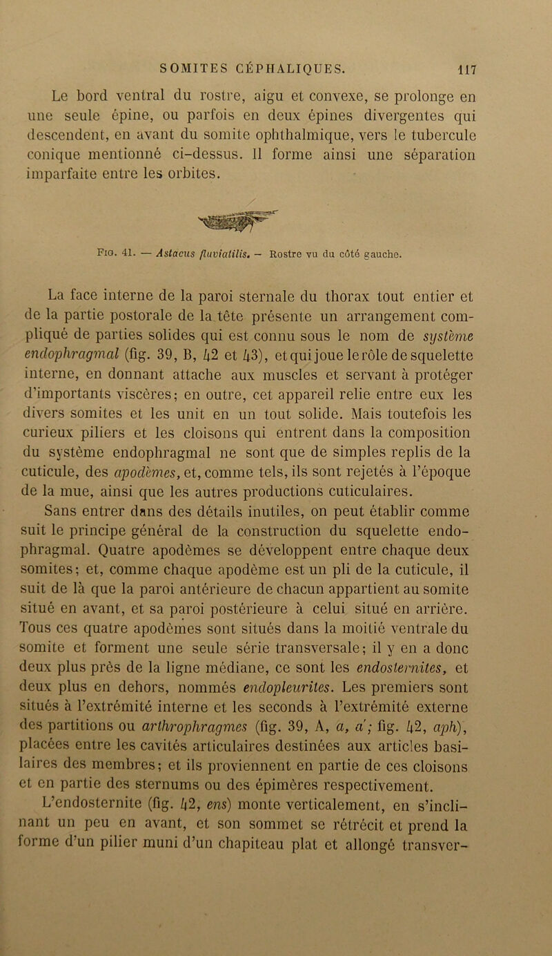 Le bord ventral du rostre, aigu et convexe, se prolonge en une seule epine, ou parfois en deux epines divergentes cpii descendent, en avant du somite ophthalmique, vers le tubercule conique mentionne ci-dessus. 11 forme ainsi une separation imparfaite entre les orbites. Fig. 41. — Astacus fluvialilis. — Rostre vu da cdtd gauche. La face interne de la paroi sternale du thorax tout entier et de la partie postorale de la tete presente un arrangement com- plique de parties solides qui est connu sous le nom de syst'eme enclophragmal (fig. 39, B, 42 et 43), et qui joue le role de squelette interne, en donnant attache aux muscles et servant a proteger d’importants visceres; en outre, cet appareil relie entre eux les divers somites et les unit en un tout solide. Mais toutefois les curieux piliers et les cloisons qui entrent dans la composition du systeme endophragmal ne sont que de simples replis de la cuticule, des apodemes, et, comme tels, ils sont rejetes a l’epoque de la mue, ainsi que les autres productions cuticulaires. Sans entrer dans des details inutiles, on peut etablir comme suit le principe general de la construction du squelette endo- phragmal. Quatre apodemes se developpent entre chaque deux somites; et, comme chaque apodeme est un pli de la cuticule, il suit de la que la paroi anterieure de chacun appartient au somite situe en avant, et sa paroi posterieure a celui situe en arriere. Tous ces quatre apodemes sont situes dans la moitie ventrale du somite et forment une seule serie transversale; il y en a done deux plus prds de la ligne mediane, ce sont les endoslernites, et deux plus en dehors, nommes endopleurites. Les premiers sont situes a l’extremite interne et les seconds a l’extremite externe des partitions ou arthropliragmes (fig. 39, A, a, a; fig. 42, aph), placees entre les cavites articulaires destindes aux articles hasi- laires des membres; et ils proviennent en partie de ces cloisons et en partie des sternums ou des epimeres respectivement. L’endosternite (fig. 42, ens) monte verticalement, en s’incli- nant un peu en avant, et son sommet se retrecit et prend la forme d un pilier muni d’un chapiteau plat et allonge transver-