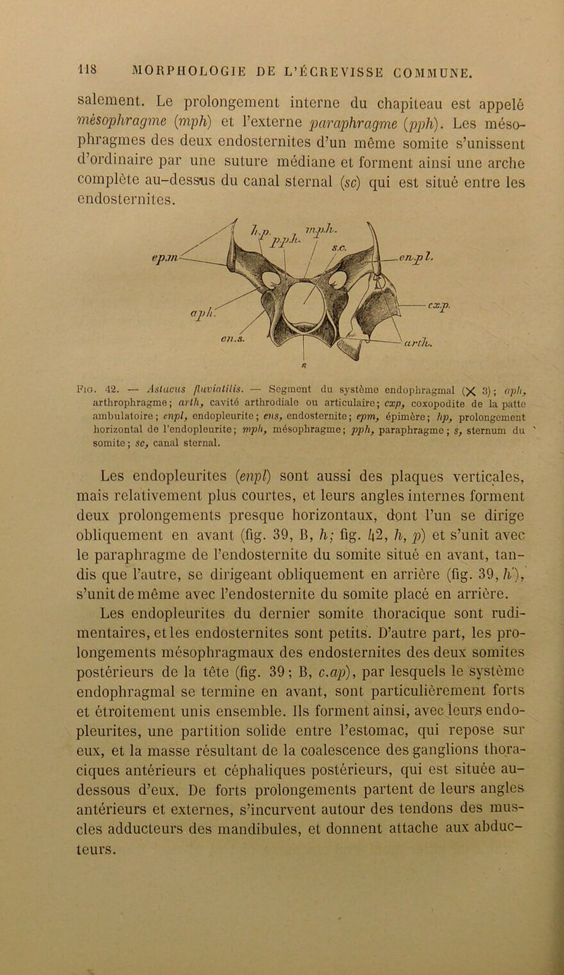 salement. Le prolongement interne du chapileau est appele mesophragme (mph) et l’externe paraphragme (pph). Les meso- phragmes des deux endosternites d’un meme somite s’unissent d’ordinaire par une suture mediane et forment ainsi une arche complete au-dessus du canal sternal (sc) qui est situe entre les endosternites. Fio. 42. — Astacus fluviatilis. — Segment du systeino endopliragmal (X 8); cipli, arthrophragme; arth, cavitd arthrodiale ou articulaire; exp, coxopodite de la patte ambulatoire; cnpl, ondopleurite; ens, endosternito; epm, 6pim6re; lip, prolongement horizontal de l'endopleurite; mph, mesophragme; pph, paraphragme; s, sternum du ' somite; sc, canal sternal. Les endopleurites (enpl) sont aussi des plaques verticales, mais relativemcnt plus courtes, et leurs angles internes forment deux prolongements presque horizontaux, dont l’un se dirige obliquement en avant (fig. 39, B, h; fig. 42, h, p) et s’unit avec le paraphragme de Fendosternite du somite situe en avant, tan- dis que l’autre, se dirigeant obliquement en arriere (fig. 39, h'), s’unit de meme avec Fendosternite du somite place en arriere. Les endopleurites du dernier somite thoracique sont rudi- mentaires, etles endosternites sont petits. D’autre part, les pro- longements mesophragmaux des endosternites des deux somites posterieurs de la tete (fig. 39; B, c.ap), par lesquels le systeme endopliragmal se termine en avant, sont particulierement forts et etroitement unis ensemble. 11s forment ainsi, avec leurs endo- pleurites, une partition solide entre l’estomac, qui repose sur eux, et la masse resultant de la coalescence des ganglions thora- ciques anterieurs et cephaliques posterieurs, qui est situee au- dessous d’eux. De forts prolongements partent de leurs angles anterieurs et externes, s’incurvent autour des tendons des mus- cles adducteurs des mandibules, et donnent attache aux abduc- teurs.